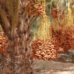 Circuit et Excursion Sahara Fête de Pâque en Tunisie privée avec SudTunisie.com Vivre la Fête de Pâque dans le Sahara tunisien, c’est s’offrir une aventure hors du temps, entre dunes dorées, ciels étoilés et traditions millénaires. Chez SudTunisie.com , nous organisons des circuits et excursions privées sur mesure, pour vous faire découvrir la magie du Sud tunisien dans toute son authenticité. Que vous partiez de Tunis, Hammamet, Sousse, Monastir, Sfax, Djerba, Gabès, Bizerte, Kélibia ou Korba, notre équipe locale vous accompagne pour un voyage unique, confortable et 100 % personnalisable. 🌴 Le charme du Sahara tunisien pendant la Fête de Pâque Un climat idéal pour une évasion dépaysante Entre fin mars et avril, le Sahara offre des températures douces le jour et des nuits agréablement fraîches. C’est la période parfaite pour explorer le désert sans chaleur extrême. Pendant que la nature fleurit dans les oasis, le désert, lui, révèle ses plus belles couleurs. Les fêtes de Pâque tombent donc à point nommé pour vivre un circuit Sahara en Tunisie dans des conditions parfaites. Un moment symbolique de renouveau La Fête de Pâque, symbole de renaissance, se marie merveilleusement bien avec l’esprit du désert. Le silence des dunes, la sérénité des oasis et la beauté brute des paysages invitent à la réflexion et à la reconnexion. C’est un moment propice pour se ressourcer, loin du stress quotidien, et savourer la paix du Sahara. 🚗 Un circuit Sahara 100 % privé et sur mesure Flexibilité, confort et authenticité Chez SudTunisie.com, nous ne proposons pas de circuits « copiés-collés ». Chaque itinéraire est pensé selon vos envies : durée du séjour, hébergements, activités, rythme de voyage, tout est adaptable. Vous rêvez d’une nuit sous les étoiles, d’une randonnée dans les montagnes sahariennes ou d’un dîner typiquement berbère ? Nous nous en occupons ! Nos circuits incluent le transport en 4x4 privé avec chauffeur-guide, les repas, l’hébergement et les activités sélectionnées selon vos goûts. ✈️ Nous assurons également votre transfert aéroport grâce à notre service dédié : Navette Aéroport Tunisie 📅 Exemple de circuit Sahara spécial Pâques Voici un exemple de circuit de 5 jours, réalisable depuis plusieurs villes : Tunis, Hammamet, Sousse, Monastir, Sfax, Djerba, Gabès, Kélibia, Korba ou Bizerte. Jour 1 – Départ vers Tozeur, porte du Sahara Accueil à votre lieu de départ. Transfert en véhicule privé vers Tozeur. Installation dans un hôtel traditionnel ou une maison d’hôtes. Promenade libre dans la médina, dîner et nuit sur place. Jour 2 – Tozeur, Chebika, Tamerza et Mides Visite de l’oasis de Tozeur et des gorges de Chebika. Découverte de Tamerza, une oasis suspendue avec ses cascades naturelles. Exploration du canyon de Mides, entre montagnes et palmeraies. Dîner et nuit dans un écolodge au charme saharien. Jour 3 – Douz, la porte du désert Route vers Douz à travers Chott El Jerid, immense lac salé aux reflets magiques. Balade à dos de dromadaire dans les dunes. Installation dans un campement berbère pour une nuit inoubliable sous les étoiles. Dîner traditionnel autour du feu, avec musique locale. Jour 4 – Randonnée dans les montagnes sahariennes Départ pour une randonnée montagne dans le Sahara . Pique-nique panoramique avec vue sur les vallées désertiques. Rencontre avec les habitants des petits villages troglodytes. Retour au camp pour le coucher du soleil. Jour 5 – Retour vers votre point de départ Petit déjeuner dans le désert. Arrêt photo au Chott El Jerid. Déjeuner en route et retour vers votre ville d’origine. 👉 Pour plus d’options de circuits, découvrez notre page dédiée : Circuits dans le désert tunisien 🏜 Les incontournables du Sahara tunisien Les dunes du Grand Erg Oriental Immensité, silence et beauté… les dunes du Grand Erg sont une expérience sensorielle à part entière. Marcher pieds nus dans le sable chaud, voir le soleil se lever au-dessus de l’horizon doré, c’est une sensation de liberté pure. Les oasis de montagne À Tamerza, Chebika ou Midès, l’eau jaillit au milieu des roches. Ces oasis verdoyantes contrastent avec la sécheresse environnante. On y découvre des cascades, des sentiers de randonnée et des panoramas époustouflants. Le Chott El Jerid Ce lac salé géant, qui s’étend à perte de vue, reflète le ciel comme un miroir. Selon la lumière, les couleurs passent du rose au doré. C’est un lieu presque mystique, parfait pour les amateurs de photographie. Les villages berbères et troglodytes À Matmata et dans les environs, vous verrez des habitations creusées dans la terre pour se protéger de la chaleur. Ces villages témoignent du génie des habitants du désert, capables de vivre en harmonie avec un environnement extrême. 🍽 Une expérience authentique : entre culture, cuisine et traditions Saveurs du Sud tunisien Couscous aux dattes, pain cuit dans le sable, tajines parfumés, méchoui d’agneau… chaque repas est un voyage gustatif. Nos circuits incluent des repas préparés par des familles locales ou des cuisiniers berbères. Rencontres humaines inoubliables Nos circuits favorisent les échanges avec les habitants : artisans, éleveurs, nomades. Ces moments simples et sincères donnent tout leur sens à l’expression « voyager autrement ». Hébergement de charme Nous sélectionnons avec soin nos partenaires : hôtels typiques, campements authentiques, maisons d’hôtes avec vue sur les palmeraies. Toujours confortables, toujours authentiques. 📸 Pourquoi choisir SudTunisie.com pour votre circuit Sahara de Pâques ? 100 % local : guides, chauffeurs et hébergeurs sont originaires du Sud tunisien. Expérience sur mesure : chaque circuit est adapté à votre rythme. Service complet : navette aéroport, repas, hébergement, activités inclus. Assistance 24/7 : notre équipe reste joignable tout au long du voyage. Confort et sécurité : véhicules 4×4 récents, assurance, accompagnement professionnel. 👉 Lisez les avis de nos voyageurs sur TripAdvisor et découvrez leurs témoignages ! 🧭 Départs garantis depuis toute la Tunisie Nos circuits et excursions sont disponibles avec départ depuis : Tunis, Hammamet, Sousse, Monastir, Sfax, Djerba, Gabès, Bizerte, Kélibia et Korba. Nous nous occupons du transport, des transferts et de la logistique pour que vous n’ayez qu’à profiter du voyage. Si vous préférez des expériences plus courtes ou thématiques, explorez aussi nos offres : Excursion en Tunisie Randonnée dans le Sahara Blog de voyage Tunisie Sud 💡 Conseils pratiques pour votre circuit Sahara Préparez votre valise intelligemment Tenues légères pour la journée et chaudes pour la nuit. Chapeau, lunettes de soleil, crème solaire. Chaussures confortables pour la marche. Écharpe ou chèche pour se protéger du vent et du sable. Respectez la culture locale Le Sahara tunisien est habité par des communautés fières et accueillantes. Un sourire, un salut, une attention à leurs coutumes font toujours la différence. Voyage éco-responsable Nous encourageons nos voyageurs à adopter un comportement respectueux de la nature : pas de déchets, pas de traces dans le désert, consommation locale privilégiée. 📞 Réservez votre excursion Sahara spéciale Pâques dès maintenant Ne tardez pas à planifier votre aventure ! Nos circuits pour la période de Pâques sont très demandés. 👉 Demandez dès aujourd’hui votre devis gratuit et personnalisé ici : Devis Voyage Désert Tunisie Notre équipe vous répond rapidement pour organiser votre circuit sur mesure au meilleur prix. 🌍 Pourquoi ce voyage restera gravé dans votre mémoire Le Sahara tunisien n’est pas qu’un décor. C’est une expérience de vie. Le bruit du vent dans les dunes, la chaleur du feu sous les étoiles, les rires partagés autour d’un couscous… autant de souvenirs qui vous accompagneront longtemps après votre retour. Avec SudTunisie.com, chaque voyage devient une aventure humaine et sensorielle, une immersion dans le vrai visage du Sud tunisien. Que vous soyez en couple, en famille ou entre amis, partez à la découverte du désert le plus proche et le plus magique du monde arabe. Laissez-vous guider, vibrez, respirez, contemplez… et vivez votre Fête de Pâque dans le Sahara tunisien, un moment d’exception entre terre et ciel.