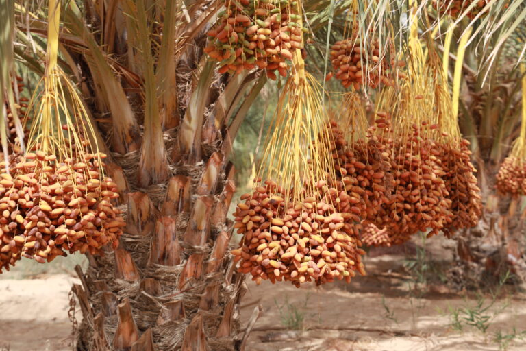 Circuit et Excursion Sahara Fête de Pâque en Tunisie privée avec SudTunisie.com Vivre la Fête de Pâque dans le Sahara tunisien, c’est s’offrir une aventure hors du temps, entre dunes dorées, ciels étoilés et traditions millénaires. Chez SudTunisie.com , nous organisons des circuits et excursions privées sur mesure, pour vous faire découvrir la magie du Sud tunisien dans toute son authenticité. Que vous partiez de Tunis, Hammamet, Sousse, Monastir, Sfax, Djerba, Gabès, Bizerte, Kélibia ou Korba, notre équipe locale vous accompagne pour un voyage unique, confortable et 100 % personnalisable. 🌴 Le charme du Sahara tunisien pendant la Fête de Pâque Un climat idéal pour une évasion dépaysante Entre fin mars et avril, le Sahara offre des températures douces le jour et des nuits agréablement fraîches. C’est la période parfaite pour explorer le désert sans chaleur extrême. Pendant que la nature fleurit dans les oasis, le désert, lui, révèle ses plus belles couleurs. Les fêtes de Pâque tombent donc à point nommé pour vivre un circuit Sahara en Tunisie dans des conditions parfaites. Un moment symbolique de renouveau La Fête de Pâque, symbole de renaissance, se marie merveilleusement bien avec l’esprit du désert. Le silence des dunes, la sérénité des oasis et la beauté brute des paysages invitent à la réflexion et à la reconnexion. C’est un moment propice pour se ressourcer, loin du stress quotidien, et savourer la paix du Sahara. 🚗 Un circuit Sahara 100 % privé et sur mesure Flexibilité, confort et authenticité Chez SudTunisie.com, nous ne proposons pas de circuits « copiés-collés ». Chaque itinéraire est pensé selon vos envies : durée du séjour, hébergements, activités, rythme de voyage, tout est adaptable. Vous rêvez d’une nuit sous les étoiles, d’une randonnée dans les montagnes sahariennes ou d’un dîner typiquement berbère ? Nous nous en occupons ! Nos circuits incluent le transport en 4x4 privé avec chauffeur-guide, les repas, l’hébergement et les activités sélectionnées selon vos goûts. ✈️ Nous assurons également votre transfert aéroport grâce à notre service dédié : Navette Aéroport Tunisie 📅 Exemple de circuit Sahara spécial Pâques Voici un exemple de circuit de 5 jours, réalisable depuis plusieurs villes : Tunis, Hammamet, Sousse, Monastir, Sfax, Djerba, Gabès, Kélibia, Korba ou Bizerte. Jour 1 – Départ vers Tozeur, porte du Sahara Accueil à votre lieu de départ. Transfert en véhicule privé vers Tozeur. Installation dans un hôtel traditionnel ou une maison d’hôtes. Promenade libre dans la médina, dîner et nuit sur place. Jour 2 – Tozeur, Chebika, Tamerza et Mides Visite de l’oasis de Tozeur et des gorges de Chebika. Découverte de Tamerza, une oasis suspendue avec ses cascades naturelles. Exploration du canyon de Mides, entre montagnes et palmeraies. Dîner et nuit dans un écolodge au charme saharien. Jour 3 – Douz, la porte du désert Route vers Douz à travers Chott El Jerid, immense lac salé aux reflets magiques. Balade à dos de dromadaire dans les dunes. Installation dans un campement berbère pour une nuit inoubliable sous les étoiles. Dîner traditionnel autour du feu, avec musique locale. Jour 4 – Randonnée dans les montagnes sahariennes Départ pour une randonnée montagne dans le Sahara . Pique-nique panoramique avec vue sur les vallées désertiques. Rencontre avec les habitants des petits villages troglodytes. Retour au camp pour le coucher du soleil. Jour 5 – Retour vers votre point de départ Petit déjeuner dans le désert. Arrêt photo au Chott El Jerid. Déjeuner en route et retour vers votre ville d’origine. 👉 Pour plus d’options de circuits, découvrez notre page dédiée : Circuits dans le désert tunisien 🏜 Les incontournables du Sahara tunisien Les dunes du Grand Erg Oriental Immensité, silence et beauté… les dunes du Grand Erg sont une expérience sensorielle à part entière. Marcher pieds nus dans le sable chaud, voir le soleil se lever au-dessus de l’horizon doré, c’est une sensation de liberté pure. Les oasis de montagne À Tamerza, Chebika ou Midès, l’eau jaillit au milieu des roches. Ces oasis verdoyantes contrastent avec la sécheresse environnante. On y découvre des cascades, des sentiers de randonnée et des panoramas époustouflants. Le Chott El Jerid Ce lac salé géant, qui s’étend à perte de vue, reflète le ciel comme un miroir. Selon la lumière, les couleurs passent du rose au doré. C’est un lieu presque mystique, parfait pour les amateurs de photographie. Les villages berbères et troglodytes À Matmata et dans les environs, vous verrez des habitations creusées dans la terre pour se protéger de la chaleur. Ces villages témoignent du génie des habitants du désert, capables de vivre en harmonie avec un environnement extrême. 🍽 Une expérience authentique : entre culture, cuisine et traditions Saveurs du Sud tunisien Couscous aux dattes, pain cuit dans le sable, tajines parfumés, méchoui d’agneau… chaque repas est un voyage gustatif. Nos circuits incluent des repas préparés par des familles locales ou des cuisiniers berbères. Rencontres humaines inoubliables Nos circuits favorisent les échanges avec les habitants : artisans, éleveurs, nomades. Ces moments simples et sincères donnent tout leur sens à l’expression « voyager autrement ». Hébergement de charme Nous sélectionnons avec soin nos partenaires : hôtels typiques, campements authentiques, maisons d’hôtes avec vue sur les palmeraies. Toujours confortables, toujours authentiques. 📸 Pourquoi choisir SudTunisie.com pour votre circuit Sahara de Pâques ? 100 % local : guides, chauffeurs et hébergeurs sont originaires du Sud tunisien. Expérience sur mesure : chaque circuit est adapté à votre rythme. Service complet : navette aéroport, repas, hébergement, activités inclus. Assistance 24/7 : notre équipe reste joignable tout au long du voyage. Confort et sécurité : véhicules 4×4 récents, assurance, accompagnement professionnel. 👉 Lisez les avis de nos voyageurs sur TripAdvisor et découvrez leurs témoignages ! 🧭 Départs garantis depuis toute la Tunisie Nos circuits et excursions sont disponibles avec départ depuis : Tunis, Hammamet, Sousse, Monastir, Sfax, Djerba, Gabès, Bizerte, Kélibia et Korba. Nous nous occupons du transport, des transferts et de la logistique pour que vous n’ayez qu’à profiter du voyage. Si vous préférez des expériences plus courtes ou thématiques, explorez aussi nos offres : Excursion en Tunisie Randonnée dans le Sahara Blog de voyage Tunisie Sud 💡 Conseils pratiques pour votre circuit Sahara Préparez votre valise intelligemment Tenues légères pour la journée et chaudes pour la nuit. Chapeau, lunettes de soleil, crème solaire. Chaussures confortables pour la marche. Écharpe ou chèche pour se protéger du vent et du sable. Respectez la culture locale Le Sahara tunisien est habité par des communautés fières et accueillantes. Un sourire, un salut, une attention à leurs coutumes font toujours la différence. Voyage éco-responsable Nous encourageons nos voyageurs à adopter un comportement respectueux de la nature : pas de déchets, pas de traces dans le désert, consommation locale privilégiée. 📞 Réservez votre excursion Sahara spéciale Pâques dès maintenant Ne tardez pas à planifier votre aventure ! Nos circuits pour la période de Pâques sont très demandés. 👉 Demandez dès aujourd’hui votre devis gratuit et personnalisé ici : Devis Voyage Désert Tunisie Notre équipe vous répond rapidement pour organiser votre circuit sur mesure au meilleur prix. 🌍 Pourquoi ce voyage restera gravé dans votre mémoire Le Sahara tunisien n’est pas qu’un décor. C’est une expérience de vie. Le bruit du vent dans les dunes, la chaleur du feu sous les étoiles, les rires partagés autour d’un couscous… autant de souvenirs qui vous accompagneront longtemps après votre retour. Avec SudTunisie.com, chaque voyage devient une aventure humaine et sensorielle, une immersion dans le vrai visage du Sud tunisien. Que vous soyez en couple, en famille ou entre amis, partez à la découverte du désert le plus proche et le plus magique du monde arabe. Laissez-vous guider, vibrez, respirez, contemplez… et vivez votre Fête de Pâque dans le Sahara tunisien, un moment d’exception entre terre et ciel.