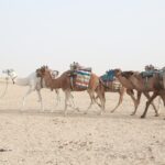 Le Festival du Sahara de Douz n’est pas un simple rendez-vous folklorique : c’est une plongée vibrante dans l’âme du désert, un tourbillon de traditions nomades, de cavalerie, de méharées et de musiques qui résonnent sous un ciel infini. Nous proposons une expérience complète et maîtrisée, articulée autour d’un circuit Aventure Sahara pensé pour allier confort, authenticité et sécurité, avec des départs garantis depuis Tunis, Hammamet, Sousse, Monastir, Sfax, Djerba, Gabès, Bizerte, Kélibia et Korba. Notre promesse : vivre Douz comme les locaux, en respectant les rythmes du désert et en multipliant les moments forts, du lever de soleil sur les dunes au frisson des spectacles du festival. Pourquoi choisir notre circuit “Aventure Sahara & Festival de Douz” ? Nous connaissons Douz de l’intérieur : ses artisans, ses campements, ses coulisses. En combinant logistique maîtrisée, guides francophones expérimentés et accès privilégiés aux moments-phares du festival, nous transformons une excursion classique en aventure mémorable. Vous aimez l’action ? Optez pour une balade à dos de dromadaire au coucher du soleil ou une sortie en quad sur les cordons dunaires. Vous préférez l’immersion culturelle ? Rencontrez des familles bédouines, assistez aux courses de chevaux et découvrez la fauconnerie, la poésie populaire, les chants et les danses sahariens. Pour visualiser l’éventail de nos itinéraires, jetez un œil à nos circuits désert sur mesure : c’est la porte d’entrée idéale pour bâtir un programme à votre image. Itinéraire type : du départ à l’ivresse des dunes Départ matinal depuis votre ville (Tunis, Hammamet, Sousse, Monastir, Sfax, Djerba, Gabès, Bizerte, Kélibia ou Korba). Accueil par notre équipe, vérification des sacs et briefing sécurité. Nous prenons la route vers le Grand Sud, avec pauses photo et café selon le besoin du groupe. En chemin, le paysage bascule : oliveraies, steppes, puis l’immensité du Chott El Jerid, ce lac salé mythique aux reflets miroitants — une scène parfaite pour immortaliser votre voyage. Arrivée à Douz, “capitale des sables” : installation, présentation du programme et départ vers les espaces du Festival du Sahara. Selon le jour, vous assisterez à des parades de dromadaires, des démonstrations équestres, des jeux traditionnels ou des concerts. Le festival est vivant, il évolue : nous optimisons toujours le timing pour en capter l’essence. Après-midi dédié à l’aventure : Méharée (balade à dos de dromadaire) pour goûter au rythme ancestral des caravanes ; ou quad (selon option) pour filer entre les dunes en toute sécurité avec nos encadrants. Coucher de soleil sur les dunes : un moment suspendu. Puis dîner saharien sous tente, avec mets du Sud (couscous, méchoui selon saison, fruits secs, thés aux herbes). En soirée, veillée autour du feu : musique saharienne, contes et convivialité — le cœur du désert bat au ralenti, mais il bat fort. Le lendemain (ou plus, selon la durée choisie), nous explorons les oasis, ksour, souks et ateliers d’artisans. Retour via le Chott, derniers arrêts photo, puis dépose dans votre ville de départ. Pour prolonger l’expérience, explorez nos programmes excursion en Tunisie et nos randonnées montagne & Sahara . Ce que comprend l’excursion (selon formule choisie) Transport climatisé (minibus/4x4) avec chauffeur professionnel. Guide francophone spécialiste du Sahara et de Douz. Accès/participation aux principales activités du Festival du Sahara (programme variable selon les dates). Traversée du Chott El Jerid et arrêts photo. Activité phare : méharée au coucher du soleil ou quad dans les dunes (option). Repas sahariens (déjeuner/dîner selon formule) et veillée musicale sous tente. Eau minérale en journée et thé à la menthe au camp. Assistance 24/7 et encadrement sécurité permanent. Pour un aperçu complet des combinaisons possibles (durée 1, 2, 3 jours, extension Tozeur–Nefta–Tamerza), consultez nos circuits désert . Logistique fluide : transferts, départs multiples et options d’hébergement Nous facilitons chaque étape. Depuis votre hôtel ou l’aéroport, notre service de navette aéroport assure une jonction sans stress. Départs disponibles depuis Tunis, Hammamet, Sousse, Monastir, Sfax, Djerba, Gabès, Bizerte, Kélibia, Korba – y compris pour les groupes et les familles. Côté nuit, deux ambiances : Campement saharien confort : tentes spacieuses, literie propre, sanitaires communs, dîner et veillée sous les étoiles. Hôtel de charme à Douz : plus urbain, parfait si vous souhaitez allier festival et confort classique. Envie d’un programme “à la carte” ? Demandez votre devis gratuit , on ajuste le rythme, les étapes et les extras (quad, photo shooting, dîner privé dans les dunes, etc.). Moments forts du Festival de Douz : traditions, chevaux et nomadisme Le Festival International du Sahara célèbre l’héritage nomade : Parades de dromadaires et défilés en tenues traditionnelles ; Courses de méharis et fantasias ; Fauconnerie, poésie populaire et chants épiques ; Danses sahariennes et concerts en plein air ; Marchés d’artisanat, sellerie, tissages, broderies, dattes Deglet Nour, épices… Nous synchronisons l’itinéraire avec les temps forts pour que vous en profitiez vraiment, sans courir, sans files interminables et avec des pauses ombragées lorsque le soleil cogne. Pour prolonger l’inspiration avant de partir, feuilletez notre blog des excursions en Tunisie . Aventure active : dromadaire, quad et randonnées montagne-Sahara Beaucoup rêvent de l’ondulation paisible d’une méharée au crépuscule — c’est magique, et accessible à tous. Les amateurs d’adrénaline préfèrent le quad : briefer, équiper, rouler en file sécurisée, faire des pauses photo, remonter une arête de dune… fouler le sable en gardant la maîtrise. Et si vous souhaitez équilibrer votre séjour entre désert et reliefs, nous organisons des randonnées montagne & Sahara vers les oasis de montagne (Tamerza, Chebika, Mides) et les canyons. Une façon de varier les textures : sable, pierre, eau, palmeraies. Conseils pratiques : quand partir, quoi emporter, comment s’habiller Période idéale : l’automne et le début d’hiver, lorsque le Festival de Douz bat son plein, offrent des températures supportables en journée et fraîches le soir. Tenue : vêtements légers mais couvrants (anti-UV), chèche ou casquette, lunettes de soleil, crème solaire, coupe-vent pour le soir. Chaussures : baskets fermées ou chaussures de marche. Sac : petit format pour l’eau, l’appareil photo, les effets personnels ; un sac plus grand peut rester au véhicule. Santé & sécurité : nous fournissons de l’eau, planifions l’ombre et les pauses, ajustons l’effort selon l’âge et la condition physique. Photo/vidéo : prévoir batterie externe, protection anti-sable pour l’appareil. Durabilité et respect des écosystèmes sahariens Le désert est un écosystème fragile. Nous pratiquons un tourisme responsable : Limitation des déchets, tri et collecte. Itinéraires qui préservent les dunes et évitent le hors-piste abusif. Encadrement local, rémunération équitable des guides et chameliers. Promotion de l’artisanat et des circuits courts. En voyageant avec nous, vous soutenez une économie locale qui valorise les savoir-faire et protège la culture nomade. Témoignages et avis clients : la meilleure preuve Rien ne vaut les retours de voyageur·euse·s qui ont déjà vécu l’aventure. Consultez nos avis certifiés sur Tripadvisor – Sud Tunisie . Vous y trouverez des commentaires détaillés sur l’organisation, la gentillesse des équipes et la qualité des prestations. Nous sommes fiers de ces retours, car ils reflètent notre exigence et notre passion. Tarifs, options et privatisation : construisez votre aventure Nous proposons des formules flexibles : Journée festival (allers-retours optimisés) ; 2 jours / 1 nuit avec campement ou hôtel ; 3 jours et plus pour combiner Douz, oasis de montagne, Tozeur et désert profond. Options : quad, méharée étendue, photo shooting au coucher du soleil, dîner privé dans les dunes, guide photographe, surprises anniversaires, etc. Pour obtenir une proposition claire et personnalisée, demandez votre devis gratuit ici . Accès, transferts et confort : une logistique sans frictions Nos départs multi-villes (Tunis, Hammamet, Sousse, Monastir, Sfax, Djerba, Gabès, Bizerte, Kélibia, Korba) vous permettent d’optimiser votre temps sans multiplier les changements. À l’arrivée ou au retour d’un vol ? Réservez simplement votre navette aéroport : ponctualité, confort et sécurité. Nous coordonnons les horaires avec les vols et gérons les imprévus — l’objectif étant que vous profitiez et que nous gérions. FAQ express Le festival a-t-il lieu chaque année ? Oui, généralement entre fin automne et début hiver ; les dates précises varient. Est-ce accessible aux enfants et seniors ? Bien sûr. Nous adaptons les rythmes, choisissons des activités douces (méharée courte, pauses fréquentes) et priorisons la sécurité. Faut-il une grande condition physique ? Non pour l’itinéraire standard. Le quad requiert de la vigilance et un briefing ; la méharée est très accessible. Peut-on privatiser l’excursion ? Oui, pour couples, familles, groupes d’amis ou entreprises. Et si je veux prolonger mon séjour ? Combinez avec nos circuits désert , nos excursions ou nos randonnées montagne-Sahara . Inspirez-vous aussi sur notre blog . Réserver maintenant : votre aventure commence ici Le Sahara ne ressemble à aucun autre paysage. Il surprend, apaise, bouscule, émerveille. Si vous avez envie de vivre le Festival de Douz au plus près, de marcher sur les dunes au coucher du soleil, de partager un thé à la menthe sous les étoiles et de comprendre la culture nomade, alors vous êtes au bon endroit. Parlez-nous de votre projet en quelques clics : demande de devis gratuite . Et si vous souhaitez comparer ou étendre votre voyage, explorez : Circuits désert sur mesure Randonnée Montagne & Sahara Excursions en Tunisie Blog des excursions Service navette aéroport Nous sommes prêts. À vous le désert.