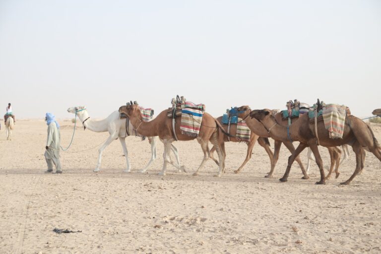 Le Festival du Sahara de Douz n’est pas un simple rendez-vous folklorique : c’est une plongée vibrante dans l’âme du désert, un tourbillon de traditions nomades, de cavalerie, de méharées et de musiques qui résonnent sous un ciel infini. Nous proposons une expérience complète et maîtrisée, articulée autour d’un circuit Aventure Sahara pensé pour allier confort, authenticité et sécurité, avec des départs garantis depuis Tunis, Hammamet, Sousse, Monastir, Sfax, Djerba, Gabès, Bizerte, Kélibia et Korba. Notre promesse : vivre Douz comme les locaux, en respectant les rythmes du désert et en multipliant les moments forts, du lever de soleil sur les dunes au frisson des spectacles du festival. Pourquoi choisir notre circuit “Aventure Sahara & Festival de Douz” ? Nous connaissons Douz de l’intérieur : ses artisans, ses campements, ses coulisses. En combinant logistique maîtrisée, guides francophones expérimentés et accès privilégiés aux moments-phares du festival, nous transformons une excursion classique en aventure mémorable. Vous aimez l’action ? Optez pour une balade à dos de dromadaire au coucher du soleil ou une sortie en quad sur les cordons dunaires. Vous préférez l’immersion culturelle ? Rencontrez des familles bédouines, assistez aux courses de chevaux et découvrez la fauconnerie, la poésie populaire, les chants et les danses sahariens. Pour visualiser l’éventail de nos itinéraires, jetez un œil à nos circuits désert sur mesure : c’est la porte d’entrée idéale pour bâtir un programme à votre image. Itinéraire type : du départ à l’ivresse des dunes Départ matinal depuis votre ville (Tunis, Hammamet, Sousse, Monastir, Sfax, Djerba, Gabès, Bizerte, Kélibia ou Korba). Accueil par notre équipe, vérification des sacs et briefing sécurité. Nous prenons la route vers le Grand Sud, avec pauses photo et café selon le besoin du groupe. En chemin, le paysage bascule : oliveraies, steppes, puis l’immensité du Chott El Jerid, ce lac salé mythique aux reflets miroitants — une scène parfaite pour immortaliser votre voyage. Arrivée à Douz, “capitale des sables” : installation, présentation du programme et départ vers les espaces du Festival du Sahara. Selon le jour, vous assisterez à des parades de dromadaires, des démonstrations équestres, des jeux traditionnels ou des concerts. Le festival est vivant, il évolue : nous optimisons toujours le timing pour en capter l’essence. Après-midi dédié à l’aventure : Méharée (balade à dos de dromadaire) pour goûter au rythme ancestral des caravanes ; ou quad (selon option) pour filer entre les dunes en toute sécurité avec nos encadrants. Coucher de soleil sur les dunes : un moment suspendu. Puis dîner saharien sous tente, avec mets du Sud (couscous, méchoui selon saison, fruits secs, thés aux herbes). En soirée, veillée autour du feu : musique saharienne, contes et convivialité — le cœur du désert bat au ralenti, mais il bat fort. Le lendemain (ou plus, selon la durée choisie), nous explorons les oasis, ksour, souks et ateliers d’artisans. Retour via le Chott, derniers arrêts photo, puis dépose dans votre ville de départ. Pour prolonger l’expérience, explorez nos programmes excursion en Tunisie et nos randonnées montagne & Sahara . Ce que comprend l’excursion (selon formule choisie) Transport climatisé (minibus/4x4) avec chauffeur professionnel. Guide francophone spécialiste du Sahara et de Douz. Accès/participation aux principales activités du Festival du Sahara (programme variable selon les dates). Traversée du Chott El Jerid et arrêts photo. Activité phare : méharée au coucher du soleil ou quad dans les dunes (option). Repas sahariens (déjeuner/dîner selon formule) et veillée musicale sous tente. Eau minérale en journée et thé à la menthe au camp. Assistance 24/7 et encadrement sécurité permanent. Pour un aperçu complet des combinaisons possibles (durée 1, 2, 3 jours, extension Tozeur–Nefta–Tamerza), consultez nos circuits désert . Logistique fluide : transferts, départs multiples et options d’hébergement Nous facilitons chaque étape. Depuis votre hôtel ou l’aéroport, notre service de navette aéroport assure une jonction sans stress. Départs disponibles depuis Tunis, Hammamet, Sousse, Monastir, Sfax, Djerba, Gabès, Bizerte, Kélibia, Korba – y compris pour les groupes et les familles. Côté nuit, deux ambiances : Campement saharien confort : tentes spacieuses, literie propre, sanitaires communs, dîner et veillée sous les étoiles. Hôtel de charme à Douz : plus urbain, parfait si vous souhaitez allier festival et confort classique. Envie d’un programme “à la carte” ? Demandez votre devis gratuit , on ajuste le rythme, les étapes et les extras (quad, photo shooting, dîner privé dans les dunes, etc.). Moments forts du Festival de Douz : traditions, chevaux et nomadisme Le Festival International du Sahara célèbre l’héritage nomade : Parades de dromadaires et défilés en tenues traditionnelles ; Courses de méharis et fantasias ; Fauconnerie, poésie populaire et chants épiques ; Danses sahariennes et concerts en plein air ; Marchés d’artisanat, sellerie, tissages, broderies, dattes Deglet Nour, épices… Nous synchronisons l’itinéraire avec les temps forts pour que vous en profitiez vraiment, sans courir, sans files interminables et avec des pauses ombragées lorsque le soleil cogne. Pour prolonger l’inspiration avant de partir, feuilletez notre blog des excursions en Tunisie . Aventure active : dromadaire, quad et randonnées montagne-Sahara Beaucoup rêvent de l’ondulation paisible d’une méharée au crépuscule — c’est magique, et accessible à tous. Les amateurs d’adrénaline préfèrent le quad : briefer, équiper, rouler en file sécurisée, faire des pauses photo, remonter une arête de dune… fouler le sable en gardant la maîtrise. Et si vous souhaitez équilibrer votre séjour entre désert et reliefs, nous organisons des randonnées montagne & Sahara vers les oasis de montagne (Tamerza, Chebika, Mides) et les canyons. Une façon de varier les textures : sable, pierre, eau, palmeraies. Conseils pratiques : quand partir, quoi emporter, comment s’habiller Période idéale : l’automne et le début d’hiver, lorsque le Festival de Douz bat son plein, offrent des températures supportables en journée et fraîches le soir. Tenue : vêtements légers mais couvrants (anti-UV), chèche ou casquette, lunettes de soleil, crème solaire, coupe-vent pour le soir. Chaussures : baskets fermées ou chaussures de marche. Sac : petit format pour l’eau, l’appareil photo, les effets personnels ; un sac plus grand peut rester au véhicule. Santé & sécurité : nous fournissons de l’eau, planifions l’ombre et les pauses, ajustons l’effort selon l’âge et la condition physique. Photo/vidéo : prévoir batterie externe, protection anti-sable pour l’appareil. Durabilité et respect des écosystèmes sahariens Le désert est un écosystème fragile. Nous pratiquons un tourisme responsable : Limitation des déchets, tri et collecte. Itinéraires qui préservent les dunes et évitent le hors-piste abusif. Encadrement local, rémunération équitable des guides et chameliers. Promotion de l’artisanat et des circuits courts. En voyageant avec nous, vous soutenez une économie locale qui valorise les savoir-faire et protège la culture nomade. Témoignages et avis clients : la meilleure preuve Rien ne vaut les retours de voyageur·euse·s qui ont déjà vécu l’aventure. Consultez nos avis certifiés sur Tripadvisor – Sud Tunisie . Vous y trouverez des commentaires détaillés sur l’organisation, la gentillesse des équipes et la qualité des prestations. Nous sommes fiers de ces retours, car ils reflètent notre exigence et notre passion. Tarifs, options et privatisation : construisez votre aventure Nous proposons des formules flexibles : Journée festival (allers-retours optimisés) ; 2 jours / 1 nuit avec campement ou hôtel ; 3 jours et plus pour combiner Douz, oasis de montagne, Tozeur et désert profond. Options : quad, méharée étendue, photo shooting au coucher du soleil, dîner privé dans les dunes, guide photographe, surprises anniversaires, etc. Pour obtenir une proposition claire et personnalisée, demandez votre devis gratuit ici . Accès, transferts et confort : une logistique sans frictions Nos départs multi-villes (Tunis, Hammamet, Sousse, Monastir, Sfax, Djerba, Gabès, Bizerte, Kélibia, Korba) vous permettent d’optimiser votre temps sans multiplier les changements. À l’arrivée ou au retour d’un vol ? Réservez simplement votre navette aéroport : ponctualité, confort et sécurité. Nous coordonnons les horaires avec les vols et gérons les imprévus — l’objectif étant que vous profitiez et que nous gérions. FAQ express Le festival a-t-il lieu chaque année ? Oui, généralement entre fin automne et début hiver ; les dates précises varient. Est-ce accessible aux enfants et seniors ? Bien sûr. Nous adaptons les rythmes, choisissons des activités douces (méharée courte, pauses fréquentes) et priorisons la sécurité. Faut-il une grande condition physique ? Non pour l’itinéraire standard. Le quad requiert de la vigilance et un briefing ; la méharée est très accessible. Peut-on privatiser l’excursion ? Oui, pour couples, familles, groupes d’amis ou entreprises. Et si je veux prolonger mon séjour ? Combinez avec nos circuits désert , nos excursions ou nos randonnées montagne-Sahara . Inspirez-vous aussi sur notre blog . Réserver maintenant : votre aventure commence ici Le Sahara ne ressemble à aucun autre paysage. Il surprend, apaise, bouscule, émerveille. Si vous avez envie de vivre le Festival de Douz au plus près, de marcher sur les dunes au coucher du soleil, de partager un thé à la menthe sous les étoiles et de comprendre la culture nomade, alors vous êtes au bon endroit. Parlez-nous de votre projet en quelques clics : demande de devis gratuite . Et si vous souhaitez comparer ou étendre votre voyage, explorez : Circuits désert sur mesure Randonnée Montagne & Sahara Excursions en Tunisie Blog des excursions Service navette aéroport Nous sommes prêts. À vous le désert.