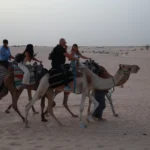 La Tunisie… un pays de contrastes, où le bleu infini de la mer Méditerranée rencontre les sables dorés du Sahara. Que vous soyez amateur d’histoire, d’aventure ou de détente, un circuit en Tunisie est une expérience à vivre au moins une fois dans sa vie. Chez Sud Tunisie, nous vous invitons à découvrir le pays autrement : à travers des excursions authentiques, des circuits sur mesure et des rencontres inoubliables avec la nature et les traditions locales. 1. Les circuits incontournables du Sud tunisien : entre oasis, dunes et villages berbères Le Sud tunisien est une terre de légendes. Des oasis verdoyantes de Tozeur aux dunes de Douz, chaque étape de votre voyage est une carte postale vivante. Nos circuits dans le désert vous emmènent au cœur du Sahara, là où le temps semble s’être arrêté. Imaginez une nuit sous un ciel étoilé, le feu de camp crépitant, les notes d’un oud résonnant dans l’air… Ce n’est pas un rêve, c’est une aventure saharienne unique que nous vous proposons. Parmi les circuits les plus demandés : Tozeur – Chebika – Tamerza – Mides : les oasis de montagne aux cascades cachées. Douz – Ksar Ghilane – Matmata : des dunes infinies jusqu’aux maisons troglodytes. Tataouine – Chenini – Douiret : immersion dans l’univers berbère et ses ksour ancestraux. Nos circuits sont personnalisables selon vos envies : durée, niveau de confort, activités, hébergements. Que vous soyez en couple, en famille ou entre amis, chaque aventure est conçue pour créer des souvenirs uniques. 2. Excursions en Tunisie : un voyage pour chaque envie Envie d’une escapade d’un jour ? Nos excursions en Tunisie sont parfaites pour découvrir les sites incontournables sans contrainte. Vous pouvez partir à la journée pour explorer le désert de Douz, les villages berbères de Tataouine, les plages sauvages de Djerba, ou encore les palmeraies de Tozeur. Nous mettons à votre disposition un service de navette aéroport confortable et ponctuel (voir notre service ) pour vous permettre de voyager l’esprit tranquille, dès votre arrivée en Tunisie. Nos excursions incluent : Le transport privé avec chauffeur-guide professionnel. Des repas typiquement tunisiens, souvent chez l’habitant. Des pauses dans les plus beaux points de vue pour vos photos souvenirs. Chaque excursion est une immersion culturelle : goûtez au couscous au chameau, découvrez les marchés traditionnels, apprenez quelques mots de dialecte tunisien avec les locaux. 3. Randonnée et aventure : partez à la conquête du Sahara Pour les voyageurs en quête d’aventure et de nature, nos randonnées dans le Sahara sont une invitation à la liberté. Vous marchez dans un silence presque sacré, entouré de dunes dorées, guidés par des chameliers expérimentés. Ces randonnées peuvent durer de 1 à 5 jours, avec des étapes dans des campements traditionnels ou des bivouacs en plein désert. Vous partagerez le thé autour du feu, sous un ciel d’un million d’étoiles. Nous proposons aussi des circuits combinés montagne et désert, où vous découvrirez : Les oasis suspendues de Chebika et Tamerza, véritables jardins d’Éden au milieu des falaises. Les montagnes du Dahar, refuge des villages troglodytes. Les dunes mouvantes de Ksar Ghilane, où les sources chaudes invitent à la détente. Cette expérience est idéale pour les amateurs de photographie, de trekking ou de déconnexion totale. Vous découvrirez une Tunisie sauvage et authentique, loin des sentiers battus. 4. Circuits culturels et historiques : à la rencontre du patrimoine tunisien La Tunisie, ce n’est pas seulement le désert. C’est aussi une terre d’histoire millénaire. Un circuit complet vous fera voyager à travers les époques : des ruines romaines de Dougga aux médinas classées à l’UNESCO, en passant par les forteresses du Sud. Parmi les circuits les plus appréciés : Dougga – Kairouan – El Jem : un voyage dans la Tunisie antique. Sfax – Gabès – Matmata – Tozeur : la Tunisie entre mer et désert. Le grand tour du Sud : combinant culture, nature et aventure, une expérience totale. Nos guides passionnés vous feront découvrir les secrets des ksour, des souks et des traditions locales. Chaque étape est pensée pour mêler confort, découverte et authenticité. Et si vous souhaitez créer votre propre itinéraire, nous vous proposons un devis personnalisé et gratuit selon votre budget et vos envies. 5. Pourquoi choisir Sud Tunisie pour votre circuit ? Parce que voyager avec Sud Tunisie, c’est bien plus qu’un simple séjour. C’est vivre une expérience humaine, culturelle et émotionnelle. Nous mettons un point d’honneur à offrir : Des guides locaux expérimentés et passionnés. Des circuits écologiques et respectueux de la nature. Des hébergements sélectionnés pour leur authenticité. Des prix transparents et justes, sans frais cachés. Notre objectif est de faire découvrir le vrai visage de la Tunisie : chaleureux, accueillant et profondément humain. Et parce que nous aimons entendre vos impressions, n’hésitez pas à partager votre expérience sur Tripadvisor . Votre avis compte pour nous, et aide d’autres voyageurs à vivre cette même magie. 6. Le Sud tunisien en pratique : quand et comment partir ? Le meilleur moment pour un circuit ou une excursion dans le Sud tunisien se situe entre octobre et avril, quand le climat est doux et agréable. L’été peut être très chaud dans le Sahara, mais parfait pour les séjours balnéaires à Djerba ou Gabès. Pour venir, rien de plus simple : nous proposons un service de navette aéroport depuis Djerba, Tozeur ou Tunis. Nos chauffeurs vous accueillent à votre arrivée et vous accompagnent tout au long de votre voyage. Côté hébergement, nous collaborons avec des auberges sahariennes, des hôtels de charme et des campements de luxe. Vous pouvez combiner confort et authenticité selon vos envies. Et bien sûr, nos circuits désert Tunisie sont entièrement modulables : choisissez la durée, les activités (quad, dromadaire, randonnée, gastronomie) et le niveau de confort qui vous convient. 7. Laissez-vous inspirer : nos idées de voyages 100 % Tunisie Voici quelques exemples de circuits populaires pour vous inspirer : Le Grand Sud en 5 jours : Tozeur, Chott El Jerid, Douz, Matmata, Djerba. Aventure Sahara et montagnes : Douz – Tembaine – Ksar Ghilane – Tamerza. Circuit culturel et nature : Tunis – El Jem – Kairouan – Tozeur – Matmata. Week-end dans le désert : deux jours d’évasion totale dans les dunes. Randonnée Sahara et montagne : un trek époustouflant entre oases et sommets rocheux. Chaque programme peut être ajusté selon vos envies, vos dates et votre budget. Pour recevoir un devis sur mesure, cliquez ici : Devis gratuit . 8. Préparez votre voyage avec notre blog Pour bien préparer votre aventure, découvrez notre blog d’excursions en Tunisie . Vous y trouverez des conseils pratiques, des témoignages de voyageurs, des photos inspirantes et des itinéraires détaillés. Vous apprendrez comment vous habiller pour le désert, quoi emporter, les spécialités culinaires à goûter, ou encore les meilleures périodes pour visiter chaque région. Notre blog est mis à jour régulièrement pour vous aider à vivre un voyage sans stress et 100 % plaisir. Conclusion : la Tunisie, une terre d’émotions à découvrir autrement Voyager en Tunisie, c’est plonger dans un univers où la beauté naturelle rencontre la richesse culturelle. Que vous choisissiez une excursion d’un jour ou un circuit complet dans le Sahara, chaque moment passé ici vous marquera durablement. Chez Sud Tunisie, nous croyons que chaque voyage doit être une histoire à raconter, un souvenir gravé. Alors, prêt à vivre la vôtre ? 👉 Réservez dès aujourd’hui votre circuit ou excursion en Tunisie et partez à la découverte du Sud tunisien, le cœur battant du pays.