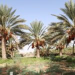 Vous rêvez d’embrasser l’horizon doré, d’écouter le silence du Sahara et de traverser des villages troglodytiques où le temps semble suspendu ? Nous concevons des circuits et excursions en Tunisie qui mêlent désert, oasis, culture berbère et Méditerranée, avec une logistique fluide du premier transfert aéroport jusqu’au dernier coucher de soleil. Notre objectif est simple : vous faire vivre le meilleur du Sud tunisien, au rythme qui vous convient et sans mauvaise surprise. Dès maintenant, explorez nos idées d’itinéraires et les options personnalisables sur la page dédiée aux circuits désert en Tunisie . Vous y trouverez des programmes de 1 à 8 jours, des expériences en 4x4 avec chauffeur-guide, des bivouacs sous les étoiles, des randonnées de montagne et des étapes culturelles incontournables. Et si vous souhaitez un programme sur mesure ou connaître nos disponibilités, demandez votre devis gratuit ici : devis voyage désert – Sud Tunisie . Pourquoi choisir un circuit et une excursion en Tunisie ? La Tunisie condense une variété incroyable de paysages sur des distances raisonnables : dunes géantes, chotts scintillants, oasis de montagne (Chebika, Tamerza, Midès), villages troglodytiques (Matmata), ksour et glaoui autour de Tataouine, sources chaudes (Ksar Ghilane) et plages de Djerba. Cette proximité permet d’alterner chaque jour entre aventure et confort, de rouler sur des pistes de sable le matin et de dîner en maison d’hôtes ou en campement saharien le soir. Nous privilégions une logistique soignée : Transferts fluides (arrivée et départ) via notre service de navette aéroport . Guides locaux certifiés, passionnés par leur région. Hébergements sélectionnés : du campement confort aux bivouacs premium. Expériences authentiques : thé sous la tente, pain de sable, rencontres avec des artisans et musiciens locaux. Envie d’aller plus loin ? Parcourez nos formats excursion en Tunisie pour la journée ou 2 jours , ou laissez-vous tenter par la randonnée de montagne au Sahara pour toucher la roche, le sable et le ciel d’un même geste. Nos meilleurs circuits désert Tunisie (1 à 8 jours) Afin de rester souples et personnalisables, tous nos circuits se déclinent en version privée (parfaite pour les familles, couples et petits groupes) ou en départs regroupés (selon saison). Voici quelques trames préférées que nous adaptons à votre rythme, à vos envies et à votre budget. Excursion 1 jour : Douz, Chott El-Jérid & Ong Jmel (Star Wars) Objectif : un concentré de Sahara sans passer la nuit loin de votre hôtel. Points forts : lever de soleil sur le Chott El-Jérid, pistes de sable vers Ong Jmel et les décors de cinéma, balade à dos de dromadaire (en option), déjeuner traditionnel. Pour qui : voyageurs pressés, familles avec jeunes enfants, premier contact avec les dunes. Astuce : en saison fraîche, apportez une petite doudoune pour les matinées ; dans le désert, l’amplitude thermique peut surprendre. 2 jours : Douz – Ksar Ghilane – Matmata (nuit saharienne) Objectif : goûter la nuit saharienne et se réveiller face aux dunes. Itinéraire type : départ Douz → traversée de l’erg en 4x4 → Ksar Ghilane (bain dans la source chaude), coucher de soleil et bivouac. Jour 2 : piste vers Matmata, visite des maisons troglodytiques et route retour. Pour qui : couples, amis, photographes. Conseil : réservez tôt pour garantir un bivouac sous tente dans l’emplacement le plus photogénique. Demander un devis gratuit permet d’ajuster le confort (campement standard / premium). 3–4 jours : Tozeur, Chebika–Tamerza–Midès, Douz & nuit sous les étoiles Objectif : embrasser oasis et dunes en un seul voyage. Itinéraire type : Jour 1 : arrivée Tozeur, oasis de montagne (Chebika, Tamerza, Midès), cascades, canyon, vue sur l’Algérie toute proche, route des palmeraies. Jour 2 : Chott El-Jérid selon la lumière, Ong Jmel et « La Mos Espa » pour les cinéphiles, passage par Douz. Jour 3 : immersion saharienne (dromadaire, 4x4, ateliers nomades), dîner sous la tente, ciel étoilé à couper le souffle. Jour 4 : retour par les villages de potiers ou marché local, selon le jour de la semaine. Plus : intégrez une demi-journée de randonnée de montagne – Sahara avec un guide passionné de géologie et de botanique : faune discrète, plantes médicinales, strates rocheuses vieilles de millions d’années. 7–8 jours : Grand Sud tunisien – Tozeur, Douz, Tembaine, Tataouine, Chenini, Djerba Objectif : le “best of” du Sud avec des nuits dans des lieux iconiques. Itinéraire type : Jour 1–2 : Tozeur et oasis de montagne, chott, pistes vers Ong Jmel. Jour 3 : Douz → Tembaine (ou Zmela) pour un bivouac en plein erg, ciel profond, silence total. Jour 4–5 : cap sur Tataouine, Chenini, Douiret, ksour et greniers fortifiés (architecture de pierre inoubliable). Jour 6–7 : option Djerba (repos, artisanat, plages), puis retour par Matmata. Jour 8 : transfert aéroport ou extension Méditerranée. Pour qui : épicuriens, photographes, familles en quête d’un grand voyage sans long vol. Expériences thématiques à ne pas manquer Nous concevons votre voyage autour d’expériences “signature”, chacune pensée pour enrichir votre immersion. 4x4 & pistes sahariennes : franchissement de cordons de dunes, navigation au GPS et cap guidé par l’expérience du chauffeur. Sensation de liberté, sécurité maximale. Bivouac premium : tentes spacieuses, literie confortable, dîner au feu de bois, veillée sous la Voie lactée. Au réveil, le thé à la menthe et le pain de sable encore tiède… inoubliable. Randonnée & trek : du canyon de Midès aux crêtes de Chebika, découvrez notre sélection randonnée montagne & Sahara , modulable de 2 h à 2 jours, avec portage et pique-nique sous les palmes. Culture & rencontres : ateliers de poterie, récolte des dattes (en saison), musique au goumbri, cuisine de l’oasis : brik, couscous, méchoui, dattes Deglet Nour fondantes. Dromadaire au coucher du soleil : silhouette sur la ligne de dunes, lumière dorée, photo parfaite. Décors de cinéma : sites Star Wars près de Tozeur, intégrables à la journée. Astrophotographie : conseils d’un accompagnateur pour saisir le ciel profond (selon dates et lune). Quand partir et quel budget prévoir ? Saisons idéales : octobre → avril pour la fraîcheur et les ciels limpides. Mai–juin agréables mais plus chauds, juillet–août réservés aux habitués de la chaleur (programmes ajustés : départs tôt le matin, siestes, sorties au crépuscule). Durée : 1–2 jours pour un avant-goût, 3–4 jours pour un vrai choc esthétique, 7–8 jours pour la totale (oasis + erg + pierre + mer). Budget : il dépend de la saison, du nombre de voyageurs, du niveau d’hébergement (campement standard, bivouac premium, maison d’hôtes, boutique-hôtel), des activités (dromadaire, quad, randonnée guidée). Nous optimisons chaque ligne pour que vous en ayez plus au même budget. Le moyen le plus simple : nous demander un devis détaillé gratuit (ou via ce lien de contact direct ). Astuce : combinez 2 nuits en bivouac (pour l’expérience) et 2 nuits en maison d’hôtes (pour la douche XXL et le charme), vous obtenez le meilleur ratio immersion / confort. Logistique, confort & sécurité : nos engagements Arrivée / départ sans stress : navettes aéroport privées ou partagées, ponctuelles, pancartes nominatives, sièges enfants sur demande. Guides & chauffeurs : professionnels du désert, formés à la conduite sur sable, aux premiers secours et à la navigation. Hébergements vérifiés : campements aérés et propres, literie confortable, douches chaudes (selon lieu), électricité pour recharger vos appareils. Régimes & allergies : menus adaptés sur demande (végétarien, sans gluten, sans lactose). Matériel & sécurité : véhicules révisés, pneus adaptés, trousse de premiers secours, eau en quantité suffisante. Flexibilité : météo capricieuse ? Marché local imprévu ? Nous ajustons en direct pour maximiser votre plaisir. Itinéraires détaillés par région Tozeur & l’Atlas : oasis, gorges et palmeraies Chebika : escalier d’eau, palmeraie suspendue, vues époustouflantes. Tamerza : grande cascade, village abandonné, lumières d’or au coucher. Midès : canyon spectaculaire, strates géologiques, sentiers panoramiques. Palmeraies de Tozeur : fraîcheur et parfum de dattes Deglet Nour, idéal pour une balade à vélo. Pour approfondir : ajoutez une demi-journée de rando (voir randonnée montagne & Sahara ) avec pause thé sous les palmes. Douz & l’Erg Oriental : la mer de dunes Douz : porte du Sahara, marché aux dattes et selliers traditionnels. Ong Jmel / Mos Espa : pistes de sable, chaos rocheux, décors mythiques. Tembaine / Zmela : bivouac dans le grand erg, dômes de sable à perte de vue. Signature : balade dromadaire au crépuscule, dîner et constellations. Tataouine, Chenini & les ksour Chenini et Douiret : villages perchés, granaries (ksour) fortifiés, couleurs miel. Route des ksour : greniers, glaoui, petites pistes entre djebels. Matmata : maisons troglodytiques, puits de lumière, décor lunaire. Le plus : atelier cuisine berbère, tissage, huile d’olive chez un producteur. Djerba & Méditerranée Repos après le désert, artisanat (poteries, bijoux), musée Guellala, coucher de soleil sur la lagune. Extensions : sortie bateau, découverte Houmt Souk, ou simple journée balnéaire avant le vol. FAQ circuits & excursions en Tunisie 1) Meilleure période ? D’octobre à avril, températures idéales et ciels très nets. Nous opérons toute l’année, avec adaptations horaires en été. 2) Enfants bienvenus ? Oui. Nous ajustons durées de transport, pauses et activités (dromadaire court, oasis avec eau, marabouts légendaires qui stimulent l’imaginaire). Sièges auto sur demande. 3) Que mettre dans le sac ? Chaussures fermées, coupe-vent, casquette, lunettes UV, crème solaire, foulard, gourde. En bivouac : petite lampe frontale et batterie externe. 4) Hébergements : confort ou aventure ? Les deux ! Du campement standard au bivouac premium, jusqu’à la maison d’hôtes de charme. Nous conseillons souvent mix & match. 5) Réseau & Wi-Fi ? Le désert reste désert : la connexion peut être faible en bivouac. Les maisons d’hôtes offrent généralement un Wi-Fi correct. 6) Paiement & garantie ? Acompte pour confirmer (logistique, chauffeurs, hébergements), solde avant le départ ou sur place selon cas. Détails remis avec votre devis gratuit . 7) Annulation & météo ? Politique souple selon saison et type de produit ; priorité à votre sécurité et à la qualité de l’expérience. Alternatives proposables (ordre des visites, changement de nuitée). 8) Quid des drones ? L’usage peut être réglementé et variable selon zones. Indiquez-le à l’avance : nous vous brieferons sur les autorisations et restrictions locales. 9) Gastronomie & régimes ?** Couscous, méchoui, chakchouka, brik, dattes farcies… Nous adaptons aux allergies ou régimes (végétarien, sans gluten, etc.). 10) Comment réserver vite ? Donnez-nous dates, nombre de voyageurs, aéroport d’arrivée et type d’hébergement souhaité. Nous répondons avec un itinéraire chiffré et options. L’entrée idéale : la page circuits désert . Conseils d’experts pour un voyage 100 % réussi Rythme : partez tôt le matin pour profiter de lumières douces et de pistes plus fraîches. Hydratation : gardez toujours 1–1,5 L d’eau par personne dans le véhicule, même sur courte étape. Équipement : vêtements techniques légers, couche chaude pour le soir, protection solaire sérieuse. Respect : demandez avant la photo des personnes, saluez simplement (« Aslema », « Sbah el khir »), souriez : ça ouvre toutes les portes. Pourboires : selon satisfaction, 5–10 % pour chauffeur/guide, plus pour performance musicale ou atelier. Souvenirs : privilégiez artisanat local (poterie de Djerba, tissages, dattes, huile d’olive). Étoiles : le désert est un planétarium naturel. Éteignez les lumières, laissez vos yeux s’habituer : la Voie lactée vous enveloppera. Prêts à partir ? Construisons votre circuit dès aujourd’hui Pour visualiser des idées et déclencher l’inspiration, commencez par notre page Circuits Désert – Sud Tunisie . Vous préférez un format court tout en intensité ? Parcourez nos excursions en Tunisie . Envie de marcher entre roche et sable ? Découvrez la randonnée montagne – Sahara . Pour toutes vos arrivées, anticipez avec notre navette aéroport (ponctuelle, pratique, sans stress). Quand vous serez prêt·e, recevez une proposition chiffrée claire (itinéraire, activités, hébergements, options) via notre formulaire de devis gratuit – ou directement cette page de contact devis . Et pour nourrir votre curiosité, suivez nos récits, conseils et idées sur le blog des excursions en Tunisie . Déjà revenu d’un voyage avec nous ? Partagez votre expérience et aidez d’autres voyageurs à sauter le pas : laissez un avis sur TripAdvisor – Sud Tunisie (Tozeur) . Vos mots comptent : ils guident, rassurent et inspirent. En un coup d’œil : ce que nous apportons Des circuits 100 % modulables, du city-break saharien à la grande boucle du Sud. Une logistique irréprochable : transferts, guides, hébergements choisis, sécurité au premier plan. Des expériences uniques : bivouac, randonnées, rencontres, gastronomie de l’oasis. Une écoute et un accompagnement avant, pendant et après votre voyage. Un excellent rapport immersion/prix grâce à nos partenaires locaux. Le désert n’attend que vous. Nous sommes là pour ouvrir la piste, sécuriser chaque étape et dessiner, ensemble, le voyage qui vous ressemble. On y va ? 👉 Découvrez nos circuits désert maintenant 👉 Demandez votre devis gratuit personnalisé