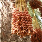 La Tunisie est un terrain de jeu unique où désert du Sahara, oasis suspendues, villages troglodytiques, médinas séculaires et plages méditerranéennes composent une palette de paysages rarissime à quelques heures de l’Europe. Nous concevons des circuits sur mesure et des excursions privées qui marient l’authenticité des rencontres, le confort logistique et un sens du détail obsédant. Que vous rêviez d’un raid 4×4 dans les dunes de Douz, d’une randonnée au-dessus des canyons de Chebika et Tamerza, d’une bivouac à Ksar Ghilane ou d’une parenthèse chic à Djerba, nous bâtissons l’itinéraire qui vous ressemble, du court séjour intense au grand tour de Tunisie. À découvrir dès maintenant : nos propositions de circuits dans le désert en Tunisie , 100 % personnalisables (durée, budget, activités, hébergements). Pourquoi choisir la Tunisie pour vos circuits et excursions ? Diversité exceptionnelle sur un petit territoire. En quelques jours, vous passez des ruines romaines de Carthage aux maisons bleues de Sidi Bou Saïd, des chotts miroitants aux palmeraies de Tozeur, des ksour berbères de Tataouine aux plages de Djerba. Cette densité d’expériences permet d’optimiser chaque journée, sans journées perdues sur la route. Climat doux une grande partie de l’année. Le sud tunisien offre des hivers lumineux parfaits pour la marche et le 4×4. Le printemps et l’automne garantissent des températures idéales pour randonnées et visites culturelles. L’été, cap sur la côte et les activités nautiques, avec des échappées matinales dans les oasis. Hospitalité et cuisine. Couscous, ojja, brik, fruits secs, dattes Deglet Nour de Tozeur : la Tunisie séduit par une cuisine généreuse et des rencontres spontanées. Nous privilégions les adresses de caractère, les déjeuners chez l’habitant et les tables d’oasis quand c’est possible. Logistique fluide et budget maîtrisé. Grâce à nos transferts aéroport organisés et à un réseau d’hébergements éprouvés, vous voyagez l’esprit léger, avec un excellent rapport qualité-prix. Pour votre arrivée, réservez votre navette aéroport à l’avance. Les incontournables d’un circuit en Tunisie : du nord au grand sud Tunis – Carthage – Sidi Bou Saïd. Un trio parfait pour entrer en douceur : médina de Tunis, sites antiques, cafés suspendus au-dessus de la baie. Une première journée qui met la barre haut en termes de patrimoine et de vues. Kairouan. Cité sainte, Grande Mosquée, ateliers de tissage, pâtisseries makroudh : halte culturelle majeure, souvent intégrée sur la route du sud. Tozeur et le pays des oasis. Porte d’entrée vers le Sahara : palmeraies infinies, musée des traditions, ruelles de briques ocre, Chebika – Tamerza – Midès pour les canyons, cascades et panoramas. Nos excursions en Tunisie incluent des parcours photogéniques à l’aube et au coucher du soleil pour éviter l’affluence. Douz, « la porte du désert ». Départ des méharées (balades à dos de dromadaire) et des raids 4×4. Nuit en campement sous les étoiles, dîner autour du feu, ciel immensément pur : l’archétype du voyage saharien. Ksar Ghilane. Oasis de sable au bain thermal réputé. Idéal pour une bivouac premium, entre dunes accessibles et ciel constellé. Tataouine et les ksour. Chenini, Douiret et les greniers à céréales perchés. Paysages puissants, patrimoine berbère préservé, lumières de fin de journée spectaculaires. Matmata. Habitats troglodytiques et géologie surprenante : immersion dans un mode de vie traditionnel, contrasté avec l’infini saharien proche. Djerba. Pause balnéaire et culturelle : Houch (maisons traditionnelles), synagogue de la Ghriba, street art de Djerbahood, lagons turquoise. Parfait en fin de circuit pour décompresser. Idée bonus – Randonnées montagne & Sahara. Pour les amateurs de marche : nous construisons des itinéraires combinant crêtes d’oasis, gorges et dunes. Découvrez nos idées sur Randonnée montagne & Sahara . Exemples d’itinéraires optimisés : 3, 5, 8 et 12 jours Circuit 3 jours – Concentré Sahara & Oasis Jour 1 : Arrivée, Tozeur, palmeraie, vieille ville. Coucher de soleil à Chebika. Jour 2 : Tamerza – Midès, pistes vers Douz, aventure en 4×4, bivouac sous tente privée. Jour 3 : Dromadaire au lever du jour, retour via chott El Jérid (miroirs salins), transfert. Option : prolonger d’une journée pour Ksar Ghilane (bain thermal + nuit sous les étoiles). Circuit 5 jours – Sud authentique et ksour Jour 1 : Tozeur et les oasis de montagne. Jour 2 : Pistes vers Douz, dunes, soirée saharienne. Jour 3 : Matmata, visite troglodytique, route vers Tataouine. Jour 4 : Chenini – Douiret – ksour, coucher de soleil. Jour 5 : Djerba, détente, balade culturelle, vol retour. Variante : intégrer Ksar Ghilane entre Douz et Matmata. Circuit 8 jours – Grand Sud & île de Djerba Jour 1–2 : Tunis – Carthage – Sidi Bou Saïd, vol interne/route vers le sud. Jour 3–4 : Tozeur, canyons, chott. Jour 5 : Douz, dromadaire, nuit en campement. Jour 6 : Matmata, pistes vers Tataouine. Jour 7 : Ksour et villages perchés. Jour 8 : Djerba : lagon, médina, départ. Option famille : hébergements avec piscine, activités ludiques (atelier poterie, balade en calèche). Circuit 12 jours – Grand Tour de Tunisie Tunis — Nord antique — Sahel — Grand Sud — Djerba Rythme idéal pour combiner culture, nature, gastronomie et Sahara sans courir. Nous ajustons les étapes selon vos envies (plus de randonnée, davantage de nuits sous tente, ou hôtels de charme). Inspirez-vous de nos circuits désert en Tunisie puis demandez votre devis gratuit. Excursions à la journée et micro-aventures : intensité et liberté Vous manquez de temps ? Nos excursions privées concentrent l’essentiel sans sacrifier l’authenticité : Oasis de montagne (Chebika, Tamerza, Midès) : départ matinal, belvédères, pauses photos, petites marches guidées. Douz express : chott El Jérid + dromadaire + coucher de soleil dans les dunes. Ksar Ghilane : aller-retour en 4×4, bain thermal dans le désert, déjeuner nomade. Ksour & villages berbères : Chenini, Douiret, visite d’un grenier collectif, dégustation d’huile d’olive. Explorez notre sélection d’excursions en Tunisie et, pour les marcheurs, les idées randonnée montagne & Sahara avec différents niveaux (familial à sportif). Hébergements, confort et esprit du voyage Nous sélectionnons des maisons d’hôtes, hôtels de charme, campements sahariens et lodges d’oasis testés par nos soins. L’objectif : un équilibre entre confort et immersion. Selon votre style : Charme & tradition : demeures historiques, patios, cuisine locale. Premium discret : camps sahariens confort, douches privées, dîner raffiné en plein désert. Famille : chambres communicantes, piscines, programmes kids-friendly. Aventure : bivouac minimaliste en pleine dune avec équipe logistique. Transferts, vols intérieurs et navettes : la fluidité d’abord Dès l’atterrissage, vous êtes pris en charge. Chauffeurs ponctuels, véhicules climatisés, assistance bagages : tout est prévu pour éviter la fatigue des liaisons. Gagnez du temps en réservant votre service de navette aéroport , disponible dans les principaux hubs (Tunis, Tozeur, Djerba, Sfax selon périodes). Activités signatures : du lever au coucher du soleil Méharée au lever du jour : lumière douce, sable frais, silence total. Apéro au coucher du soleil sur l’arête d’une dune : panoramas orange et violets. Ateliers chez l’habitant : pain de sable, tissage, dattes et terroirs. Nuit astronomique : observation du ciel noir saharien (selon saisons). Randonnées : canyons oasiens, plateaux tabulaires, bords de chott. Consultez nos idées rando Sahara & montagne . Budget, saisons et conseils pratiques Quand partir ? Octobre–avril : idéal pour le Sahara et la marche. Mai–juin et septembre : intersaisons équilibrées. Juillet–août : privilégier Djerba et la côte, ou le sud à l’aube/fin d’après-midi. Budget indicatif. Le coût dépend du niveau d’hébergement, du nombre de participants et des activités choisies. Les circuits privés obtiennent un excellent rapport qualité-prix grâce à l’optimisation des trajets et à nos partenaires locaux. Demandez votre devis gratuit 100 % personnalisé : nous ajustons chaque poste (transports, nuits, repas, activités). Ce qu’il faut emporter. Vêtements respirants, coupe-vent léger, polaire pour la nuit dans le désert, protection solaire, chaussures de rando, gourde (nous favorisons la réduction du plastique), adaptateur si besoin. En hiver : bonnet/écharpe pour la nuit. Santé et sécurité. Nous appliquons des protocoles sérieux : briefings sécurité, véhicules entretenus, équipes formées. Les itinéraires sont choisis en fonction des conditions du moment, avec alternatives de repli si nécessaire. Voyager responsable : nos engagements sur le terrain Nous privilégions : Équipes locales équitablement rémunérées. Circuits à impact maîtrisé (petits groupes, gestion des déchets, eau). Hébergements engagés sur l’environnement et les économies d’eau. Itinéraires respectueux des rythmes de vie des villages et des pâturages. Notre blog propose des conseils pour voyager mieux, des récits d’exploration et des idées d’itinéraires : lisez le blog des excursions en Tunisie pour préparer votre voyage comme un pro. Pour qui ? Couples, familles, tribus d’amis et voyages à thème Couples. Dunes au coucher du soleil, logement de charme, dîner sous la Voie lactée. Familles. Dromadaire, ateliers artisanaux, campements confort, rythme souple. Amis. Raids 4×4, marche sportive, oasis secrètes, photos grand angle. Voyages à thème. Photo, géologie, gastronomie, bien-être (bains thermaux), histoire & patrimoine. Nous préparons également des micro-aventures sur 48–72 h avec fort pouvoir d’évasion. Pourquoi voyager avec nous ? Créateurs d’itinéraires : nous dessinons des circuits où chaque étape a du sens (pas de kilomètres gratuits). Accompagnement premium : un interlocuteur dédié, joignable, réactif, qui suit votre dossier avant, pendant et après le voyage. Réseau local solide : chauffeurs choisis, guides passionnés, hébergeurs de confiance. Transparence : devis détaillé, options claires, rythmes adaptés (nous bannissons les programmes surchargés). Excellents avis : découvrez nos retours voyageurs sur Tripadvisor – Sud Tunisie . Prêts à composer votre circuit sur mesure ? Commencez par jeter un œil à nos circuits désert en Tunisie et demandez un devis gratuit en quelques clics . Notre équipe affine ensuite l’itinéraire selon votre rythme, votre budget et vos envies. FAQ – Circuits et Excursions en Tunisie Combien de jours pour un premier circuit ? 5 à 8 jours permettent de goûter au Sahara, aux oasis et aux ksour sans courir. Pour une immersion plus ample (côte nord + grand sud), 10 à 12 jours sont idéaux. Peut-on voyager avec des enfants ? Oui. Nous aménageons des journées ludiques et courtes, avec hébergements adaptés (piscine, chambres familiales). Balades à dos de dromadaire, ateliers de poterie, pique-niques dans les palmeraies : le sud est un terrain d’exploration fantastique. Quel niveau de confort dans le désert ? Du bivouac authentique (confort simple, grande magie) au campement premium (lits, sanitaires privés, dîner raffiné), vous choisissez. Nous vous conseillons selon la saison et votre sensibilité. Les trajets sont-ils longs ? Nous optimisons les étapes pour limiter la fatigue, en combinant routes principales et pistes panoramiques. Les excursions à la journée sont pensées pour maximiser le temps sur place. Faut-il une condition physique particulière ? Les circuits classiques sont accessibles. Pour les marcheurs, nous proposons des randonnées modulables ; découvrez nos sélections rando montagne & Sahara . Proposez-vous des départs privés ? Toujours. Voiture/van + chauffeur-guide, horaires souples, stops photos à la demande, déjeuner chez l’habitant selon disponibilité. C’est l’assurance d’une expérience cousue main. Comment réserver ? Parcourez nos circuits désert et nos excursions en Tunisie . Remplissez le formulaire de devis gratuit . Validez les options (hébergements, activités, rythme). Recevez votre roadbook et vos bons d’échange. Pour toute arrivée, réservez votre navette aéroport . Idées de combinaisons thématiques pour mieux personnaliser votre circuit Sahara & Culture : Tozeur – Douz – Ksar Ghilane – Tataouine – Matmata + Tunis – Carthage – Sidi Bou Saïd au retour. Sahara & Balnéaire : Douz – Matmata – Tataouine – Djerba (2–3 nuits mer et détente). Rando & Oasis : Tozeur – Chebika – Tamerza – Midès + bivouac dans les dunes. Photo & Lumières : lever/coucher du soleil planifiés, spots composés, assistance pour les time-lapses. Gastro & Terroirs : marchés locaux, moulin à huile, dattes Deglet Nour, repas sous tente, dégustations. Pour nourrir votre inspiration et préparer votre voyage, plongez aussi dans notre blog des excursions en Tunisie : récits, bonnes adresses, points de vue d’experts terrain. Passez à l’action : votre itinéraire, votre rythme, notre expertise Vous savez ce que vous voulez (dunes, ksour, mer, rando) ? Ou au contraire vous hésitez entre plusieurs ambiances ? Nous sommes là pour orchestrer chaque détail et calibrer le bon tempo : temps de route équilibrés, pauses photo étudiées, adresses qui ont une âme, expériences qui marquent une vie. Découvrez nos circuits désert en Tunisie . Parcourez nos excursions à la journée . Inspirez-vous des randonnées Sahara & montagne . Réservez votre navette aéroport . Demandez un devis gratuit et sans engagement . Lisez les expériences voyageurs sur Tripadvisor – Sud Tunisie . Votre voyage en Tunisie commence ici : une vision claire, des itinéraires cousus main, des équipes locales aux petits soins et l’assurance d’instantanés que vous garderez longtemps. Le Sahara vous attend – et nous vous y conduisons pas à pas, à votre rythme, en toute sérénité.