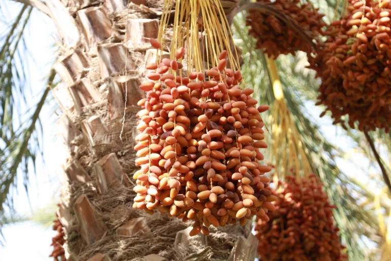 La Tunisie est un terrain de jeu unique où désert du Sahara, oasis suspendues, villages troglodytiques, médinas séculaires et plages méditerranéennes composent une palette de paysages rarissime à quelques heures de l’Europe. Nous concevons des circuits sur mesure et des excursions privées qui marient l’authenticité des rencontres, le confort logistique et un sens du détail obsédant. Que vous rêviez d’un raid 4×4 dans les dunes de Douz, d’une randonnée au-dessus des canyons de Chebika et Tamerza, d’une bivouac à Ksar Ghilane ou d’une parenthèse chic à Djerba, nous bâtissons l’itinéraire qui vous ressemble, du court séjour intense au grand tour de Tunisie. À découvrir dès maintenant : nos propositions de circuits dans le désert en Tunisie , 100 % personnalisables (durée, budget, activités, hébergements). Pourquoi choisir la Tunisie pour vos circuits et excursions ? Diversité exceptionnelle sur un petit territoire. En quelques jours, vous passez des ruines romaines de Carthage aux maisons bleues de Sidi Bou Saïd, des chotts miroitants aux palmeraies de Tozeur, des ksour berbères de Tataouine aux plages de Djerba. Cette densité d’expériences permet d’optimiser chaque journée, sans journées perdues sur la route. Climat doux une grande partie de l’année. Le sud tunisien offre des hivers lumineux parfaits pour la marche et le 4×4. Le printemps et l’automne garantissent des températures idéales pour randonnées et visites culturelles. L’été, cap sur la côte et les activités nautiques, avec des échappées matinales dans les oasis. Hospitalité et cuisine. Couscous, ojja, brik, fruits secs, dattes Deglet Nour de Tozeur : la Tunisie séduit par une cuisine généreuse et des rencontres spontanées. Nous privilégions les adresses de caractère, les déjeuners chez l’habitant et les tables d’oasis quand c’est possible. Logistique fluide et budget maîtrisé. Grâce à nos transferts aéroport organisés et à un réseau d’hébergements éprouvés, vous voyagez l’esprit léger, avec un excellent rapport qualité-prix. Pour votre arrivée, réservez votre navette aéroport à l’avance. Les incontournables d’un circuit en Tunisie : du nord au grand sud Tunis – Carthage – Sidi Bou Saïd. Un trio parfait pour entrer en douceur : médina de Tunis, sites antiques, cafés suspendus au-dessus de la baie. Une première journée qui met la barre haut en termes de patrimoine et de vues. Kairouan. Cité sainte, Grande Mosquée, ateliers de tissage, pâtisseries makroudh : halte culturelle majeure, souvent intégrée sur la route du sud. Tozeur et le pays des oasis. Porte d’entrée vers le Sahara : palmeraies infinies, musée des traditions, ruelles de briques ocre, Chebika – Tamerza – Midès pour les canyons, cascades et panoramas. Nos excursions en Tunisie incluent des parcours photogéniques à l’aube et au coucher du soleil pour éviter l’affluence. Douz, « la porte du désert ». Départ des méharées (balades à dos de dromadaire) et des raids 4×4. Nuit en campement sous les étoiles, dîner autour du feu, ciel immensément pur : l’archétype du voyage saharien. Ksar Ghilane. Oasis de sable au bain thermal réputé. Idéal pour une bivouac premium, entre dunes accessibles et ciel constellé. Tataouine et les ksour. Chenini, Douiret et les greniers à céréales perchés. Paysages puissants, patrimoine berbère préservé, lumières de fin de journée spectaculaires. Matmata. Habitats troglodytiques et géologie surprenante : immersion dans un mode de vie traditionnel, contrasté avec l’infini saharien proche. Djerba. Pause balnéaire et culturelle : Houch (maisons traditionnelles), synagogue de la Ghriba, street art de Djerbahood, lagons turquoise. Parfait en fin de circuit pour décompresser. Idée bonus – Randonnées montagne & Sahara. Pour les amateurs de marche : nous construisons des itinéraires combinant crêtes d’oasis, gorges et dunes. Découvrez nos idées sur Randonnée montagne & Sahara . Exemples d’itinéraires optimisés : 3, 5, 8 et 12 jours Circuit 3 jours – Concentré Sahara & Oasis Jour 1 : Arrivée, Tozeur, palmeraie, vieille ville. Coucher de soleil à Chebika. Jour 2 : Tamerza – Midès, pistes vers Douz, aventure en 4×4, bivouac sous tente privée. Jour 3 : Dromadaire au lever du jour, retour via chott El Jérid (miroirs salins), transfert. Option : prolonger d’une journée pour Ksar Ghilane (bain thermal + nuit sous les étoiles). Circuit 5 jours – Sud authentique et ksour Jour 1 : Tozeur et les oasis de montagne. Jour 2 : Pistes vers Douz, dunes, soirée saharienne. Jour 3 : Matmata, visite troglodytique, route vers Tataouine. Jour 4 : Chenini – Douiret – ksour, coucher de soleil. Jour 5 : Djerba, détente, balade culturelle, vol retour. Variante : intégrer Ksar Ghilane entre Douz et Matmata. Circuit 8 jours – Grand Sud & île de Djerba Jour 1–2 : Tunis – Carthage – Sidi Bou Saïd, vol interne/route vers le sud. Jour 3–4 : Tozeur, canyons, chott. Jour 5 : Douz, dromadaire, nuit en campement. Jour 6 : Matmata, pistes vers Tataouine. Jour 7 : Ksour et villages perchés. Jour 8 : Djerba : lagon, médina, départ. Option famille : hébergements avec piscine, activités ludiques (atelier poterie, balade en calèche). Circuit 12 jours – Grand Tour de Tunisie Tunis — Nord antique — Sahel — Grand Sud — Djerba Rythme idéal pour combiner culture, nature, gastronomie et Sahara sans courir. Nous ajustons les étapes selon vos envies (plus de randonnée, davantage de nuits sous tente, ou hôtels de charme). Inspirez-vous de nos circuits désert en Tunisie puis demandez votre devis gratuit. Excursions à la journée et micro-aventures : intensité et liberté Vous manquez de temps ? Nos excursions privées concentrent l’essentiel sans sacrifier l’authenticité : Oasis de montagne (Chebika, Tamerza, Midès) : départ matinal, belvédères, pauses photos, petites marches guidées. Douz express : chott El Jérid + dromadaire + coucher de soleil dans les dunes. Ksar Ghilane : aller-retour en 4×4, bain thermal dans le désert, déjeuner nomade. Ksour & villages berbères : Chenini, Douiret, visite d’un grenier collectif, dégustation d’huile d’olive. Explorez notre sélection d’excursions en Tunisie et, pour les marcheurs, les idées randonnée montagne & Sahara avec différents niveaux (familial à sportif). Hébergements, confort et esprit du voyage Nous sélectionnons des maisons d’hôtes, hôtels de charme, campements sahariens et lodges d’oasis testés par nos soins. L’objectif : un équilibre entre confort et immersion. Selon votre style : Charme & tradition : demeures historiques, patios, cuisine locale. Premium discret : camps sahariens confort, douches privées, dîner raffiné en plein désert. Famille : chambres communicantes, piscines, programmes kids-friendly. Aventure : bivouac minimaliste en pleine dune avec équipe logistique. Transferts, vols intérieurs et navettes : la fluidité d’abord Dès l’atterrissage, vous êtes pris en charge. Chauffeurs ponctuels, véhicules climatisés, assistance bagages : tout est prévu pour éviter la fatigue des liaisons. Gagnez du temps en réservant votre service de navette aéroport , disponible dans les principaux hubs (Tunis, Tozeur, Djerba, Sfax selon périodes). Activités signatures : du lever au coucher du soleil Méharée au lever du jour : lumière douce, sable frais, silence total. Apéro au coucher du soleil sur l’arête d’une dune : panoramas orange et violets. Ateliers chez l’habitant : pain de sable, tissage, dattes et terroirs. Nuit astronomique : observation du ciel noir saharien (selon saisons). Randonnées : canyons oasiens, plateaux tabulaires, bords de chott. Consultez nos idées rando Sahara & montagne . Budget, saisons et conseils pratiques Quand partir ? Octobre–avril : idéal pour le Sahara et la marche. Mai–juin et septembre : intersaisons équilibrées. Juillet–août : privilégier Djerba et la côte, ou le sud à l’aube/fin d’après-midi. Budget indicatif. Le coût dépend du niveau d’hébergement, du nombre de participants et des activités choisies. Les circuits privés obtiennent un excellent rapport qualité-prix grâce à l’optimisation des trajets et à nos partenaires locaux. Demandez votre devis gratuit 100 % personnalisé : nous ajustons chaque poste (transports, nuits, repas, activités). Ce qu’il faut emporter. Vêtements respirants, coupe-vent léger, polaire pour la nuit dans le désert, protection solaire, chaussures de rando, gourde (nous favorisons la réduction du plastique), adaptateur si besoin. En hiver : bonnet/écharpe pour la nuit. Santé et sécurité. Nous appliquons des protocoles sérieux : briefings sécurité, véhicules entretenus, équipes formées. Les itinéraires sont choisis en fonction des conditions du moment, avec alternatives de repli si nécessaire. Voyager responsable : nos engagements sur le terrain Nous privilégions : Équipes locales équitablement rémunérées. Circuits à impact maîtrisé (petits groupes, gestion des déchets, eau). Hébergements engagés sur l’environnement et les économies d’eau. Itinéraires respectueux des rythmes de vie des villages et des pâturages. Notre blog propose des conseils pour voyager mieux, des récits d’exploration et des idées d’itinéraires : lisez le blog des excursions en Tunisie pour préparer votre voyage comme un pro. Pour qui ? Couples, familles, tribus d’amis et voyages à thème Couples. Dunes au coucher du soleil, logement de charme, dîner sous la Voie lactée. Familles. Dromadaire, ateliers artisanaux, campements confort, rythme souple. Amis. Raids 4×4, marche sportive, oasis secrètes, photos grand angle. Voyages à thème. Photo, géologie, gastronomie, bien-être (bains thermaux), histoire & patrimoine. Nous préparons également des micro-aventures sur 48–72 h avec fort pouvoir d’évasion. Pourquoi voyager avec nous ? Créateurs d’itinéraires : nous dessinons des circuits où chaque étape a du sens (pas de kilomètres gratuits). Accompagnement premium : un interlocuteur dédié, joignable, réactif, qui suit votre dossier avant, pendant et après le voyage. Réseau local solide : chauffeurs choisis, guides passionnés, hébergeurs de confiance. Transparence : devis détaillé, options claires, rythmes adaptés (nous bannissons les programmes surchargés). Excellents avis : découvrez nos retours voyageurs sur Tripadvisor – Sud Tunisie . Prêts à composer votre circuit sur mesure ? Commencez par jeter un œil à nos circuits désert en Tunisie et demandez un devis gratuit en quelques clics . Notre équipe affine ensuite l’itinéraire selon votre rythme, votre budget et vos envies. FAQ – Circuits et Excursions en Tunisie Combien de jours pour un premier circuit ? 5 à 8 jours permettent de goûter au Sahara, aux oasis et aux ksour sans courir. Pour une immersion plus ample (côte nord + grand sud), 10 à 12 jours sont idéaux. Peut-on voyager avec des enfants ? Oui. Nous aménageons des journées ludiques et courtes, avec hébergements adaptés (piscine, chambres familiales). Balades à dos de dromadaire, ateliers de poterie, pique-niques dans les palmeraies : le sud est un terrain d’exploration fantastique. Quel niveau de confort dans le désert ? Du bivouac authentique (confort simple, grande magie) au campement premium (lits, sanitaires privés, dîner raffiné), vous choisissez. Nous vous conseillons selon la saison et votre sensibilité. Les trajets sont-ils longs ? Nous optimisons les étapes pour limiter la fatigue, en combinant routes principales et pistes panoramiques. Les excursions à la journée sont pensées pour maximiser le temps sur place. Faut-il une condition physique particulière ? Les circuits classiques sont accessibles. Pour les marcheurs, nous proposons des randonnées modulables ; découvrez nos sélections rando montagne & Sahara . Proposez-vous des départs privés ? Toujours. Voiture/van + chauffeur-guide, horaires souples, stops photos à la demande, déjeuner chez l’habitant selon disponibilité. C’est l’assurance d’une expérience cousue main. Comment réserver ? Parcourez nos circuits désert et nos excursions en Tunisie . Remplissez le formulaire de devis gratuit . Validez les options (hébergements, activités, rythme). Recevez votre roadbook et vos bons d’échange. Pour toute arrivée, réservez votre navette aéroport . Idées de combinaisons thématiques pour mieux personnaliser votre circuit Sahara & Culture : Tozeur – Douz – Ksar Ghilane – Tataouine – Matmata + Tunis – Carthage – Sidi Bou Saïd au retour. Sahara & Balnéaire : Douz – Matmata – Tataouine – Djerba (2–3 nuits mer et détente). Rando & Oasis : Tozeur – Chebika – Tamerza – Midès + bivouac dans les dunes. Photo & Lumières : lever/coucher du soleil planifiés, spots composés, assistance pour les time-lapses. Gastro & Terroirs : marchés locaux, moulin à huile, dattes Deglet Nour, repas sous tente, dégustations. Pour nourrir votre inspiration et préparer votre voyage, plongez aussi dans notre blog des excursions en Tunisie : récits, bonnes adresses, points de vue d’experts terrain. Passez à l’action : votre itinéraire, votre rythme, notre expertise Vous savez ce que vous voulez (dunes, ksour, mer, rando) ? Ou au contraire vous hésitez entre plusieurs ambiances ? Nous sommes là pour orchestrer chaque détail et calibrer le bon tempo : temps de route équilibrés, pauses photo étudiées, adresses qui ont une âme, expériences qui marquent une vie. Découvrez nos circuits désert en Tunisie . Parcourez nos excursions à la journée . Inspirez-vous des randonnées Sahara & montagne . Réservez votre navette aéroport . Demandez un devis gratuit et sans engagement . Lisez les expériences voyageurs sur Tripadvisor – Sud Tunisie . Votre voyage en Tunisie commence ici : une vision claire, des itinéraires cousus main, des équipes locales aux petits soins et l’assurance d’instantanés que vous garderez longtemps. Le Sahara vous attend – et nous vous y conduisons pas à pas, à votre rythme, en toute sérénité.