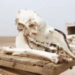 Vous cherchez le meilleur circuit et excursion en Tunisie pour découvrir le Sahara, les oasis de montagne, les villages troglodytiques et les plages dorées du sud ? Nous concevons des circuits désert Tunisie complets, flexibles et 100 % privatifs. Au programme : dunes immenses, nuits sous les étoiles, rencontres nomades, canyons ocre, palmeraies luxuriantes et expériences authentiques loin des foules. Pour visualiser nos propositions et options détaillées, parcourez nos circuits désert & Sahara ici : sudtunisie.com/voyage/circuits-desert . Circuits désert Tunisie : du Chott El Jerid aux grandes dunes de Douz et Ksar Ghilane La Tunisie déploie l’un des déserts les plus accessibles d’Afrique du Nord, idéal pour un premier voyage saharien comme pour un retour aux sources. Nous structurons nos circuits autour de cinq paysages phares : Le Chott El Jerid, miroir de sel géant où les levers de soleil enflamment l’horizon. Les Oasis de montagne (Chebika, Tamerza, Mides) : cascades, gorges sculptées, panoramas infinis. Douz, porte du désert et point de départ parfait pour les randonnées à dos de dromadaire ou en 4×4. Ksar Ghilane, source chaude au cœur des dunes où l’on se baigne après une journée d’aventure. Matmata & Tataouine, entre maisons troglodytiques et ksour (greniers fortifiés) comme Chenini ou Ksar Haddada. Chaque excursion en Tunisie est pensée pour optimiser les temps de route, multiplier les pauses photo, et insérer des expériences locales (thé chez l’habitant, pain de sable, ateliers artisanaux). Nos équipes vivent ici : elles savent éviter les heures d’affluence, adapter le rythme aux familles, et vous guider vers les spots confidentiels. Itinéraires recommandés : 3, 5 et 8 jours pour un circuit équilibré et mémorable Nous proposons des formats éprouvés qui s’adaptent facilement à vos dates et à votre budget. Voici trois bases que nous affinons ensemble lors de votre demande de devis. Circuit 3 jours – Oases, chott et première nuit saharienne Jour 1 – Tozeur → Chebika → Tamerza → Mides Accueil à Tozeur (ou navette depuis aéroport : voir notre service de navette aéroport ). Découverte des oasis de montagne : randonnées courtes le long des oueds, points de vue au-dessus des gorges, photographie des palmeraies en terrasses. Coucher de soleil sur le Chott El Jerid. Jour 2 – Ong Jmel & dunes → Douz Pistes vers Ong Jmel, décor minéral iconique. Poursuite vers Douz, porte du Sahara. Balade chamelière au couchant et dîner au campement. Nuit sous tente saharienne. Jour 3 – Erg proche → retour Réveil dans les dunes, petit-déjeuner bédouin. Temps libre pour les photos puis route retour. Possibilité d’ajouter une marche facile dans les dunes (voir nos idées de randonnée Sahara ). Circuit 5 jours – Dunes profondes, Matmata et ksour de Tataouine Jour 1 – Oasis de montagne & Chott Identique au Jour 1 ci-dessus pour une mise en jambe en douceur. Jour 2 – Douz → Ksar Ghilane 4×4 sur les cordons dunaires, bain dans la source de Ksar Ghilane, coucher de soleil à l’erg. Feu de camp, soirée contes et ciel étoilé. Jour 3 – Ksar Ghilane → Chenini (Tataouine) Visite de Chenini, ksar perché au panorama saisissant. Découverte de Ksar Ouled Soltane (ou Ksar Haddada), immersion dans l’histoire caravanière. Jour 4 – Tataouine → Matmata → Douz Habitats troglodytiques de Matmata, déjeuner chez l’habitant. Initiation aux traditions culinaires du Sud. Retour vers Douz ou Tozeur selon vos vols. Jour 5 – Détente & options Matinée libre ou activité quad (selon saison), puis transfert retour. À ce stade, beaucoup choisissent d’ajouter une excursion en Tunisie d’une demi-journée pour approfondir un thème (artisanat, cuisine, ornithologie dans les palmeraies). Circuit 8 jours – Grand Sud intégral, du littoral à l’erg, version panoramique Ce format maximise la variété sans courir : idéal pour les couples curieux, les familles ou les petits groupes d’amis. J1 – Arrivée & transfert (Monastir, Djerba ou Tozeur selon vols). Navette aéroport incluse si souhaitée. J2 – Djerba → Tataouine (ksour & villages berbères) J3 – Tataouine → Ksar Ghilane (dunes & source chaude) J4 – Ksar Ghilane → Douz (balade chamelière & campement) J5 – Douz → Chott El Jerid → Tozeur J6 – Oases de montagne (Chebika, Tamerza, Mides) J7 – Ong Jmel, Sahara minéral, palmeraies J8 – Temps libre & départ Nous intégrons au choix des journées de marche dans les massifs et plateaux (voir notre page dédiée Randonnée montagne & Sahara ) ou des moments bien-être dans des maisons d’hôtes sélectionnées. Pour un aperçu global et d’autres variantes, explorez notre collection Circuits désert . Excursions à la journée : expériences immersives sans changer d’hôtel Manque de temps ? Nos excursions à la journée concentrent l’essentiel : Oases de montagne & canyons : balade ombragée jusqu’aux cascades, baignades possibles selon saison. Coucher de soleil sur le Chott : photos inoubliables, perspective infinie. Journée Sahara Douz : dromadaires le matin, déjeuner bédouin et dunes l’après-midi. Culture & terroir : huiles, dattes « Deglet Nour », ateliers de poterie et tressage de feuilles de palmier. Marche douce dans l’erg : randonnée Sahara guidée (2–4 h), parfaite pour les photographes. Nous mettons l’accent sur des groupes très réduits, l’écoute de vos envies, et le respect des lieux (zéro déchet, pas de hors-piste destructeur). Services inclus & options : navette, hébergements, campements, activités Pour rester simple et confortable, nous prenons en charge logistique et détails : Transferts & navettes : accueil personnalisé, navette aéroport . Hébergements : maisons d’hôtes typiques, hôtels 3–5★, campements sahariens confort (lits réels, douches) ou bivouac nomade. Repas : cuisine tunisienne soignée (options végétariennes et sans gluten sur demande). Guides locaux : francophones, expérimentés, passionnés de leur région. Activités (sur réservation) : quad, dromadaire, ateliers cuisine, astronomie, photographie, yoga dans les dunes. Assistance 7 j/7 : adaptation météo, rythme des enfants, aléas de route. Besoin d’un devis rapide ? Faites-le en ligne en 1 minute : devis gratuit – circuits désert . Vous pouvez également utiliser notre lien de contact direct : sudtunisie.com/devis-voyage-desert-sud-tunisie-vacances-pas-cher-tunisie-sahara-tunisie . Conseils pratiques pour réussir votre circuit en Tunisie Quand partir ? Octobre–avril offre des températures idéales dans le désert. Le cœur de l’hiver (déc.–févr.) est lumineux mais frais la nuit ; prévoyez une veste chaude. Le printemps et l’automne sont parfaits pour marcher et photographier. Que mettre dans la valise ? Vêtements respirants couvrants, foulard/chèche, lunettes UV, crème solaire. Chaussures fermées pour les gorges et la marche en sable. Petite polaire pour les soirées, chargeurs/powerbank, sacs étanches pour l’électronique. Santé & sécurité Nous planifions des étapes raisonnables, de l’eau en quantité, et des pauses fréquentes. Les menus s’adaptent aux allergies. Nos chauffeurs maîtrisent les pistes sahariennes et nos guides veillent au « leave no trace ». Familles & enfants Nous alternons moments actifs et temps calmes, intégrons des rencontres avec les animaux (dromadaires), et réduisons la durée des trajets. Les campements offrent lits confortables et sanitaires privatifs. Photos & souvenirs Demandez à votre guide les meilleurs angles sans foule. Nous connaissons des artisans de confiance pour des achats équitables. Pour prolonger l’inspiration, découvrez notre blog d’excursions en Tunisie . Pourquoi nous choisir pour votre circuit et excursion en Tunisie ? Ancrage local : nos équipes vivent à Tozeur, Douz, Tataouine ou Djerba et partagent leurs adresses. Sur-mesure intelligent : un itinéraire équilibré qui évite les temps morts et multiplie les points forts. Qualité vérifiée : lisez les retours de nos voyageurs et laissez le vôtre sur Tripadvisor : Avis & commentaires Sud Tunisie – Tripadvisor . Transparence : pas de promesses irréalistes ; on privilégie les expériences authentiques, à votre rythme. Responsabilité : circuits respectueux de l’environnement et des communautés ; nous soutenons l’artisanat local. FAQ – Circuit et excursion circuits Tunisie Combien de jours pour un premier circuit désert ? En 3 jours, vous goûtez aux essentiels : oasis de montagne, Chott et nuit saharienne. En 5 à 8 jours, vous entrez plus loin dans l’erg, visitez ksour et villages troglodytiques, et variez davantage les paysages. Peut-on faire une excursion à la journée depuis Tozeur ou Djerba ? Oui. Nous organisons des excursions à la journée depuis Tozeur (oases, Chott, Ong Jmel) et depuis Djerba vers Tataouine/Chenini ou Ksar Ghilane. Voir la page Excursion en Tunisie . Quelles activités sont adaptées aux enfants ? Balade à dos de dromadaire courte, marche douce sur les crêtes de dunes, visite d’oasis (eau, ombre, dattiers) et ateliers poterie. Nous évitons les transferts longs d’affilée. Y a-t-il du confort dans le désert ? Oui. Nos campements proposent tentes équipées, lits réels, sanitaires. Pour plus d’immersion, on peut alterner avec une nuit bivouac (sous réserve météo). Comment se déroulent les transferts aéroport ? Nous assurons la navette aéroport depuis Tozeur, Djerba, Gabès, Sfax, Monastir, Tunis… Chauffeur identifié, horaires coordonnés avec vos vols. Comment réserver et obtenir un prix clair ? En quelques clics via le devis gratuit en ligne . Vous recevez une proposition détaillant étapes, hébergements et activités. Adaptations sans frais tant que le dossier n’est pas confirmé. Exemple de journée type dans les dunes : l’essence d’un circuit désert Réveil avant l’aube : l’air est pur, silencieux. Café chaud, puis marche légère sur l’arête d’une dune dorée. Le soleil jaillit, dévoilant à perte de vue une mer de sable. Retour au camp pour un petit-déjeuner bédouin. En fin de matinée, traversée en 4×4 vers un erg plus reculé. Pause sous l’ombre d’un tamaris, pain de sable cuit au feu. L’après-midi, initiation à la lecture des traces (renard des sables, gerboise), puis balade chamelière. Coucher de soleil, feu, thé à la menthe, conteurs, voûte céleste à couper le souffle. Ce rythme apaisé résume notre vision : prendre le temps, multiplier les moments vrais. Randonnée, photographie et slow travel : notre spécialité Vous aimez marcher ? Nous créons des journées 100 % nature dans les canyons de Chebika/Tamerza/Mides, sur les corniches du Dahar, ou à l’intérieur de l’erg (avec points d’eau et sécurité assurée). Jetez un œil à nos suggestions de randonnée montagne & Sahara . Photographes : nous gérons les horaires de lumière, repérons les lignes de dunes les plus graphiques et les oasis les plus photogéniques, tout en respectant les habitants. Itinéraires thématiques : culture, bien-être, gastronomie Culture & histoire : ksour de Tataouine, villages troglodytes de Matmata, musées, rencontres avec des conteurs et musiciens locaux. Bien-être : bains à la source chaude de Ksar Ghilane, nuit calme au camp, séances de yoga au lever du soleil. Gastronomie : couscous aux légumes du jardin, ragoûts au feu de bois, dégustations d’huile d’olive et de dattes (Deglet Nour). Aventure douce : quad encadré, randonnées « slow », observation des étoiles avec laser & cartes du ciel. Inspirez-vous sur notre blog – Excursions Tunisie , mis à jour avec des récits, idées et conseils. Engagement responsable : voyager mieux dans le Sahara Nous croyons à un tourisme qui protège. Concrètement : effectifs réduits, circuits hors sur-fréquentation, respect des parcours autorisés, gestion des déchets, emploi de guides locaux et achats chez les artisans. Chaque réservation soutient un fonds micro-actions (école, eau, plantation) déployé dans nos villages partenaires. Prêts pour votre circuit et excursion en Tunisie ? Demandez votre devis gratuit Dites-nous vos dates, vos envies et votre budget : nous réalisons une proposition claire, ajustée, sans coûts cachés. Voir nos circuits désert : sudtunisie.com/voyage/circuits-desert Demander un devis gratuit (ou via le lien de contact rapide ) Explorer nos excursions en Tunisie Choisir la navette aéroport adaptée à vos vols Préparer une randonnée Sahara Lire des récits & conseils sur le blog Consulter ou poster un avis : Sud Tunisie sur Tripadvisor À très vite dans le Grand Sud tunisien, là où les dunes dessinent l’horizon et où chaque voyage devient une histoire à raconter.