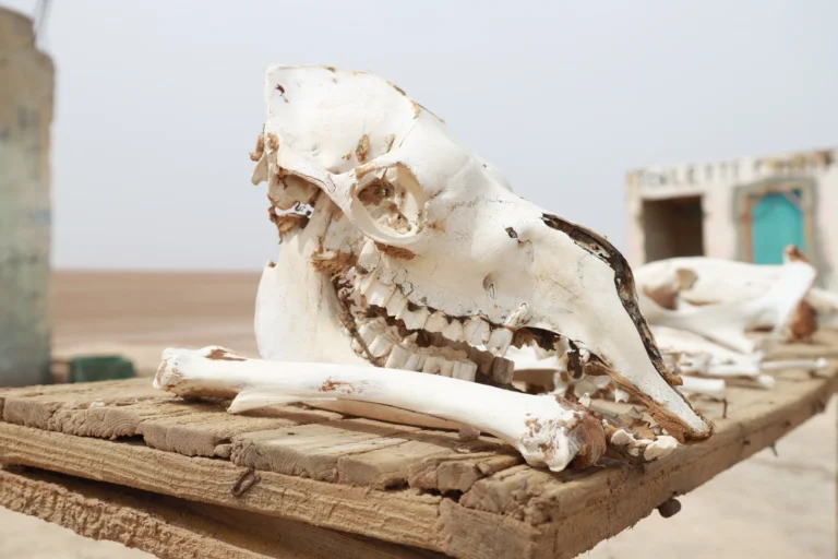 Vous cherchez le meilleur circuit et excursion en Tunisie pour découvrir le Sahara, les oasis de montagne, les villages troglodytiques et les plages dorées du sud ? Nous concevons des circuits désert Tunisie complets, flexibles et 100 % privatifs. Au programme : dunes immenses, nuits sous les étoiles, rencontres nomades, canyons ocre, palmeraies luxuriantes et expériences authentiques loin des foules. Pour visualiser nos propositions et options détaillées, parcourez nos circuits désert & Sahara ici : sudtunisie.com/voyage/circuits-desert . Circuits désert Tunisie : du Chott El Jerid aux grandes dunes de Douz et Ksar Ghilane La Tunisie déploie l’un des déserts les plus accessibles d’Afrique du Nord, idéal pour un premier voyage saharien comme pour un retour aux sources. Nous structurons nos circuits autour de cinq paysages phares : Le Chott El Jerid, miroir de sel géant où les levers de soleil enflamment l’horizon. Les Oasis de montagne (Chebika, Tamerza, Mides) : cascades, gorges sculptées, panoramas infinis. Douz, porte du désert et point de départ parfait pour les randonnées à dos de dromadaire ou en 4×4. Ksar Ghilane, source chaude au cœur des dunes où l’on se baigne après une journée d’aventure. Matmata & Tataouine, entre maisons troglodytiques et ksour (greniers fortifiés) comme Chenini ou Ksar Haddada. Chaque excursion en Tunisie est pensée pour optimiser les temps de route, multiplier les pauses photo, et insérer des expériences locales (thé chez l’habitant, pain de sable, ateliers artisanaux). Nos équipes vivent ici : elles savent éviter les heures d’affluence, adapter le rythme aux familles, et vous guider vers les spots confidentiels. Itinéraires recommandés : 3, 5 et 8 jours pour un circuit équilibré et mémorable Nous proposons des formats éprouvés qui s’adaptent facilement à vos dates et à votre budget. Voici trois bases que nous affinons ensemble lors de votre demande de devis. Circuit 3 jours – Oases, chott et première nuit saharienne Jour 1 – Tozeur → Chebika → Tamerza → Mides Accueil à Tozeur (ou navette depuis aéroport : voir notre service de navette aéroport ). Découverte des oasis de montagne : randonnées courtes le long des oueds, points de vue au-dessus des gorges, photographie des palmeraies en terrasses. Coucher de soleil sur le Chott El Jerid. Jour 2 – Ong Jmel & dunes → Douz Pistes vers Ong Jmel, décor minéral iconique. Poursuite vers Douz, porte du Sahara. Balade chamelière au couchant et dîner au campement. Nuit sous tente saharienne. Jour 3 – Erg proche → retour Réveil dans les dunes, petit-déjeuner bédouin. Temps libre pour les photos puis route retour. Possibilité d’ajouter une marche facile dans les dunes (voir nos idées de randonnée Sahara ). Circuit 5 jours – Dunes profondes, Matmata et ksour de Tataouine Jour 1 – Oasis de montagne & Chott Identique au Jour 1 ci-dessus pour une mise en jambe en douceur. Jour 2 – Douz → Ksar Ghilane 4×4 sur les cordons dunaires, bain dans la source de Ksar Ghilane, coucher de soleil à l’erg. Feu de camp, soirée contes et ciel étoilé. Jour 3 – Ksar Ghilane → Chenini (Tataouine) Visite de Chenini, ksar perché au panorama saisissant. Découverte de Ksar Ouled Soltane (ou Ksar Haddada), immersion dans l’histoire caravanière. Jour 4 – Tataouine → Matmata → Douz Habitats troglodytiques de Matmata, déjeuner chez l’habitant. Initiation aux traditions culinaires du Sud. Retour vers Douz ou Tozeur selon vos vols. Jour 5 – Détente & options Matinée libre ou activité quad (selon saison), puis transfert retour. À ce stade, beaucoup choisissent d’ajouter une excursion en Tunisie d’une demi-journée pour approfondir un thème (artisanat, cuisine, ornithologie dans les palmeraies). Circuit 8 jours – Grand Sud intégral, du littoral à l’erg, version panoramique Ce format maximise la variété sans courir : idéal pour les couples curieux, les familles ou les petits groupes d’amis. J1 – Arrivée & transfert (Monastir, Djerba ou Tozeur selon vols). Navette aéroport incluse si souhaitée. J2 – Djerba → Tataouine (ksour & villages berbères) J3 – Tataouine → Ksar Ghilane (dunes & source chaude) J4 – Ksar Ghilane → Douz (balade chamelière & campement) J5 – Douz → Chott El Jerid → Tozeur J6 – Oases de montagne (Chebika, Tamerza, Mides) J7 – Ong Jmel, Sahara minéral, palmeraies J8 – Temps libre & départ Nous intégrons au choix des journées de marche dans les massifs et plateaux (voir notre page dédiée Randonnée montagne & Sahara ) ou des moments bien-être dans des maisons d’hôtes sélectionnées. Pour un aperçu global et d’autres variantes, explorez notre collection Circuits désert . Excursions à la journée : expériences immersives sans changer d’hôtel Manque de temps ? Nos excursions à la journée concentrent l’essentiel : Oases de montagne & canyons : balade ombragée jusqu’aux cascades, baignades possibles selon saison. Coucher de soleil sur le Chott : photos inoubliables, perspective infinie. Journée Sahara Douz : dromadaires le matin, déjeuner bédouin et dunes l’après-midi. Culture & terroir : huiles, dattes « Deglet Nour », ateliers de poterie et tressage de feuilles de palmier. Marche douce dans l’erg : randonnée Sahara guidée (2–4 h), parfaite pour les photographes. Nous mettons l’accent sur des groupes très réduits, l’écoute de vos envies, et le respect des lieux (zéro déchet, pas de hors-piste destructeur). Services inclus & options : navette, hébergements, campements, activités Pour rester simple et confortable, nous prenons en charge logistique et détails : Transferts & navettes : accueil personnalisé, navette aéroport . Hébergements : maisons d’hôtes typiques, hôtels 3–5★, campements sahariens confort (lits réels, douches) ou bivouac nomade. Repas : cuisine tunisienne soignée (options végétariennes et sans gluten sur demande). Guides locaux : francophones, expérimentés, passionnés de leur région. Activités (sur réservation) : quad, dromadaire, ateliers cuisine, astronomie, photographie, yoga dans les dunes. Assistance 7 j/7 : adaptation météo, rythme des enfants, aléas de route. Besoin d’un devis rapide ? Faites-le en ligne en 1 minute : devis gratuit – circuits désert . Vous pouvez également utiliser notre lien de contact direct : sudtunisie.com/devis-voyage-desert-sud-tunisie-vacances-pas-cher-tunisie-sahara-tunisie . Conseils pratiques pour réussir votre circuit en Tunisie Quand partir ? Octobre–avril offre des températures idéales dans le désert. Le cœur de l’hiver (déc.–févr.) est lumineux mais frais la nuit ; prévoyez une veste chaude. Le printemps et l’automne sont parfaits pour marcher et photographier. Que mettre dans la valise ? Vêtements respirants couvrants, foulard/chèche, lunettes UV, crème solaire. Chaussures fermées pour les gorges et la marche en sable. Petite polaire pour les soirées, chargeurs/powerbank, sacs étanches pour l’électronique. Santé & sécurité Nous planifions des étapes raisonnables, de l’eau en quantité, et des pauses fréquentes. Les menus s’adaptent aux allergies. Nos chauffeurs maîtrisent les pistes sahariennes et nos guides veillent au « leave no trace ». Familles & enfants Nous alternons moments actifs et temps calmes, intégrons des rencontres avec les animaux (dromadaires), et réduisons la durée des trajets. Les campements offrent lits confortables et sanitaires privatifs. Photos & souvenirs Demandez à votre guide les meilleurs angles sans foule. Nous connaissons des artisans de confiance pour des achats équitables. Pour prolonger l’inspiration, découvrez notre blog d’excursions en Tunisie . Pourquoi nous choisir pour votre circuit et excursion en Tunisie ? Ancrage local : nos équipes vivent à Tozeur, Douz, Tataouine ou Djerba et partagent leurs adresses. Sur-mesure intelligent : un itinéraire équilibré qui évite les temps morts et multiplie les points forts. Qualité vérifiée : lisez les retours de nos voyageurs et laissez le vôtre sur Tripadvisor : Avis & commentaires Sud Tunisie – Tripadvisor . Transparence : pas de promesses irréalistes ; on privilégie les expériences authentiques, à votre rythme. Responsabilité : circuits respectueux de l’environnement et des communautés ; nous soutenons l’artisanat local. FAQ – Circuit et excursion circuits Tunisie Combien de jours pour un premier circuit désert ? En 3 jours, vous goûtez aux essentiels : oasis de montagne, Chott et nuit saharienne. En 5 à 8 jours, vous entrez plus loin dans l’erg, visitez ksour et villages troglodytiques, et variez davantage les paysages. Peut-on faire une excursion à la journée depuis Tozeur ou Djerba ? Oui. Nous organisons des excursions à la journée depuis Tozeur (oases, Chott, Ong Jmel) et depuis Djerba vers Tataouine/Chenini ou Ksar Ghilane. Voir la page Excursion en Tunisie . Quelles activités sont adaptées aux enfants ? Balade à dos de dromadaire courte, marche douce sur les crêtes de dunes, visite d’oasis (eau, ombre, dattiers) et ateliers poterie. Nous évitons les transferts longs d’affilée. Y a-t-il du confort dans le désert ? Oui. Nos campements proposent tentes équipées, lits réels, sanitaires. Pour plus d’immersion, on peut alterner avec une nuit bivouac (sous réserve météo). Comment se déroulent les transferts aéroport ? Nous assurons la navette aéroport depuis Tozeur, Djerba, Gabès, Sfax, Monastir, Tunis… Chauffeur identifié, horaires coordonnés avec vos vols. Comment réserver et obtenir un prix clair ? En quelques clics via le devis gratuit en ligne . Vous recevez une proposition détaillant étapes, hébergements et activités. Adaptations sans frais tant que le dossier n’est pas confirmé. Exemple de journée type dans les dunes : l’essence d’un circuit désert Réveil avant l’aube : l’air est pur, silencieux. Café chaud, puis marche légère sur l’arête d’une dune dorée. Le soleil jaillit, dévoilant à perte de vue une mer de sable. Retour au camp pour un petit-déjeuner bédouin. En fin de matinée, traversée en 4×4 vers un erg plus reculé. Pause sous l’ombre d’un tamaris, pain de sable cuit au feu. L’après-midi, initiation à la lecture des traces (renard des sables, gerboise), puis balade chamelière. Coucher de soleil, feu, thé à la menthe, conteurs, voûte céleste à couper le souffle. Ce rythme apaisé résume notre vision : prendre le temps, multiplier les moments vrais. Randonnée, photographie et slow travel : notre spécialité Vous aimez marcher ? Nous créons des journées 100 % nature dans les canyons de Chebika/Tamerza/Mides, sur les corniches du Dahar, ou à l’intérieur de l’erg (avec points d’eau et sécurité assurée). Jetez un œil à nos suggestions de randonnée montagne & Sahara . Photographes : nous gérons les horaires de lumière, repérons les lignes de dunes les plus graphiques et les oasis les plus photogéniques, tout en respectant les habitants. Itinéraires thématiques : culture, bien-être, gastronomie Culture & histoire : ksour de Tataouine, villages troglodytes de Matmata, musées, rencontres avec des conteurs et musiciens locaux. Bien-être : bains à la source chaude de Ksar Ghilane, nuit calme au camp, séances de yoga au lever du soleil. Gastronomie : couscous aux légumes du jardin, ragoûts au feu de bois, dégustations d’huile d’olive et de dattes (Deglet Nour). Aventure douce : quad encadré, randonnées « slow », observation des étoiles avec laser & cartes du ciel. Inspirez-vous sur notre blog – Excursions Tunisie , mis à jour avec des récits, idées et conseils. Engagement responsable : voyager mieux dans le Sahara Nous croyons à un tourisme qui protège. Concrètement : effectifs réduits, circuits hors sur-fréquentation, respect des parcours autorisés, gestion des déchets, emploi de guides locaux et achats chez les artisans. Chaque réservation soutient un fonds micro-actions (école, eau, plantation) déployé dans nos villages partenaires. Prêts pour votre circuit et excursion en Tunisie ? Demandez votre devis gratuit Dites-nous vos dates, vos envies et votre budget : nous réalisons une proposition claire, ajustée, sans coûts cachés. Voir nos circuits désert : sudtunisie.com/voyage/circuits-desert Demander un devis gratuit (ou via le lien de contact rapide ) Explorer nos excursions en Tunisie Choisir la navette aéroport adaptée à vos vols Préparer une randonnée Sahara Lire des récits & conseils sur le blog Consulter ou poster un avis : Sud Tunisie sur Tripadvisor À très vite dans le Grand Sud tunisien, là où les dunes dessinent l’horizon et où chaque voyage devient une histoire à raconter.