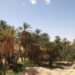 Circuit et Excursion Sahara 2 jours – une nuitée sous tente (privé) Vous avez deux jours devant vous et l’envie de vivre le Sahara intensément, sans perdre de temps, avec une nuit magique sous tente ? Notre circuit privé “Sahara 2 jours – 1 nuit” a été pensé pour celles et ceux qui veulent l’essentiel et l’authenticité : dunes dorées, dromadaires, feu de camp, ciel d’étoiles, cuisine locale et accompagnement aux petits soins. Le tout avec des départs possibles depuis Tunis, Hammamet, Sousse, Monastir, Sfax, Djerba, Gabès, Bizerte, Korba et Kélibia. Nous adaptons le rythme, les horaires, les pauses photo et même le menu—parce que ce court séjour doit être pleinement votre aventure. Un condensé d’émotions en 48 heures : pourquoi ce circuit privé fait la différence Des transferts fluides, des départs depuis votre ville Pas besoin de perdre une demi-journée à organiser la logistique : nous venons vous chercher là où vous êtes (hôtel, aéroport, domicile). Grâce à notre service de navette aéroport , l’arrivée et le retour sont simples, confortables et privés. À l’aller comme au retour, on ajuste les étapes pour éviter les embouteillages et maximiser le temps sur les pistes. Une nuit sous tente vraiment mémorable Dormir au cœur des dunes, c’est autre chose qu’un simple “hébergement insolite”. Le sable qui craque doucement sous vos pas, le parfum du bois qui flambe, le silence du désert, la voute étoilée comme un plafond infini… et, au matin, le lever de soleil qui allume l’erg de reflets rose-orangé. La nuit sous tente est l’âme du voyage : confortable, sécurisée et généreuse en émotions. Un itinéraire agile, calibré pour deux jours Ce format court ne supporte ni détour inutile ni longues attentes. Nous optimisons chaque segment : routes rapides au départ, pistes sablonneuses dès l’entrée dans l’erg, haltes photo dans les palmeraies et oasis, rencontres avec les artisans, balade à dos de dromadaire au bon moment (ni trop chaud, ni trop tard). Vous vivez beaucoup en peu de temps, sans courir. Un accompagnement local et aux petits soins Votre guide-chauffeur est du Sud tunisien : il connaît les pistes, les campements, les familles de la région, les coins paisibles et les angles photo qui font mouche. Il s’adapte à votre énergie, votre curiosité, vos préférences (plutôt randonnée, plutôt contemplation, plutôt photo ou plutôt cuisine ?). C’est votre voyage, nous en sommes simplement les artisans. Pour des idées de programmes plus longs ou d’inspiration, visitez nos circuits désert et nos excursions en Tunisie , ou piochez des conseils sur notre blog d’excursions . Envie de marcher davantage ? Découvrez la randonnée montagne dans le Sahara . Itinéraire détaillé – 2 jours compacts, 1 nuit étoilée Les étapes peuvent se dérouler autour de Douz / Ksar Ghilane / Tozeur / oasis de montagne selon votre point de départ et la saison. L’ordre est ajusté pour optimiser la lumière, le confort et la sécurité. Jour 1 – Cap sur le désert, dunes & feu de camp Matin – Prise en charge et route vers le Sud Départ tôt depuis Tunis, Hammamet, Sousse, Monastir, Sfax, Djerba, Gabès, Bizerte, Korba ou Kélibia. Pause café typique en chemin. Brève introduction à la culture saharienne et au programme. Fin de matinée – Oasis & portes du Sahara Arrêt dans une palmeraie pour prendre le pouls du désert : senteurs de dattes, canaux d’irrigation, ombre bienfaisante. Déjeuner local (tajine, couscous, salades, fruits de saison). Après-midi – Entrée dans l’erg et marche sur les dunes Passage en piste vers les grandes dunes. Première marche douce sur le sable. Balade à dos de dromadaire (option incluse ou en supplément selon votre devis). Conseils photo, jeu de lumières dorées en fin de journée. Soir – Campement saharien & nuit sous tente Installation dans votre tente berbère. Dîner préparé au camp : pain cuit sur place, viande ou légumes mijotés, dattes, thé à la menthe. Feu de camp, contes et ciel étoilé. Douche possible selon le camp. Nuit à l’abri du vent et du sable. Jour 2 – Lever de soleil, dune finale & retour progressif Aube – Réveil avec la lumière Montée sur la dune voisine pour le lever du soleil (spectaculaire). Petit déjeuner chaud. Moments libres pour photos, méditation, silence. Milieu de matinée – Dernières explorations Selon l’emplacement du camp : source chaude, oasis secrète, ksar (grenier fortifié), village troglodyte ou point de vue panoramique. Achat possible de souvenirs artisanaux (tapis, poteries, dattes). Déjeuner – Saveurs du Sud Retour progressif vers le bourg ou l’oasis la plus proche pour un déjeuner de cuisine familiale. Derniers clichés, derniers regards vers l’erg. Après-midi – Route de retour Transfert retour vers votre ville de départ. Arrivée en fin d’après-midi ou début de soirée selon la distance et la circulation. Dépose à l’hôtel, à l’aéroport ou à domicile. Envie d’ajouter une courte randonnée de crête, une séance photo au coucher du soleil, un thé chez l’habitant, ou un détour par Chebika/Tamerza/Mides ? C’est personnalisable. Consultez aussi nos pages circuits désert et randonnée montagne Sahara pour piocher des variantes. Ce qui est inclus, ce qui peut être ajouté Inclus (exemple selon devis) Prise en charge et retour privés depuis votre ville (Tunis, Hammamet, Sousse, Monastir, Sfax, Djerba, Gabès, Bizerte, Korba, Kélibia) ou l’aéroport via notre navette . Transport en 4×4 climatisé, chauffeur-guide expérimenté. 1 nuit sous tente en campement saharien (tente double/twin, literie fournie). Repas : dîner du J1, petit déjeuner du J2, 1 ou 2 déjeuners selon horaires. Balade dans les dunes (à pied) et soirée feu de camp. Assistance 24/7, eau minérale à bord, petites pauses fruits/thé selon saison. En option / sur demande Balade à dos de dromadaire (durée variable). Dîner spécial (méchoui, menu végétarien/vegan, gâteau d’anniversaire…). Photographe local pour un shooting désert. Prolongation d’une nuit supplémentaire sous tente ou en lodge. Ajout d’une randonnée plus engagée (voir randonnée montagne Sahara ). Visites additionnelles : ksours, villages de potiers, marchés, oasis de montagne. Chaque voyage étant unique, le tarif se calcule sur devis selon la ville de départ, la saison, le niveau de confort désiré et les options retenues. Obtenez votre devis gratuit et personnalisé en quelques clics. Conseils pratiques pour 2 jours réussis Bagages & tenue Sac souple et petit sac à dos pour l’essentiel de la journée. Vêtements légers à manches longues, pantalon fluide, coupe-vent pour la nuit. Chaussures fermées (type marche). Chapeau/casquette, lunettes solaires, crème SPF, stick lèvres. Lampe frontale, batterie externe, serviette microfibre. Climat & rythme Journées douces à chaudes, nuits plus fraîches : prévoyez une couche chaude. Hydratez-vous régulièrement (eau fournie). Respectez les temps de pause et la lenteur du désert : c’est un voyage sensoriel. Respect & rencontres Demander l’accord avant une photo de personne. Favoriser l’achat d’artisanat local : retombées directes pour la communauté. Zéro déchet dans le désert (nous gérons les sacs et le tri au retour). Avis clients & gages de confiance Rien ne vaut le retour de celles et ceux qui ont vécu cette aventure. Consultez nos témoignages et laissez le vôtre après votre circuit : 👉 Avis vérifiés sur TripAdvisor – Sud Tunisie Pour plus d’inspiration, découvrez nos autres excursions en Tunisie , des journées thématiques aux escapades familiales. Notre blog d’excursions partage itinéraires, photos et conseils utiles. FAQ – 2 jours / 1 nuit sous tente, on vous dit tout Combien d’heures de route le premier jour ? Selon votre ville de départ (Tunis, Hammamet, Sousse, Monastir, Sfax, Djerba, Gabès, Bizerte, Korba, Kélibia), comptez de 2h30 à 6h+ jusqu’aux portes du Sahara. Nous optimisons les pauses pour arriver tôt sur les dunes. Et si nous voyageons avec des enfants ? Aucun souci. Nous ajustons le rythme, les horaires des repas, la durée des balades, et proposons des jeux simples dans le sable (cerf-volant, traces d’animaux, constellations). La nuit sous tente est-elle confortable ? Oui. Les campements sélectionnés proposent tentes privées, literie, espaces communs chaleureux, douches selon camp. Une option lodge peut être proposée si vous souhaitez davantage de confort. Faut-il savoir monter à dos de dromadaire ? Non. La balade chamelière est encadrée par des chameliers expérimentés. Vous pouvez aussi choisir de marcher. Peut-on adapter l’itinéraire à la photo / au drone ? Bien sûr pour la photo. Pour le drone, la réglementation locale s’applique : prévenez-nous à l’avance pour vérifier les zones autorisées. Que mange-t-on sur place ? Une cuisine simple et savoureuse : couscous, tajines, salades, pain cuit au sable parfois, dattes, fruits. Régimes spéciaux sur demande à la réservation. Et si je veux prolonger d’une nuit ? C’est possible : ajoutez une seconde nuit sous tente ou une étape montagne (voir la randonnée montagne Sahara ). Nous adaptons immédiatement le devis. Comment réserver votre “Sahara 2 jours – 1 nuit sous tente” Choisissez votre date et votre ville de départ (Tunis, Hammamet, Sousse, Monastir, Sfax, Djerba, Gabès, Bizerte, Korba, Kélibia). Indiquez le nombre de participants et vos envies (balade chamelière, photo, coucher de soleil, menus…). Recevez un projet d’itinéraire clair avec tarif sur mesure. Validez ; on s’occupe de tout—transfert, campement, repas, sécurité. 👉 Lancez votre projet ici : demande de devis – gratuit et rapide . Envie d’explorer d’autres formats ? Parcourez nos circuits désert et nos excursions en Tunisie . Idées d’extensions si vous avez un peu plus de temps Journée oasis de montagne (Chebika, Tamerza, Mides) : gorges, palmiers, cascades. Ksar Ghilane : source chaude au milieu du désert, bain après la piste, lever/coucher de soleil splendide. Randonnée sur crêtes au lever du jour : grand angle sur l’erg et selfie garantie. Parenthèse culturelle : ksours, villages troglodytes, artisanat (poterie, tissage), musées locaux. Nuit supplémentaire pour profiter d’un ciel profond et apprivoiser la voie lactée (astrophotographie). Retrouvez d’autres récits et conseils pratiques sur notre blog d’excursions en Tunisie . Pourquoi nous, concrètement ? Proximité & réactivité : une équipe basée dans le Sud, joignable et flexible. Sécurité & confort : 4×4 entretenus, guides pros, camps triés sur le volet. Privatisation réelle : votre rythme, vos pauses, vos priorités. Qualité-prix : vous payez l’expérience, pas les détours inutiles. Transparence : un devis détaillé, sans frais cachés, des options claires. Besoin d’un comparatif ou d’une variante (famille, couple, tribu d’amis, team-building) ? Un simple message via la page devis désert – gratuit et nous préparons votre 48 heures dans le Sahara. Le mot de la fin : 2 jours qui changent la donne Un week-end dans le Sahara ne se résume pas à une “échappée” : c’est un déclic. Deux jours peuvent réinitialiser le rythme, rallumer le goût de la nature, resserrer les liens (en couple, en famille, entre amis). La nuit sous tente laisse une trace douce et lumineuse ; le lever de soleil sur la dune, ce petit frisson qu’on n’oublie plus. Si ce programme vous parle, vous êtes à un clic de votre départ : Parcourez nos circuits désert pour affiner l’inspiration. Renseignez vos envies sur la page de devis gratuit . Organisez l’arrivée et le retour grâce à la navette aéroport . Et, après votre retour, partagez votre expérience : laisser un avis TripAdvisor . À très vite au pays des dunes et des étoiles.