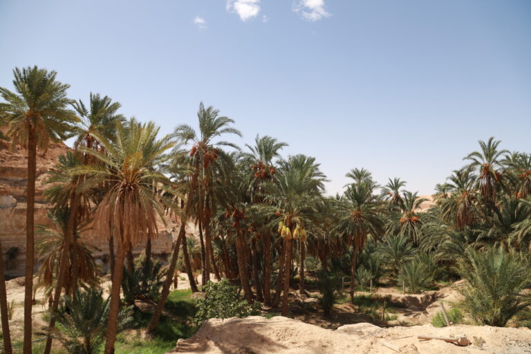 Circuit et Excursion Sahara 2 jours – une nuitée sous tente (privé) Vous avez deux jours devant vous et l’envie de vivre le Sahara intensément, sans perdre de temps, avec une nuit magique sous tente ? Notre circuit privé “Sahara 2 jours – 1 nuit” a été pensé pour celles et ceux qui veulent l’essentiel et l’authenticité : dunes dorées, dromadaires, feu de camp, ciel d’étoiles, cuisine locale et accompagnement aux petits soins. Le tout avec des départs possibles depuis Tunis, Hammamet, Sousse, Monastir, Sfax, Djerba, Gabès, Bizerte, Korba et Kélibia. Nous adaptons le rythme, les horaires, les pauses photo et même le menu—parce que ce court séjour doit être pleinement votre aventure. Un condensé d’émotions en 48 heures : pourquoi ce circuit privé fait la différence Des transferts fluides, des départs depuis votre ville Pas besoin de perdre une demi-journée à organiser la logistique : nous venons vous chercher là où vous êtes (hôtel, aéroport, domicile). Grâce à notre service de navette aéroport , l’arrivée et le retour sont simples, confortables et privés. À l’aller comme au retour, on ajuste les étapes pour éviter les embouteillages et maximiser le temps sur les pistes. Une nuit sous tente vraiment mémorable Dormir au cœur des dunes, c’est autre chose qu’un simple “hébergement insolite”. Le sable qui craque doucement sous vos pas, le parfum du bois qui flambe, le silence du désert, la voute étoilée comme un plafond infini… et, au matin, le lever de soleil qui allume l’erg de reflets rose-orangé. La nuit sous tente est l’âme du voyage : confortable, sécurisée et généreuse en émotions. Un itinéraire agile, calibré pour deux jours Ce format court ne supporte ni détour inutile ni longues attentes. Nous optimisons chaque segment : routes rapides au départ, pistes sablonneuses dès l’entrée dans l’erg, haltes photo dans les palmeraies et oasis, rencontres avec les artisans, balade à dos de dromadaire au bon moment (ni trop chaud, ni trop tard). Vous vivez beaucoup en peu de temps, sans courir. Un accompagnement local et aux petits soins Votre guide-chauffeur est du Sud tunisien : il connaît les pistes, les campements, les familles de la région, les coins paisibles et les angles photo qui font mouche. Il s’adapte à votre énergie, votre curiosité, vos préférences (plutôt randonnée, plutôt contemplation, plutôt photo ou plutôt cuisine ?). C’est votre voyage, nous en sommes simplement les artisans. Pour des idées de programmes plus longs ou d’inspiration, visitez nos circuits désert et nos excursions en Tunisie , ou piochez des conseils sur notre blog d’excursions . Envie de marcher davantage ? Découvrez la randonnée montagne dans le Sahara . Itinéraire détaillé – 2 jours compacts, 1 nuit étoilée Les étapes peuvent se dérouler autour de Douz / Ksar Ghilane / Tozeur / oasis de montagne selon votre point de départ et la saison. L’ordre est ajusté pour optimiser la lumière, le confort et la sécurité. Jour 1 – Cap sur le désert, dunes & feu de camp Matin – Prise en charge et route vers le Sud Départ tôt depuis Tunis, Hammamet, Sousse, Monastir, Sfax, Djerba, Gabès, Bizerte, Korba ou Kélibia. Pause café typique en chemin. Brève introduction à la culture saharienne et au programme. Fin de matinée – Oasis & portes du Sahara Arrêt dans une palmeraie pour prendre le pouls du désert : senteurs de dattes, canaux d’irrigation, ombre bienfaisante. Déjeuner local (tajine, couscous, salades, fruits de saison). Après-midi – Entrée dans l’erg et marche sur les dunes Passage en piste vers les grandes dunes. Première marche douce sur le sable. Balade à dos de dromadaire (option incluse ou en supplément selon votre devis). Conseils photo, jeu de lumières dorées en fin de journée. Soir – Campement saharien & nuit sous tente Installation dans votre tente berbère. Dîner préparé au camp : pain cuit sur place, viande ou légumes mijotés, dattes, thé à la menthe. Feu de camp, contes et ciel étoilé. Douche possible selon le camp. Nuit à l’abri du vent et du sable. Jour 2 – Lever de soleil, dune finale & retour progressif Aube – Réveil avec la lumière Montée sur la dune voisine pour le lever du soleil (spectaculaire). Petit déjeuner chaud. Moments libres pour photos, méditation, silence. Milieu de matinée – Dernières explorations Selon l’emplacement du camp : source chaude, oasis secrète, ksar (grenier fortifié), village troglodyte ou point de vue panoramique. Achat possible de souvenirs artisanaux (tapis, poteries, dattes). Déjeuner – Saveurs du Sud Retour progressif vers le bourg ou l’oasis la plus proche pour un déjeuner de cuisine familiale. Derniers clichés, derniers regards vers l’erg. Après-midi – Route de retour Transfert retour vers votre ville de départ. Arrivée en fin d’après-midi ou début de soirée selon la distance et la circulation. Dépose à l’hôtel, à l’aéroport ou à domicile. Envie d’ajouter une courte randonnée de crête, une séance photo au coucher du soleil, un thé chez l’habitant, ou un détour par Chebika/Tamerza/Mides ? C’est personnalisable. Consultez aussi nos pages circuits désert et randonnée montagne Sahara pour piocher des variantes. Ce qui est inclus, ce qui peut être ajouté Inclus (exemple selon devis) Prise en charge et retour privés depuis votre ville (Tunis, Hammamet, Sousse, Monastir, Sfax, Djerba, Gabès, Bizerte, Korba, Kélibia) ou l’aéroport via notre navette . Transport en 4×4 climatisé, chauffeur-guide expérimenté. 1 nuit sous tente en campement saharien (tente double/twin, literie fournie). Repas : dîner du J1, petit déjeuner du J2, 1 ou 2 déjeuners selon horaires. Balade dans les dunes (à pied) et soirée feu de camp. Assistance 24/7, eau minérale à bord, petites pauses fruits/thé selon saison. En option / sur demande Balade à dos de dromadaire (durée variable). Dîner spécial (méchoui, menu végétarien/vegan, gâteau d’anniversaire…). Photographe local pour un shooting désert. Prolongation d’une nuit supplémentaire sous tente ou en lodge. Ajout d’une randonnée plus engagée (voir randonnée montagne Sahara ). Visites additionnelles : ksours, villages de potiers, marchés, oasis de montagne. Chaque voyage étant unique, le tarif se calcule sur devis selon la ville de départ, la saison, le niveau de confort désiré et les options retenues. Obtenez votre devis gratuit et personnalisé en quelques clics. Conseils pratiques pour 2 jours réussis Bagages & tenue Sac souple et petit sac à dos pour l’essentiel de la journée. Vêtements légers à manches longues, pantalon fluide, coupe-vent pour la nuit. Chaussures fermées (type marche). Chapeau/casquette, lunettes solaires, crème SPF, stick lèvres. Lampe frontale, batterie externe, serviette microfibre. Climat & rythme Journées douces à chaudes, nuits plus fraîches : prévoyez une couche chaude. Hydratez-vous régulièrement (eau fournie). Respectez les temps de pause et la lenteur du désert : c’est un voyage sensoriel. Respect & rencontres Demander l’accord avant une photo de personne. Favoriser l’achat d’artisanat local : retombées directes pour la communauté. Zéro déchet dans le désert (nous gérons les sacs et le tri au retour). Avis clients & gages de confiance Rien ne vaut le retour de celles et ceux qui ont vécu cette aventure. Consultez nos témoignages et laissez le vôtre après votre circuit : 👉 Avis vérifiés sur TripAdvisor – Sud Tunisie Pour plus d’inspiration, découvrez nos autres excursions en Tunisie , des journées thématiques aux escapades familiales. Notre blog d’excursions partage itinéraires, photos et conseils utiles. FAQ – 2 jours / 1 nuit sous tente, on vous dit tout Combien d’heures de route le premier jour ? Selon votre ville de départ (Tunis, Hammamet, Sousse, Monastir, Sfax, Djerba, Gabès, Bizerte, Korba, Kélibia), comptez de 2h30 à 6h+ jusqu’aux portes du Sahara. Nous optimisons les pauses pour arriver tôt sur les dunes. Et si nous voyageons avec des enfants ? Aucun souci. Nous ajustons le rythme, les horaires des repas, la durée des balades, et proposons des jeux simples dans le sable (cerf-volant, traces d’animaux, constellations). La nuit sous tente est-elle confortable ? Oui. Les campements sélectionnés proposent tentes privées, literie, espaces communs chaleureux, douches selon camp. Une option lodge peut être proposée si vous souhaitez davantage de confort. Faut-il savoir monter à dos de dromadaire ? Non. La balade chamelière est encadrée par des chameliers expérimentés. Vous pouvez aussi choisir de marcher. Peut-on adapter l’itinéraire à la photo / au drone ? Bien sûr pour la photo. Pour le drone, la réglementation locale s’applique : prévenez-nous à l’avance pour vérifier les zones autorisées. Que mange-t-on sur place ? Une cuisine simple et savoureuse : couscous, tajines, salades, pain cuit au sable parfois, dattes, fruits. Régimes spéciaux sur demande à la réservation. Et si je veux prolonger d’une nuit ? C’est possible : ajoutez une seconde nuit sous tente ou une étape montagne (voir la randonnée montagne Sahara ). Nous adaptons immédiatement le devis. Comment réserver votre “Sahara 2 jours – 1 nuit sous tente” Choisissez votre date et votre ville de départ (Tunis, Hammamet, Sousse, Monastir, Sfax, Djerba, Gabès, Bizerte, Korba, Kélibia). Indiquez le nombre de participants et vos envies (balade chamelière, photo, coucher de soleil, menus…). Recevez un projet d’itinéraire clair avec tarif sur mesure. Validez ; on s’occupe de tout—transfert, campement, repas, sécurité. 👉 Lancez votre projet ici : demande de devis – gratuit et rapide . Envie d’explorer d’autres formats ? Parcourez nos circuits désert et nos excursions en Tunisie . Idées d’extensions si vous avez un peu plus de temps Journée oasis de montagne (Chebika, Tamerza, Mides) : gorges, palmiers, cascades. Ksar Ghilane : source chaude au milieu du désert, bain après la piste, lever/coucher de soleil splendide. Randonnée sur crêtes au lever du jour : grand angle sur l’erg et selfie garantie. Parenthèse culturelle : ksours, villages troglodytes, artisanat (poterie, tissage), musées locaux. Nuit supplémentaire pour profiter d’un ciel profond et apprivoiser la voie lactée (astrophotographie). Retrouvez d’autres récits et conseils pratiques sur notre blog d’excursions en Tunisie . Pourquoi nous, concrètement ? Proximité & réactivité : une équipe basée dans le Sud, joignable et flexible. Sécurité & confort : 4×4 entretenus, guides pros, camps triés sur le volet. Privatisation réelle : votre rythme, vos pauses, vos priorités. Qualité-prix : vous payez l’expérience, pas les détours inutiles. Transparence : un devis détaillé, sans frais cachés, des options claires. Besoin d’un comparatif ou d’une variante (famille, couple, tribu d’amis, team-building) ? Un simple message via la page devis désert – gratuit et nous préparons votre 48 heures dans le Sahara. Le mot de la fin : 2 jours qui changent la donne Un week-end dans le Sahara ne se résume pas à une “échappée” : c’est un déclic. Deux jours peuvent réinitialiser le rythme, rallumer le goût de la nature, resserrer les liens (en couple, en famille, entre amis). La nuit sous tente laisse une trace douce et lumineuse ; le lever de soleil sur la dune, ce petit frisson qu’on n’oublie plus. Si ce programme vous parle, vous êtes à un clic de votre départ : Parcourez nos circuits désert pour affiner l’inspiration. Renseignez vos envies sur la page de devis gratuit . Organisez l’arrivée et le retour grâce à la navette aéroport . Et, après votre retour, partagez votre expérience : laisser un avis TripAdvisor . À très vite au pays des dunes et des étoiles.