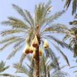 Circuit et Excursion Sahara 2 jours – une nuitée sous tente (privé) Envie d’évasion rapide, intense et parfaitement organisée ? Nous avons conçu un circuit Sahara 2 jours avec une nuitée sous tente, en formule privée, pour vivre l’essentiel du désert tunisien sans renoncer au confort ni à la sécurité. En deux jours chrono, vous traversez des dunes majestueuses, découvrez une oasis vivante, partagez un dîner au feu de bois, contemplez un ciel étoilé sans pollution lumineuse, puis vous réveillez face aux ondulations dorées du Grand Erg oriental. Flexible, immersif et adapté à votre rythme, ce court séjour vous offre le meilleur du Sahara – idéal pour un week-end prolongé, une parenthèse romantique ou une première fois dans le désert. Pourquoi choisir un circuit Sahara “2 jours / 1 nuit” sous tente ? Un séjour court n’est pas synonyme d’instantané. Notre excursion 2 jours est pensée pour concentrer l’essentiel : un trajet panoramique, une marche douce dans les dunes, une nuit en bivouac confortable, la rencontre avec des hôtes sahariens, et le plaisir de goûter la cuisine traditionnelle. Le format privé permet : Une liberté de rythme : pauses photo quand vous voulez, choix de la marche (douce ou plus sportive), temps calme pour profiter du silence. Des échanges authentiques : avec votre guide local, fin connaisseur des pistes, des oasis, des ksour et des traditions. Une logistique fluide : transferts, repas, campement, équipements, tout est pris en charge pour que vous puissiez juste… profiter. Un confort soigné : tentes bien équipées, literie adaptée, sanitaires de camp, veillée conviviale autour du feu et thé à la menthe. Pour approfondir ou prolonger l’aventure, découvrez aussi nos circuits dans le désert sur plusieurs jours , à combiner facilement avec ce format “express”. Itinéraire détaillé – 2 jours d’aventure, 1 nuit de magie Jour 1 – Cap sur les dunes, oasis et bivouac Matin – Prise en charge et mise en route. Départ privé (horaires à convenir) depuis votre ville : Tunis, Hammamet, Sousse, Monastir, Sfax, Djerba, Gabes, Bizert, Kelibia, Korba. Nous proposons des points de rencontre pratiques ou une prise en charge à l’adresse indiquée (sur demande). Votre chauffeur-guide vous conduit vers le Sud saharien, en 4×4 climatisé, par les routes les plus rapides et panoramiques. Fin de matinée – Oasis & première immersion. Dès votre arrivée dans la zone désertique (Douz, Ksar Ghilane ou Tozeur selon saison et options), vous découvrez une oasis de palmiers où l’eau, la verdure et les jardins composent un tableau surprenant. Petite marche d’acclimatation : sentez la lumière sèche, la chaleur enveloppante et le silence qui s’installe. Déjeuner traditionnel – Saveurs du Sud. Dégustation d’un couscous léger, d’un tajine berbère, de salades locales et de dattes fondantes. Nous prenons en compte les régimes particuliers (végétarien, sans gluten, etc.) si vous nous le signalez à la réservation. Après-midi – Dromadaire & dunes dorées. Balade à dos de dromadaire (option incluse ou en supplément selon votre devis) pour une immersion douce : le pas ondulé de l’animal épouse celui des dunes, la lumière décline, l’air devient plus frais. Vous pouvez aussi préférer une marche accompagnée (niveau facile à modéré). Fin de journée – Installation au bivouac. Arrivée à notre campement nomade : tentes “caïdale” ou dômes selon le site, literie confortable, coin feu, espace convivial. Le coucher de soleil se savoure depuis la crête d’une dune, avec panorama à 360°. Soirée – Dîner au feu de bois & veillée sous les étoiles. Soupe du désert, grillades, pain cuit dans le sable, thé à la menthe… La voie lactée paraît à portée de main. Écoutez les histoires sahariennes, laissez le temps filer : c’est la nuit où l’on débranche tout. Jour 2 – Lever de soleil, marche matinale et retour serein Aube – Lumière d’or sur l’Erg. Réveil avant l’aube pour l’instant le plus pur du désert. Les dunes passent du rose au doré. Photographies, respiration profonde, quelques pas pieds nus dans un sable encore frais. Petit-déjeuner – Café du désert & galettes chaudes. Pain plat, confitures, olives, œufs, thé ou café : simple, bon, énergétique, idéal pour la marche matinale proposée ensuite (30 à 90 minutes selon votre envie). Fin de matinée – Retour vers l’oasis et pause baignade. Certains itinéraires incluent une source chaude (ex. Ksar Ghilane) pour une baignade revigorante. Selon la saison, nous organisons aussi une visite de palmeraie pour comprendre l’irrigation, le soin des dattiers et la récolte. Déjeuner – Derniers parfums du Sahara. Repas dans une auberge saharienne ou un camp fixe, avec une cuisine simple, généreuse et locale. Après-midi – Route du retour. Reprise du 4×4 pour votre retour privé vers Tunis, Hammamet, Sousse, Monastir, Sfax, Djerba, Gabes, Bizert, Kelibia, Korba (ou une autre étape de votre voyage). Arrivée prévue en fin d’après-midi ou début de soirée selon les distances. Envie de prolonger ? Combinez ce mini-trip avec une randonnée dans le Sahara montagneux , ou explorez d’autres excursions en Tunisie . L’ensemble se planifie facilement avec notre équipe. Hébergements, campement & confort : le bivouac, version douce Nous privilégions des camps à taille humaine : moins de monde, plus d’espace, plus d’écoute. Les tentes sont spacieuses, dotées d’une literie confortable et d’équipements utiles (luminaires, couvertures chaudes en saison fraîche). Les sanitaires sont soit en tentes dédiées, soit en blocs discrets à proximité selon le site. Notre objectif : le charme et l’authenticité, avec un confort “juste ce qu’il faut” pour bien dormir et se ressourcer. Vous voyagez avec des enfants ? Nous adaptons la durée des trajets, choisissons des dunes accessibles, glissons dans le programme des moments ludiques (initiation au pain du désert, soirée contes, petites pistes à explorer). En couple ? Nous créons une ambiance plus intime (dîner aux lanternes, coucher de soleil sur une crête isolée, tente privatisée). Saveurs sahariennes : une table simple, généreuse et locale La gastronomie est un fil conducteur de ce circuit Sahara privé. Vous goûtez à la cuisine bédouine : soupes parfumées, méchoui fondant, légumes confits, pain de sable, dattes Deglet Nour, gâteaux au miel. Nous pouvons servir un repas végétarien équilibré et savoureux, sans sacrifier les traditions (tajines de légumes, semoule parfumée, houmous, salades fraîches). L’eau potable est disponible en permanence et nous organisons le ravitaillement selon vos besoins. Départs & transferts depuis les grandes villes de Tunisie Villes desservies : Tunis, Hammamet, Sousse, Monastir, Sfax, Djerba, Gabes, Bizert, Kelibia, Korba. Prise en charge : hôtel, domicile ou point de rendez-vous central. Aéroports : intégration facile de votre arrivée/retour avec notre service de navette aéroport (Tunis-Carthage, Enfidha, Monastir, Sfax, Djerba-Zarzis). Selon votre point de départ et la saison, nous choisissons l’axe le plus fluide vers Douz, Tozeur, Ksar Ghilane ou Tataouine. L’idée : minimiser le temps de route pour maximiser le temps désert. Si vous voulez rester plus longtemps, explorez nos itinéraires étendus dans la rubrique circuits du désert . Ce qui est inclus / Ce qui peut être ajouté Inclus généralement Transferts privés A/R en 4×4 climatisé depuis votre ville (ou point de rendez-vous convenu). Chauffeur-guide francophone spécialiste du Sahara. 1 nuit en bivouac (tente aménagée, literie fournie). Pension complète du déjeuner du J1 au déjeuner du J2 (eau incluse pendant les activités). Balade à dos de dromadaire (selon devis). Marche accompagnée dans les dunes (adaptée à votre niveau). Assistance 24/7 pendant votre séjour. En option Tente premium (literie renforcée, espace privatif élargi). Photographe de voyage (sur demande). Activités spécifiques : ateliers cuisine, artisanat, astronomie, yoga au lever du soleil. Prolongation 1 à 2 nuits avec randonnée montagne ou extension excursions en Tunisie . Pour obtenir un chiffrage précis et adapté, demandez votre devis gratuit : formulaire de contact officiel . Conseils pratiques – partir bien préparé Vêtements : t-shirt ou chemise manches longues (soleil), coupe-vent pour le soir, pantalon léger, bonnes chaussures fermées. Accessoires : lunettes de soleil, chèche ou chapeau, crème solaire, baume à lèvres, petite trousse de secours, lampe frontale. Climat : souvent doux à chaud le jour, plus frais la nuit ; en intersaison, prévoyez une couche chaude. Familles : parcours ajusté, pauses fréquentes, activités ludiques. Respect : demandez l’autorisation avant de photographier les personnes ; ne laissez aucun déchet ; privilégiez l’artisanat local. Pour inspirations, récits et astuces de voyageurs, parcourez notre blog des excursions en Tunisie . Avis de voyageurs – votre confiance, notre fierté La plus belle preuve reste la parole de celles et ceux qui sont déjà partis. Lisez leurs retours et notes vérifiées sur notre page dédiée : 👉 Avis clients SudTunisie – TripAdvisor Ces témoignages mentionnent souvent : la bienveillance des guides, la qualité des repas, le choix des spots au lever/au coucher du soleil, le rythme confortable pour profiter sans se presser, et la sécurité à chaque étape. FAQ express – 2 jours / 1 nuit sous tente Est-ce accessible si nous n’avons jamais fait de désert ? Oui. Ce circuit Sahara 2 jours est pensé pour une première expérience : courtes marches, balades en dromadaire, étapes équilibrées, nuit confortable. Et si nous voyageons avec des enfants ? Nous adaptons tout : distances, pauses, repas. La découverte du désert émerveille les plus jeunes, à condition de protéger du soleil et d’hydrater régulièrement. Qu’en est-il des sanitaires ? Selon le camp, vous disposez d’installations dédiées (tentes sanitaires ou bloc discret). Nous maintenons des standards d’hygiène rigoureux. Quelle est la meilleure période ? Automne, hiver et printemps (hors pics de chaleur). En été, nous aménageons les horaires (activités tôt le matin et en fin d’après-midi) pour préserver le confort. Peut-on personnaliser le programme ? Absolument. Le format privé permet d’ajuster l’itinéraire, la durée des marches, les activités (photo, yoga, astronomie), voire d’ajouter une 2ᵉ nuit. Réserver votre “2 jours / 1 nuit” – rapide, clair, personnalisé Un mini-séjour, c’est simple à organiser… à condition d’un vrai savoir-faire local. Nous coordonnons transferts, campement, équipes, repas et sécurité pour un déroulé fluide. Dites-nous vos dates, votre ville de départ (Tunis, Hammamet, Sousse, Monastir, Sfax, Djerba, Gabes, Bizert, Kelibia, Korba), le nombre de participants, et vos envies (balade douce, plus de marche, ateliers, photo…). Demande de devis (gratuit et sans engagement) : cliquez ici Explorer d’autres idées : circuits du désert | randonnée Sahara montagne | excursions en Tunisie Préparer votre arrivée : navette aéroport S’inspirer encore : blog – idées & conseils L’essentiel en un coup d’œil Format : circuit Sahara 2 jours / 1 nuit – privé, flexible, immersif. Hébergement : bivouac sous tente (tente confort, literie fournie, sanitaires de camp). Expériences clés : dunes, dromadaire, oasis, feu de camp, ciel étoilé, lever de soleil. Départs : Tunis, Hammamet, Sousse, Monastir, Sfax, Djerba, Gabes, Bizert, Kelibia, Korba (prise en charge possible aux aéroports via notre navette). Personnalisation : marche douce ou plus sportive, activités thématiques, prolongation facile. Contact : devis gratuit en ligne . Vous cherchez plus long qu’un week-end ? Parcourez nos grands circuits dans le désert : nous bâtissons, avec vous, l’itinéraire qui vous ressemble. Envie de vivre le Sahara intensément, en 48 heures chrono ? Nous mettons notre expertise du Sud tunisien au service de votre projet. Un format court pour des émotions longues : dunes dorées, feu crépitant, étoiles filantes, réveil face à l’infini. Contactez-nous, choisissez votre ville de départ, et la magie du désert fera le reste.