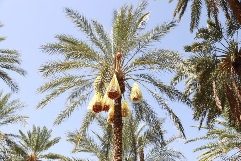 Circuit et Excursion Sahara 2 jours – une nuitée sous tente (privé) Envie d’évasion rapide, intense et parfaitement organisée ? Nous avons conçu un circuit Sahara 2 jours avec une nuitée sous tente, en formule privée, pour vivre l’essentiel du désert tunisien sans renoncer au confort ni à la sécurité. En deux jours chrono, vous traversez des dunes majestueuses, découvrez une oasis vivante, partagez un dîner au feu de bois, contemplez un ciel étoilé sans pollution lumineuse, puis vous réveillez face aux ondulations dorées du Grand Erg oriental. Flexible, immersif et adapté à votre rythme, ce court séjour vous offre le meilleur du Sahara – idéal pour un week-end prolongé, une parenthèse romantique ou une première fois dans le désert. Pourquoi choisir un circuit Sahara “2 jours / 1 nuit” sous tente ? Un séjour court n’est pas synonyme d’instantané. Notre excursion 2 jours est pensée pour concentrer l’essentiel : un trajet panoramique, une marche douce dans les dunes, une nuit en bivouac confortable, la rencontre avec des hôtes sahariens, et le plaisir de goûter la cuisine traditionnelle. Le format privé permet : Une liberté de rythme : pauses photo quand vous voulez, choix de la marche (douce ou plus sportive), temps calme pour profiter du silence. Des échanges authentiques : avec votre guide local, fin connaisseur des pistes, des oasis, des ksour et des traditions. Une logistique fluide : transferts, repas, campement, équipements, tout est pris en charge pour que vous puissiez juste… profiter. Un confort soigné : tentes bien équipées, literie adaptée, sanitaires de camp, veillée conviviale autour du feu et thé à la menthe. Pour approfondir ou prolonger l’aventure, découvrez aussi nos circuits dans le désert sur plusieurs jours , à combiner facilement avec ce format “express”. Itinéraire détaillé – 2 jours d’aventure, 1 nuit de magie Jour 1 – Cap sur les dunes, oasis et bivouac Matin – Prise en charge et mise en route. Départ privé (horaires à convenir) depuis votre ville : Tunis, Hammamet, Sousse, Monastir, Sfax, Djerba, Gabes, Bizert, Kelibia, Korba. Nous proposons des points de rencontre pratiques ou une prise en charge à l’adresse indiquée (sur demande). Votre chauffeur-guide vous conduit vers le Sud saharien, en 4×4 climatisé, par les routes les plus rapides et panoramiques. Fin de matinée – Oasis & première immersion. Dès votre arrivée dans la zone désertique (Douz, Ksar Ghilane ou Tozeur selon saison et options), vous découvrez une oasis de palmiers où l’eau, la verdure et les jardins composent un tableau surprenant. Petite marche d’acclimatation : sentez la lumière sèche, la chaleur enveloppante et le silence qui s’installe. Déjeuner traditionnel – Saveurs du Sud. Dégustation d’un couscous léger, d’un tajine berbère, de salades locales et de dattes fondantes. Nous prenons en compte les régimes particuliers (végétarien, sans gluten, etc.) si vous nous le signalez à la réservation. Après-midi – Dromadaire & dunes dorées. Balade à dos de dromadaire (option incluse ou en supplément selon votre devis) pour une immersion douce : le pas ondulé de l’animal épouse celui des dunes, la lumière décline, l’air devient plus frais. Vous pouvez aussi préférer une marche accompagnée (niveau facile à modéré). Fin de journée – Installation au bivouac. Arrivée à notre campement nomade : tentes “caïdale” ou dômes selon le site, literie confortable, coin feu, espace convivial. Le coucher de soleil se savoure depuis la crête d’une dune, avec panorama à 360°. Soirée – Dîner au feu de bois & veillée sous les étoiles. Soupe du désert, grillades, pain cuit dans le sable, thé à la menthe… La voie lactée paraît à portée de main. Écoutez les histoires sahariennes, laissez le temps filer : c’est la nuit où l’on débranche tout. Jour 2 – Lever de soleil, marche matinale et retour serein Aube – Lumière d’or sur l’Erg. Réveil avant l’aube pour l’instant le plus pur du désert. Les dunes passent du rose au doré. Photographies, respiration profonde, quelques pas pieds nus dans un sable encore frais. Petit-déjeuner – Café du désert & galettes chaudes. Pain plat, confitures, olives, œufs, thé ou café : simple, bon, énergétique, idéal pour la marche matinale proposée ensuite (30 à 90 minutes selon votre envie). Fin de matinée – Retour vers l’oasis et pause baignade. Certains itinéraires incluent une source chaude (ex. Ksar Ghilane) pour une baignade revigorante. Selon la saison, nous organisons aussi une visite de palmeraie pour comprendre l’irrigation, le soin des dattiers et la récolte. Déjeuner – Derniers parfums du Sahara. Repas dans une auberge saharienne ou un camp fixe, avec une cuisine simple, généreuse et locale. Après-midi – Route du retour. Reprise du 4×4 pour votre retour privé vers Tunis, Hammamet, Sousse, Monastir, Sfax, Djerba, Gabes, Bizert, Kelibia, Korba (ou une autre étape de votre voyage). Arrivée prévue en fin d’après-midi ou début de soirée selon les distances. Envie de prolonger ? Combinez ce mini-trip avec une randonnée dans le Sahara montagneux , ou explorez d’autres excursions en Tunisie . L’ensemble se planifie facilement avec notre équipe. Hébergements, campement & confort : le bivouac, version douce Nous privilégions des camps à taille humaine : moins de monde, plus d’espace, plus d’écoute. Les tentes sont spacieuses, dotées d’une literie confortable et d’équipements utiles (luminaires, couvertures chaudes en saison fraîche). Les sanitaires sont soit en tentes dédiées, soit en blocs discrets à proximité selon le site. Notre objectif : le charme et l’authenticité, avec un confort “juste ce qu’il faut” pour bien dormir et se ressourcer. Vous voyagez avec des enfants ? Nous adaptons la durée des trajets, choisissons des dunes accessibles, glissons dans le programme des moments ludiques (initiation au pain du désert, soirée contes, petites pistes à explorer). En couple ? Nous créons une ambiance plus intime (dîner aux lanternes, coucher de soleil sur une crête isolée, tente privatisée). Saveurs sahariennes : une table simple, généreuse et locale La gastronomie est un fil conducteur de ce circuit Sahara privé. Vous goûtez à la cuisine bédouine : soupes parfumées, méchoui fondant, légumes confits, pain de sable, dattes Deglet Nour, gâteaux au miel. Nous pouvons servir un repas végétarien équilibré et savoureux, sans sacrifier les traditions (tajines de légumes, semoule parfumée, houmous, salades fraîches). L’eau potable est disponible en permanence et nous organisons le ravitaillement selon vos besoins. Départs & transferts depuis les grandes villes de Tunisie Villes desservies : Tunis, Hammamet, Sousse, Monastir, Sfax, Djerba, Gabes, Bizert, Kelibia, Korba. Prise en charge : hôtel, domicile ou point de rendez-vous central. Aéroports : intégration facile de votre arrivée/retour avec notre service de navette aéroport (Tunis-Carthage, Enfidha, Monastir, Sfax, Djerba-Zarzis). Selon votre point de départ et la saison, nous choisissons l’axe le plus fluide vers Douz, Tozeur, Ksar Ghilane ou Tataouine. L’idée : minimiser le temps de route pour maximiser le temps désert. Si vous voulez rester plus longtemps, explorez nos itinéraires étendus dans la rubrique circuits du désert . Ce qui est inclus / Ce qui peut être ajouté Inclus généralement Transferts privés A/R en 4×4 climatisé depuis votre ville (ou point de rendez-vous convenu). Chauffeur-guide francophone spécialiste du Sahara. 1 nuit en bivouac (tente aménagée, literie fournie). Pension complète du déjeuner du J1 au déjeuner du J2 (eau incluse pendant les activités). Balade à dos de dromadaire (selon devis). Marche accompagnée dans les dunes (adaptée à votre niveau). Assistance 24/7 pendant votre séjour. En option Tente premium (literie renforcée, espace privatif élargi). Photographe de voyage (sur demande). Activités spécifiques : ateliers cuisine, artisanat, astronomie, yoga au lever du soleil. Prolongation 1 à 2 nuits avec randonnée montagne ou extension excursions en Tunisie . Pour obtenir un chiffrage précis et adapté, demandez votre devis gratuit : formulaire de contact officiel . Conseils pratiques – partir bien préparé Vêtements : t-shirt ou chemise manches longues (soleil), coupe-vent pour le soir, pantalon léger, bonnes chaussures fermées. Accessoires : lunettes de soleil, chèche ou chapeau, crème solaire, baume à lèvres, petite trousse de secours, lampe frontale. Climat : souvent doux à chaud le jour, plus frais la nuit ; en intersaison, prévoyez une couche chaude. Familles : parcours ajusté, pauses fréquentes, activités ludiques. Respect : demandez l’autorisation avant de photographier les personnes ; ne laissez aucun déchet ; privilégiez l’artisanat local. Pour inspirations, récits et astuces de voyageurs, parcourez notre blog des excursions en Tunisie . Avis de voyageurs – votre confiance, notre fierté La plus belle preuve reste la parole de celles et ceux qui sont déjà partis. Lisez leurs retours et notes vérifiées sur notre page dédiée : 👉 Avis clients SudTunisie – TripAdvisor Ces témoignages mentionnent souvent : la bienveillance des guides, la qualité des repas, le choix des spots au lever/au coucher du soleil, le rythme confortable pour profiter sans se presser, et la sécurité à chaque étape. FAQ express – 2 jours / 1 nuit sous tente Est-ce accessible si nous n’avons jamais fait de désert ? Oui. Ce circuit Sahara 2 jours est pensé pour une première expérience : courtes marches, balades en dromadaire, étapes équilibrées, nuit confortable. Et si nous voyageons avec des enfants ? Nous adaptons tout : distances, pauses, repas. La découverte du désert émerveille les plus jeunes, à condition de protéger du soleil et d’hydrater régulièrement. Qu’en est-il des sanitaires ? Selon le camp, vous disposez d’installations dédiées (tentes sanitaires ou bloc discret). Nous maintenons des standards d’hygiène rigoureux. Quelle est la meilleure période ? Automne, hiver et printemps (hors pics de chaleur). En été, nous aménageons les horaires (activités tôt le matin et en fin d’après-midi) pour préserver le confort. Peut-on personnaliser le programme ? Absolument. Le format privé permet d’ajuster l’itinéraire, la durée des marches, les activités (photo, yoga, astronomie), voire d’ajouter une 2ᵉ nuit. Réserver votre “2 jours / 1 nuit” – rapide, clair, personnalisé Un mini-séjour, c’est simple à organiser… à condition d’un vrai savoir-faire local. Nous coordonnons transferts, campement, équipes, repas et sécurité pour un déroulé fluide. Dites-nous vos dates, votre ville de départ (Tunis, Hammamet, Sousse, Monastir, Sfax, Djerba, Gabes, Bizert, Kelibia, Korba), le nombre de participants, et vos envies (balade douce, plus de marche, ateliers, photo…). Demande de devis (gratuit et sans engagement) : cliquez ici Explorer d’autres idées : circuits du désert | randonnée Sahara montagne | excursions en Tunisie Préparer votre arrivée : navette aéroport S’inspirer encore : blog – idées & conseils L’essentiel en un coup d’œil Format : circuit Sahara 2 jours / 1 nuit – privé, flexible, immersif. Hébergement : bivouac sous tente (tente confort, literie fournie, sanitaires de camp). Expériences clés : dunes, dromadaire, oasis, feu de camp, ciel étoilé, lever de soleil. Départs : Tunis, Hammamet, Sousse, Monastir, Sfax, Djerba, Gabes, Bizert, Kelibia, Korba (prise en charge possible aux aéroports via notre navette). Personnalisation : marche douce ou plus sportive, activités thématiques, prolongation facile. Contact : devis gratuit en ligne . Vous cherchez plus long qu’un week-end ? Parcourez nos grands circuits dans le désert : nous bâtissons, avec vous, l’itinéraire qui vous ressemble. Envie de vivre le Sahara intensément, en 48 heures chrono ? Nous mettons notre expertise du Sud tunisien au service de votre projet. Un format court pour des émotions longues : dunes dorées, feu crépitant, étoiles filantes, réveil face à l’infini. Contactez-nous, choisissez votre ville de départ, et la magie du désert fera le reste.