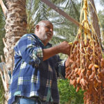 Passer Noël 2026 au cœur du Sahara tunisien, c’est choisir une parenthèse lumineuse, loin du brouhaha des fêtes classiques. Sous un ciel constellé, autour d’un feu de camp, au son du bendir et du vent qui peigne les dunes, nous façonnons des moments qui restent. Chez sudtunisie.com, nous organisons des circuits dans le désert de Tunisie pensés pour la période des fêtes, avec des itinéraires souples, des hébergements de caractère, et un réveillon authentique entre Douz, Ksar Ghilane, Matmata, Tozeur et les oasis de montagne. En un mot : du vrai désert, sans stress, avec tout le confort utile. Pour explorer nos propositions, parcourez nos circuits désert en Tunisie . Pourquoi choisir un circuit de Noël 2026 dans le Sahara tunisien ? Ambiance : décembre offre des lumières dorées, des nuits claires et un climat idéal pour l’exploration. Les températures oscillent généralement entre 5 °C au petit matin et 20 °C l’après-midi (selon les zones), parfait pour marcher, rouler en 4×4 ou s’essayer à la randonnée. Authenticité : manger un couscous au feu de bois, partager un thé à la menthe avec les nomades, écouter les histoires des chameliers… Noël prend un goût de vrai. C’est simple, chaleureux, inoubliable. Accessibilité : avec nos transferts fluides depuis les aéroports (Tunis, Djerba, parfois Tozeur selon saison), vous êtes pris en charge du hall d’arrivée jusqu’aux dunes. Réservez votre navette aéroport et laissez-vous guider. Flexibilité : familles, couples, tribus d’amis, voyageurs solo : nous ajustons rythme, niveau de confort et budget. Vous préférez un bivouac premium en pleine mer de sable ou un campement fixe avec douche chaude et tente cosy ? On s’occupe de tout. Nos circuits de Noël 2026 : 3 idées d’itinéraires taillées pour l’émerveillement Chaque proposition est personnalisable. Nous indiquons ci-dessous l’esprit et les moments forts ; le détail précis se cale avec votre conseiller. 1) Noël sous les étoiles – 4 jours / 3 nuits (Douz • Ksar Ghilane • Matmata) Jour 1 – Arrivée & premières dunes Accueil à l’aéroport, transfert vers Douz. Passage par le Chott el-Jérid (panorama mirage et sel cristallisé), coucher de soleil sur une dune dorée. Dîner saharien, nuit en campement. Jour 2 – Ksar Ghilane, l’oasis aux eaux chaudes Piste en 4×4 vers Ksar Ghilane. Baignade dans la source thermale (selon météo), balade à dos de dromadaire au pied des dunes, sieste bédouine. Soirée musique traditionnelle autour du feu. Nuit étoilée. Jour 3 – Réveillon façon Sahara Extension vers les dunes blanches, table festive avec touches locales (tajine, agneau, dattes Deglet Nour, pâtisseries). Contes du désert, ciel profond et comètes de Perse dans la voûte hivernale. Bivouac ou campement confort selon votre choix. Jour 4 – Matmata troglodyte & retour Découverte des maisons troglodytes de Matmata, halte artisanat, retour à l’aéroport. Envie d’allonger le plaisir ? Parcourez nos circuits désert et modulez à la carte. 2) Grand Sud & oasis de montagne – 6 jours / 5 nuits (Tozeur • Chebika • Tamerza • Ong Jmel • Douz) Jour 1 – Tozeur, palmeraies et médina Installation en maison d’hôtes, coucher de soleil sur la palmeraie. Jour 2 – Chebika & Tamerza Randonnées dans les oasis de montagne (cascades, gorges, vues sur l’Atlas). Pour les marcheurs, variante randonnée montagne Sahara . Jour 3 – Décor de cinéma & lac salé Ong Jmel et les décors de Star Wars, puis traversée du Chott el-Jérid (arrêts photos). Cap sur Douz. Jour 4 – Dunes à perte de vue Journée 4×4 / dromadaire selon envie, visite du souk de Douz (safran, tapis, dattes), thé aux pignons sous la khaïma. Jour 5 – Réveillon dans la mer de sable Installation en campement charm (tapis kilim, lanternes, musique live). Dîner spécial Noël 2026, pâtisseries de fêtes, contes et ciel prodigieux. Jour 6 – Fin de circuit Retour tranquille avec photos et arrêts panoramas. 3) Sahara intégral & villages berbères – 8 jours / 7 nuits (Djerba • Médenine • Chenini • Ksar Ghilane • Matmata • Douz) Jour 1 – Arrivée Djerba Accueil & navette aéroport , dîner poisson face au coucher de soleil. Jour 2 – Ksour de Médenine & Chenini Architecture berbère spectaculaire, Chenini accroché à la montagne, déjeuner sous voûte. Jour 3 – Voie des ksour, Ksar Ghilane Piste vers l’oasis saharienne, source chaude, bivouac. Jour 4 – Dunes et silence Journée d’immersion nomade : dromadaire, feu, pain de sable, étoiles. Jour 5 – Matmata troglodyte Maisons creusées, hospitalité, dégustation huile d’olive & miel de jujubier. Jour 6 – Douz Marché, artisans, atelier de dattes (selon saison), option excursion en Tunisie en quad. Jour 7 – Réveillon Dîner de Noël au désert, musique, danse, observation du ciel. Jour 8 – Djerba, fin de voyage Derniers achats, café maure, retour. Inspirez-vous aussi de notre blog des excursions en Tunisie : récits, conseils de terrain, idées de spots photo. Ce qui est inclus dans nos circuits de Noël – Et nos attentions “fêtes” Transferts privés aéroport ↔ hôtels / camps via notre service de navette . Hébergements testés : campements confort, lodges, maisons d’hôtes de charme. Repas généreux (options végétariennes, sans gluten ou halal strict), eau minérale fournie durant les activités. Guides locaux francophones, chauffeurs 4×4 expérimentés, logistique sécurité. Réveillon : table festive inspirée du terroir (agneau confit, tajines de saison, dattes Deglet Nour, pâtisseries maison), musique traditionnelle, veillée aux étoiles. Activités : dromadaire, 4×4, balades en crêtes de dunes, variantes randonnée montagne Sahara selon profil. Assistance 7/7 pendant le voyage. Moments forts à vivre (vraiment) pendant Noël 2026 Lever de soleil sur le Chott el-Jérid : l’horizon rosit, les mirages se dessinent, la photo sort d’elle-même. Bain thermal à Ksar Ghilane : contrastes divins entre eau chaude et air vif. Dîner bédouin sous les constellations : tajine, thé fumant, rythme du bendir. Maisons troglodytes de Matmata : architecture saisissante, rencontre avec les habitants. Oasis de montagne (Chebika, Tamerza) : gorges sculptées, palmiers et cascades. Silence du désert : un luxe rare, surtout à Noël. Questions pratiques – Climat, bagages, enfants, sécurité Climat : en décembre, les matinées peuvent être fraîches (polaire + coupe-vent), l’après-midi souvent doux. Prévoyez : veste chaude, bonnet, lunettes de soleil, écharpe anti-sable, chaussures de marche. Bagages : un sac souple (idéal pour le 4×4), un petit daypack, gourde réutilisable (nous réapprovisionnons en eau). Enfants & aînés : nos circuits family-friendly adaptent distances et rythmes. Les dromadaires plaisent aux plus jeunes ; les aînés apprécient nos campements confort. Sécurité : itinéraires validés, équipes locales aguerries, suivi météo et pistes. Nous travaillons sans sur-engagement : des groupes à taille humaine pour garder le contrôle du temps et de la qualité. Santé & alimentation : cuisines soignées, hygiène maîtrisée. Signalez vos intolérances à la réservation ; on s’adapte. Connexion & énergie : certains camps disposent d’électricité et de chargeurs 12 V. Internet intermittent ; on vous indique les zones de meilleure réception. Conseils d’experts pour optimiser votre circuit de Noël Arrivées intelligentes : visez des vols sur Djerba, Tozeur (si desservi) ou Tunis selon votre itinéraire. Nous gérons la navette aéroport et les liaisons vers Douz/Matmata. Rythme : préférez 4 à 8 jours pour profiter sans courir. Deux nuits dans le sable = la vraie magie. Mix activités : alternez 4×4, marche douce en crête, et balade chamelière ; c’est le trio gagnant. Photo : filtre UV, batteries de rechange (le froid du matin les use plus vite), chiffon anti-sable. Culture : prévoyez un petit budget artisanat (tapis, poteries, dattes confites). Inspirations : notre blog des excursions regorge d’idées bonus et de récits de terrain. Tarifs & réservation – Obtenir votre devis exact Nos prix varient selon durée, niveau d’hébergement, privatisations, périodes et taille du groupe. Pour une estimation claire et rapide, demandez votre devis gratuit (formulaire dédié) et décrivez vos envies : dates, nombre de voyageurs, confort, activités souhaitées. Nous répondons avec un itinéraire précis, un budget transparent et des options (quad, étoilements, nuit supplémentaire, etc.). Vous pouvez également partir d’un modèle puis l’ajuster : nos circuits désert et nos excursions en Tunisie servent de base. Preuve sociale – Vos avis comptent Nous croyons aux avis authentiques. Après votre voyage, laissez votre commentaire : Avis & retours voyageurs → Sud Tunisie sur TripAdvisor Cela aide d’autres amoureux du désert à se repérer et nous pousse à faire toujours mieux. FAQ – Circuit & Excursion Sahara Noël 2026 Faut-il une bonne condition physique ? Pas spécialement. Nos circuits se déclinent en version douce (balades courtes, 4×4 majoritaire) ou active (plus de randonnée : voyez notre page randonnée montagne Sahara ). On dort comment ? Tentes spacieuses en campement confort (lits, couettes, sanitaires partagés) ou bivouac privé sous un ciel incroyable. Certains lodges / maisons d’hôtes jalonnent les étapes. Et l’électricité / la douche ? Dans les campements fixes : points de charge et douche chaude selon sites. En bivouac itinérant, solutions plus simples mais propres et organisées. La cuisine est-elle adaptée aux enfants / régimes ? Oui. Signalez vos besoins : végé, sans gluten, sans lactose, allergies… on s’occupe des menus. Quid de la sécurité ? Itinéraires validés, équipes locales expertes, véhicules entretenus, kits et procédures. Nous ajustons en temps réel si nécessaire. Peut-on faire juste une journée d’excursion ? Bien sûr. Voyez nos excursions en Tunisie pour des formats courts autour de Douz, Tozeur, Ksar Ghilane, Matmata. Quelle tenue ? Technique multicouches : T-shirt respirant, polaire, coupe-vent, pantalon de marche, foulard (keffieh), chaussures à semelle crantée, bonnet, gants légers. Peut-on combiner désert et mer ? Oui, très agréable en décembre : Djerba pour la douceur, puis désert. Nous gérons les transferts via la navette aéroport . Planifier votre arrivée – Logistique simple, plaisir maximum Nous proposons une prise en charge porte-à-porte : Accueil personnalisé à l’aéroport (Tunis / Djerba / Tozeur selon disponibilités). Transferts optimisés vers Douz, Matmata, Tozeur. Gestion des petites formalités (échange d’argent, carte SIM, derniers achats utiles). Coordination avec vos vols retour pour un timing confortable. Si vous souhaitez marcher davantage, mentionnez-le : nous ajouterons des segments randonnée montagne Sahara dans les oasis (Chebika, Tamerza) ou sur crêtes de dunes (rythme adapté). Idées de combinés et options “plus” Nuit premium dans un campement de charme : literie haut de gamme, douches privées, ambiance mille-et-une-nuits. Surclassement réveillon : table étoffée, musicien supplémentaire, photographe pour capter le moment. Extension ksour / troglodytes : Médenine, Ksar Ouled Soltane, Chenini. Journée quad sécurisée sur zone autorisée, ou sandboard (selon sites). Workation douce : maison d’hôtes Wi-Fi à Tozeur avant / après le désert. Passez commande – Et fêtons Noël 2026 autrement Prêts pour un Noël différent, beau, simple, intensément Sahara ? Inspirez-vous de nos circuits désert en Tunisie . Lisez, rêvez, préparez-vous avec notre blog des excursions . Demandez un devis gratuit sur-mesure : nous répondons vite, clairement, avec des options et un budget net. Et si vous arrivez par avion, réservez votre navette aéroport pour démarrer sans attendre. Noël 2026 dans le Sahara tunisien n’est pas qu’un voyage : c’est un souvenir fondateur, une étoile de plus dans votre ciel personnel. On s’occupe des détails ; vous, concentrez-vous sur l’essentiel : regarder, respirer, sentir, partager. À très vite au désert.