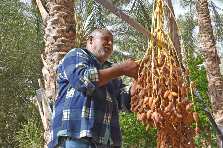 Passer Noël 2026 au cœur du Sahara tunisien, c’est choisir une parenthèse lumineuse, loin du brouhaha des fêtes classiques. Sous un ciel constellé, autour d’un feu de camp, au son du bendir et du vent qui peigne les dunes, nous façonnons des moments qui restent. Chez sudtunisie.com, nous organisons des circuits dans le désert de Tunisie pensés pour la période des fêtes, avec des itinéraires souples, des hébergements de caractère, et un réveillon authentique entre Douz, Ksar Ghilane, Matmata, Tozeur et les oasis de montagne. En un mot : du vrai désert, sans stress, avec tout le confort utile. Pour explorer nos propositions, parcourez nos circuits désert en Tunisie . Pourquoi choisir un circuit de Noël 2026 dans le Sahara tunisien ? Ambiance : décembre offre des lumières dorées, des nuits claires et un climat idéal pour l’exploration. Les températures oscillent généralement entre 5 °C au petit matin et 20 °C l’après-midi (selon les zones), parfait pour marcher, rouler en 4×4 ou s’essayer à la randonnée. Authenticité : manger un couscous au feu de bois, partager un thé à la menthe avec les nomades, écouter les histoires des chameliers… Noël prend un goût de vrai. C’est simple, chaleureux, inoubliable. Accessibilité : avec nos transferts fluides depuis les aéroports (Tunis, Djerba, parfois Tozeur selon saison), vous êtes pris en charge du hall d’arrivée jusqu’aux dunes. Réservez votre navette aéroport et laissez-vous guider. Flexibilité : familles, couples, tribus d’amis, voyageurs solo : nous ajustons rythme, niveau de confort et budget. Vous préférez un bivouac premium en pleine mer de sable ou un campement fixe avec douche chaude et tente cosy ? On s’occupe de tout. Nos circuits de Noël 2026 : 3 idées d’itinéraires taillées pour l’émerveillement Chaque proposition est personnalisable. Nous indiquons ci-dessous l’esprit et les moments forts ; le détail précis se cale avec votre conseiller. 1) Noël sous les étoiles – 4 jours / 3 nuits (Douz • Ksar Ghilane • Matmata) Jour 1 – Arrivée & premières dunes Accueil à l’aéroport, transfert vers Douz. Passage par le Chott el-Jérid (panorama mirage et sel cristallisé), coucher de soleil sur une dune dorée. Dîner saharien, nuit en campement. Jour 2 – Ksar Ghilane, l’oasis aux eaux chaudes Piste en 4×4 vers Ksar Ghilane. Baignade dans la source thermale (selon météo), balade à dos de dromadaire au pied des dunes, sieste bédouine. Soirée musique traditionnelle autour du feu. Nuit étoilée. Jour 3 – Réveillon façon Sahara Extension vers les dunes blanches, table festive avec touches locales (tajine, agneau, dattes Deglet Nour, pâtisseries). Contes du désert, ciel profond et comètes de Perse dans la voûte hivernale. Bivouac ou campement confort selon votre choix. Jour 4 – Matmata troglodyte & retour Découverte des maisons troglodytes de Matmata, halte artisanat, retour à l’aéroport. Envie d’allonger le plaisir ? Parcourez nos circuits désert et modulez à la carte. 2) Grand Sud & oasis de montagne – 6 jours / 5 nuits (Tozeur • Chebika • Tamerza • Ong Jmel • Douz) Jour 1 – Tozeur, palmeraies et médina Installation en maison d’hôtes, coucher de soleil sur la palmeraie. Jour 2 – Chebika & Tamerza Randonnées dans les oasis de montagne (cascades, gorges, vues sur l’Atlas). Pour les marcheurs, variante randonnée montagne Sahara . Jour 3 – Décor de cinéma & lac salé Ong Jmel et les décors de Star Wars, puis traversée du Chott el-Jérid (arrêts photos). Cap sur Douz. Jour 4 – Dunes à perte de vue Journée 4×4 / dromadaire selon envie, visite du souk de Douz (safran, tapis, dattes), thé aux pignons sous la khaïma. Jour 5 – Réveillon dans la mer de sable Installation en campement charm (tapis kilim, lanternes, musique live). Dîner spécial Noël 2026, pâtisseries de fêtes, contes et ciel prodigieux. Jour 6 – Fin de circuit Retour tranquille avec photos et arrêts panoramas. 3) Sahara intégral & villages berbères – 8 jours / 7 nuits (Djerba • Médenine • Chenini • Ksar Ghilane • Matmata • Douz) Jour 1 – Arrivée Djerba Accueil & navette aéroport , dîner poisson face au coucher de soleil. Jour 2 – Ksour de Médenine & Chenini Architecture berbère spectaculaire, Chenini accroché à la montagne, déjeuner sous voûte. Jour 3 – Voie des ksour, Ksar Ghilane Piste vers l’oasis saharienne, source chaude, bivouac. Jour 4 – Dunes et silence Journée d’immersion nomade : dromadaire, feu, pain de sable, étoiles. Jour 5 – Matmata troglodyte Maisons creusées, hospitalité, dégustation huile d’olive & miel de jujubier. Jour 6 – Douz Marché, artisans, atelier de dattes (selon saison), option excursion en Tunisie en quad. Jour 7 – Réveillon Dîner de Noël au désert, musique, danse, observation du ciel. Jour 8 – Djerba, fin de voyage Derniers achats, café maure, retour. Inspirez-vous aussi de notre blog des excursions en Tunisie : récits, conseils de terrain, idées de spots photo. Ce qui est inclus dans nos circuits de Noël – Et nos attentions “fêtes” Transferts privés aéroport ↔ hôtels / camps via notre service de navette . Hébergements testés : campements confort, lodges, maisons d’hôtes de charme. Repas généreux (options végétariennes, sans gluten ou halal strict), eau minérale fournie durant les activités. Guides locaux francophones, chauffeurs 4×4 expérimentés, logistique sécurité. Réveillon : table festive inspirée du terroir (agneau confit, tajines de saison, dattes Deglet Nour, pâtisseries maison), musique traditionnelle, veillée aux étoiles. Activités : dromadaire, 4×4, balades en crêtes de dunes, variantes randonnée montagne Sahara selon profil. Assistance 7/7 pendant le voyage. Moments forts à vivre (vraiment) pendant Noël 2026 Lever de soleil sur le Chott el-Jérid : l’horizon rosit, les mirages se dessinent, la photo sort d’elle-même. Bain thermal à Ksar Ghilane : contrastes divins entre eau chaude et air vif. Dîner bédouin sous les constellations : tajine, thé fumant, rythme du bendir. Maisons troglodytes de Matmata : architecture saisissante, rencontre avec les habitants. Oasis de montagne (Chebika, Tamerza) : gorges sculptées, palmiers et cascades. Silence du désert : un luxe rare, surtout à Noël. Questions pratiques – Climat, bagages, enfants, sécurité Climat : en décembre, les matinées peuvent être fraîches (polaire + coupe-vent), l’après-midi souvent doux. Prévoyez : veste chaude, bonnet, lunettes de soleil, écharpe anti-sable, chaussures de marche. Bagages : un sac souple (idéal pour le 4×4), un petit daypack, gourde réutilisable (nous réapprovisionnons en eau). Enfants & aînés : nos circuits family-friendly adaptent distances et rythmes. Les dromadaires plaisent aux plus jeunes ; les aînés apprécient nos campements confort. Sécurité : itinéraires validés, équipes locales aguerries, suivi météo et pistes. Nous travaillons sans sur-engagement : des groupes à taille humaine pour garder le contrôle du temps et de la qualité. Santé & alimentation : cuisines soignées, hygiène maîtrisée. Signalez vos intolérances à la réservation ; on s’adapte. Connexion & énergie : certains camps disposent d’électricité et de chargeurs 12 V. Internet intermittent ; on vous indique les zones de meilleure réception. Conseils d’experts pour optimiser votre circuit de Noël Arrivées intelligentes : visez des vols sur Djerba, Tozeur (si desservi) ou Tunis selon votre itinéraire. Nous gérons la navette aéroport et les liaisons vers Douz/Matmata. Rythme : préférez 4 à 8 jours pour profiter sans courir. Deux nuits dans le sable = la vraie magie. Mix activités : alternez 4×4, marche douce en crête, et balade chamelière ; c’est le trio gagnant. Photo : filtre UV, batteries de rechange (le froid du matin les use plus vite), chiffon anti-sable. Culture : prévoyez un petit budget artisanat (tapis, poteries, dattes confites). Inspirations : notre blog des excursions regorge d’idées bonus et de récits de terrain. Tarifs & réservation – Obtenir votre devis exact Nos prix varient selon durée, niveau d’hébergement, privatisations, périodes et taille du groupe. Pour une estimation claire et rapide, demandez votre devis gratuit (formulaire dédié) et décrivez vos envies : dates, nombre de voyageurs, confort, activités souhaitées. Nous répondons avec un itinéraire précis, un budget transparent et des options (quad, étoilements, nuit supplémentaire, etc.). Vous pouvez également partir d’un modèle puis l’ajuster : nos circuits désert et nos excursions en Tunisie servent de base. Preuve sociale – Vos avis comptent Nous croyons aux avis authentiques. Après votre voyage, laissez votre commentaire : Avis & retours voyageurs → Sud Tunisie sur TripAdvisor Cela aide d’autres amoureux du désert à se repérer et nous pousse à faire toujours mieux. FAQ – Circuit & Excursion Sahara Noël 2026 Faut-il une bonne condition physique ? Pas spécialement. Nos circuits se déclinent en version douce (balades courtes, 4×4 majoritaire) ou active (plus de randonnée : voyez notre page randonnée montagne Sahara ). On dort comment ? Tentes spacieuses en campement confort (lits, couettes, sanitaires partagés) ou bivouac privé sous un ciel incroyable. Certains lodges / maisons d’hôtes jalonnent les étapes. Et l’électricité / la douche ? Dans les campements fixes : points de charge et douche chaude selon sites. En bivouac itinérant, solutions plus simples mais propres et organisées. La cuisine est-elle adaptée aux enfants / régimes ? Oui. Signalez vos besoins : végé, sans gluten, sans lactose, allergies… on s’occupe des menus. Quid de la sécurité ? Itinéraires validés, équipes locales expertes, véhicules entretenus, kits et procédures. Nous ajustons en temps réel si nécessaire. Peut-on faire juste une journée d’excursion ? Bien sûr. Voyez nos excursions en Tunisie pour des formats courts autour de Douz, Tozeur, Ksar Ghilane, Matmata. Quelle tenue ? Technique multicouches : T-shirt respirant, polaire, coupe-vent, pantalon de marche, foulard (keffieh), chaussures à semelle crantée, bonnet, gants légers. Peut-on combiner désert et mer ? Oui, très agréable en décembre : Djerba pour la douceur, puis désert. Nous gérons les transferts via la navette aéroport . Planifier votre arrivée – Logistique simple, plaisir maximum Nous proposons une prise en charge porte-à-porte : Accueil personnalisé à l’aéroport (Tunis / Djerba / Tozeur selon disponibilités). Transferts optimisés vers Douz, Matmata, Tozeur. Gestion des petites formalités (échange d’argent, carte SIM, derniers achats utiles). Coordination avec vos vols retour pour un timing confortable. Si vous souhaitez marcher davantage, mentionnez-le : nous ajouterons des segments randonnée montagne Sahara dans les oasis (Chebika, Tamerza) ou sur crêtes de dunes (rythme adapté). Idées de combinés et options “plus” Nuit premium dans un campement de charme : literie haut de gamme, douches privées, ambiance mille-et-une-nuits. Surclassement réveillon : table étoffée, musicien supplémentaire, photographe pour capter le moment. Extension ksour / troglodytes : Médenine, Ksar Ouled Soltane, Chenini. Journée quad sécurisée sur zone autorisée, ou sandboard (selon sites). Workation douce : maison d’hôtes Wi-Fi à Tozeur avant / après le désert. Passez commande – Et fêtons Noël 2026 autrement Prêts pour un Noël différent, beau, simple, intensément Sahara ? Inspirez-vous de nos circuits désert en Tunisie . Lisez, rêvez, préparez-vous avec notre blog des excursions . Demandez un devis gratuit sur-mesure : nous répondons vite, clairement, avec des options et un budget net. Et si vous arrivez par avion, réservez votre navette aéroport pour démarrer sans attendre. Noël 2026 dans le Sahara tunisien n’est pas qu’un voyage : c’est un souvenir fondateur, une étoile de plus dans votre ciel personnel. On s’occupe des détails ; vous, concentrez-vous sur l’essentiel : regarder, respirer, sentir, partager. À très vite au désert.