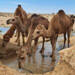 Passer Noël sous le soleil du Sahara tunisien, c’est vivre une expérience magique, loin des traditions hivernales européennes. Oubliez le froid, les doudounes et les sapins enneigés ! En 2026, laissez-vous tenter par un circuit de Noël unique en Tunisie, organisé par sudtunisie.com , votre expert du voyage dans le sud tunisien. Entre dunes dorées, nuits étoilées et accueil chaleureux des habitants du désert, c’est une aventure humaine et sensorielle à vivre absolument. 🎄 Noël autrement : le charme du Sahara tunisien Imaginez-vous fêter Noël au cœur des dunes de Douz, surnommée la « porte du Sahara », entouré de silence, de sable et d’un ciel infini constellé d’étoiles. Chez sudtunisie.com, nous croyons que Noël est avant tout un moment de partage et d’évasion. C’est pourquoi nous avons conçu un circuit spécial “Fête de Noël 2026” qui allie tradition tunisienne, authenticité berbère et confort moderne. Vous partirez à la découverte des plus beaux sites du sud : Tozeur et ses oasis légendaires comme Chebika, Tamerza et Mides. Douz et ses dromadaires, véritable porte d’entrée du désert. Matmata, avec ses habitations troglodytiques typiques. Tataouine, terre des ksour et des paysages lunaires. Et bien sûr, une nuit féérique sous tente berbère, autour d’un feu de camp, pour célébrer Noël comme jamais auparavant. 🌅 Un programme complet entre aventure, détente et culture Jour 1 : Arrivée et accueil chaleureux À votre arrivée en Tunisie, notre équipe vous accueille avec le sourire et vous transfère à votre hôtel grâce à notre service de navette aéroport . Vous profiterez d’une première soirée conviviale autour d’un dîner tunisien traditionnel pour vous imprégner de l’ambiance locale. Jour 2 : De Djerba à Douz – aux portes du Sahara Départ en direction de Douz, en traversant des paysages à couper le souffle. En chemin, arrêt à Matmata, célèbre pour ses maisons creusées dans la roche, où vous découvrirez un mode de vie ancestral. Après le déjeuner, cap sur Douz. En fin d’après-midi, balade à dos de dromadaire au coucher du soleil pour admirer la magie du désert. Jour 3 : Noël sous les étoiles du désert C’est le grand jour ! Après le petit déjeuner, départ pour une excursion en 4x4 vers les dunes du Grand Erg Oriental. Déjeuner dans un campement saharien et installation dans votre tente berbère. Le soir, place à une soirée de Noël inoubliable : repas traditionnel, musique bédouine et danse autour du feu. Une ambiance féerique vous attend sous les étoiles. Jour 4 : Oasis de montagne et retour Après une nuit magique, cap sur les oasis de Chebika et Tamerza, véritables paradis au milieu du désert. Cascades, palmiers et sources naturelles vous offriront un contraste saisissant avec le sable du Sahara. En fin d’après-midi, retour à votre hôtel et dernière soirée libre. Pour prolonger l’aventure, découvrez également nos randonnées dans le Sahara et en montagne , parfaites pour les amateurs de nature et d’authenticité. 🐫 Des expériences uniques à vivre pendant votre séjour 1. La randonnée dans les dunes Marcher pieds nus sur le sable chaud, écouter le vent, sentir le silence absolu… Une expérience sensorielle et spirituelle incomparable. Nos guides locaux vous accompagneront en toute sécurité pour une immersion totale. 2. Les campements sahariens Dormir dans une tente berbère confortable, se réveiller avec le lever du soleil sur les dunes… Voilà le genre de moments qu’on n’oublie jamais ! Les campements sélectionnés par sudtunisie.com allient authenticité et confort, avec des repas savoureux et un accueil chaleureux. 3. Les oasis verdoyantes Les oasis du sud tunisien sont de véritables joyaux. À Chebika, Tamerza ou Midès, l’eau jaillit des roches pour former des bassins naturels entourés de palmiers. C’est une halte idéale pour se rafraîchir et admirer la beauté brute de la nature. 4. Les traditions locales Rencontrez les habitants du désert, découvrez leurs coutumes, leurs plats typiques comme le couscous au méchoui, et partagez un moment de convivialité autour du thé à la menthe. C’est aussi cela, l’esprit du Sahara tunisien : des sourires, de la simplicité et de l’hospitalité. ✨ Pourquoi choisir sudtunisie.com pour votre circuit de Noël 2026 ? Nous ne sommes pas une simple agence, nous sommes des passionnés du désert tunisien. Depuis des années, sudtunisie.com propose des circuits sur mesure, des excursions authentiques et des voyages d’émotion. Chaque détail est pensé pour que votre expérience soit unique : itinéraires exclusifs, hébergements soigneusement sélectionnés, et accompagnement personnalisé du début à la fin. Nos atouts : Des guides locaux expérimentés, amoureux de leur région. Des circuit personnalisables selon vos envies et votre budget. Des petits groupes pour plus de convivialité et d’immersion. Une assistance 24h/24 avant, pendant et après votre voyage. Vous pouvez même demander un devis gratuit et sans engagement en ligne en quelques clics pour planifier votre prochain voyage. 🔥 Nos circuits et excursions coup de cœur pour prolonger l’expérience 1. Circuit “Les Merveilles du Sahara” Un parcours complet qui traverse Douz, Tozeur, Chott El Jerid et les oasis de montagne. Idéal pour une première découverte du sud tunisien. 👉 Découvrez-le sur cette page . 2. Randonnée Montagne & Sahara Pour les amateurs de trek et d’aventure douce, cette randonnée montagne Sahara combine paysages montagneux, désert et villages berbères. 3. Excursions à la journée Parfaites pour les courts séjours ou les familles, nos excursions en Tunisie vous emmènent à Matmata, Ksar Ghilane, ou encore Douz, avec départs garantis chaque semaine. 4. Blog et idées de voyage Besoin d’inspiration avant de partir ? Consultez notre blog sur les excursions en Tunisie pour découvrir nos conseils, itinéraires et bons plans. 🎁 Le Noël 2026 de vos rêves dans le désert tunisien Passer Noël dans le Sahara, c’est bien plus qu’un simple voyage : c’est une parenthèse hors du temps, une reconnexion à soi-même et à la nature. Sous les étoiles du désert, vous oublierez les cadeaux matériels pour vous offrir l’expérience d’une vie. Chez sudtunisie.com, nous faisons de chaque fête de Noël une aventure humaine et authentique. Que vous voyagiez en couple, en famille ou entre amis, notre circuit spécial Noël 2026 vous promet des souvenirs impérissables : un coucher de soleil sur les dunes, un dîner berbère au coin du feu, des rires partagés sous la Voie lactée. 📞 Réservez votre circuit dès maintenant Les places pour le circuit Noël 2026 dans le Sahara tunisien sont limitées. Ne manquez pas cette occasion unique de vivre une expérience féerique dans le désert. ➡️ Demandez dès aujourd’hui votre devis gratuit ➡️ Découvrez tous nos circuits dans le désert tunisien ➡️ Et lisez les avis voyageurs sur TripAdvisor pour vous inspirer. 🌍 Vivez la magie du Sahara tunisien avec Sudtunisie.com Si vous rêvez d’un Noël 2026 hors du commun, entre aventure, culture et détente, le circuit Sahara Tunisie est fait pour vous. De Djerba à Tozeur, en passant par Douz, Matmata, Tamerza et Chebika, chaque étape vous plongera dans une Tunisie authentique, loin du tourisme de masse. Et surtout, vous partagerez des moments uniques avec des gens vrais, dans un cadre naturel à couper le souffle. Offrez-vous un cadeau inoubliable : la chaleur du désert, la beauté du silence et la magie de Noël sous les étoiles. Avec SudTunisie.com , préparez-vous à vivre une aventure qui marquera votre cœur… et vos souvenirs.