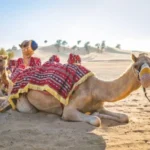 Le Sud tunisien est une terre d’émotions, un tableau vivant où le sable doré se mêle à l’histoire millénaire, où chaque vent du désert porte un parfum d’aventure et d’authenticité. Entre Douz, Tozeur, Tataouine, Matmata et les oasis de montagne, chaque étape est une rencontre, une respiration, une promesse d’évasion. Chez Sud Tunisie, nous vous invitons à découvrir un monde à part, celui du Sahara, à travers des circuits et excursions personnalisés qui reflètent vos envies, vos rythmes et vos rêves. Découvrez dès maintenant nos itinéraires sur mesure ici : 👉 circuits désert Tunisie . Pourquoi choisir un voyage au Sud tunisien ? Le Sud de la Tunisie n’est pas qu’une destination, c’est une expérience sensorielle. On y respire le silence des dunes, on goûte la chaleur humaine des habitants, et on se laisse bercer par la lumière unique du désert. Nous avons conçu nos circuits pour que vous puissiez vivre la Tunisie profonde, celle que les circuits classiques effleurent à peine. Imaginez-vous en 4x4 traversant le Chott el-Jérid, ce lac salé infini où le soleil joue avec les mirages. Plus loin, les dunes de Ksar Ghilane vous accueillent pour une nuit étoilée sous tente bédouine. Vous marcherez sur les traces des anciens caravanes, visiterez les villages troglodytiques de Matmata, et partagerez un couscous au feu de bois avec les habitants du désert. Et si vous cherchez une immersion totale, nos circuits peuvent partir de n’importe quelle adresse en Tunisie : hôtel, aéroport ou domicile. Nous venons vous chercher et nous adaptons votre itinéraire selon vos préférences et la durée de votre séjour (2 jours/1 nuit, 3 jours/2 nuits ou plus). Pour plus de confort, découvrez aussi nos services de navette aéroport qui facilitent vos transferts à l’aller comme au retour. Nos circuits désert les plus populaires Chaque circuit est pensé pour combiner aventure, détente et culture. Vous pouvez partir seul, en couple, en famille ou entre amis, et choisir la durée qui vous convient. Circuit 2 jours / 1 nuit : Douz – Ksar Ghilane – Matmata Un itinéraire court mais intense, parfait pour une première immersion dans le Sahara. Jour 1 : départ de votre hôtel vers Douz, puis traversée du désert en 4x4 jusqu’à Ksar Ghilane. Baignade dans la source chaude naturelle, balade à dos de dromadaire, et coucher de soleil sur les dunes. Nuit sous tente saharienne. Jour 2 : route vers Matmata, célèbre pour ses maisons troglodytiques. Déjeuner chez l’habitant avant de reprendre la route vers votre lieu de départ. Ce circuit, simple et magique, est idéal pour une escapade romantique ou une initiation douce au désert. Circuit 3 jours / 2 nuits : Tozeur – Chebika – Douz – Ksar Ghilane Un itinéraire plus complet, qui allie paysages de montagne, désert et traditions berbères. Jour 1 : découverte des oasis de montagne : Chebika, Tamerza et Mides. Cascades, palmeraies suspendues et vues panoramiques vous attendent. Jour 2 : direction Douz, la “porte du désert”. Balade chamelière, puis départ pour Ksar Ghilane et nuit sous les étoiles. Jour 3 : visite du fort romain, route vers Matmata et retour à Tozeur ou Djerba selon votre point d’arrivée. Une aventure parfaite pour ceux qui veulent voir la diversité du Sud tunisien en trois jours. Circuit 5 à 8 jours : Le Grand Sud et ses secrets Pour les voyageurs qui veulent tout explorer, nos circuits longs traversent les zones sahariennes les plus reculées et vous plongent dans la Tunisie authentique. De Tozeur à Tataouine, en passant par Douz, Chenini, Ksar Ouled Soltane, Matmata et Gabès, vous découvrirez des paysages contrastés : montagnes, dunes, villages berbères et oasis verdoyantes. Ces programmes comprennent des bivouacs confortables, des hébergements typiques, et la possibilité d’ajouter des randonnées à pied ou à dos de dromadaire selon vos envies. Consultez tous les détails ici 👉 circuits désert Sahara . Excursions d’une journée : vivez le Sud à votre rythme Pas besoin de passer plusieurs jours dans le désert pour en ressentir la magie. Nos excursions à la journée permettent de découvrir les plus beaux sites du Sud tunisien depuis Tozeur, Douz ou Djerba. 1. Oasis de montagne – Chebika, Tamerza et Mides Des paysages dignes d’un film ! Vous marcherez dans les palmeraies, longerez les oueds, admirerez les cascades et profiterez d’une vue panoramique sur l’Atlas tunisien. 2. Matmata – Tamezret Partez à la découverte des maisons troglodytiques creusées dans la roche. Vous y rencontrerez des familles berbères et goûterez la cuisine traditionnelle du Sud. 3. Ong Jmel et le Chott el-Jérid Découvrez les décors de cinéma de Star Wars et les mirages du plus grand lac salé de Tunisie. Un spectacle unique entre ciel et terre. Pour plus d’idées, explorez nos excursions en Tunisie et laissez-vous inspirer par nos articles de blog dédiés aux expériences à ne pas manquer. Randonnées et treks dans le Sahara tunisien Le Sud n’est pas seulement un lieu de contemplation, c’est aussi un terrain d’aventure. Nos programmes de randonnée montagne et Sahara permettent de marcher au rythme du vent et du silence. Que vous soyez amateur de marche douce ou passionné de trekking, nos guides vous accompagnent sur des sentiers hors des sentiers battus, entre plateaux rocheux, dunes et oasis secrètes. Chaque soir, un bivouac vous attend, avec dîner au feu de camp, ciel étoilé et hospitalité saharienne. Nos services : confort, sécurité et authenticité Pour garantir un voyage sans stress, nous mettons à votre disposition : Des 4x4 climatisés et récents, conduits par des chauffeurs professionnels. Des guides locaux expérimentés, passionnés par leur région. Des repas traditionnels préparés sur place : couscous, tajine, pain tabouna, dattes et thé à la menthe. Des hébergements soigneusement sélectionnés : maisons d’hôtes, tentes nomades, lodges dans les oasis. Et pour vos déplacements, notre service de navette aéroport vous accueille dès votre arrivée à Tozeur, Djerba, Gabès ou Tunis. Culture, gastronomie et rencontres : le cœur du voyage Le Sud tunisien, c’est aussi la chaleur humaine de ses habitants. Dans chaque village, on vous accueillera avec un sourire sincère et un thé brûlant. Les marchés regorgent d’épices colorées, de tapis tissés à la main, de poteries et de bijoux berbères. Côté gastronomie, attendez-vous à des repas simples mais savoureux : couscous aux légumes, brik croustillante, méchoui d’agneau, datte Deglet Nour fondante. Et le soir, autour du feu, laissez-vous bercer par les chants traditionnels et le silence magique du Sahara. Personnalisez votre voyage dès aujourd’hui Chaque voyageur est unique, et c’est pour cela que nous proposons des circuits personnalisés selon vos envies et votre budget. Que vous souhaitiez un voyage romantique à deux, une aventure entre amis, ou une expérience familiale, nous adaptons chaque détail : durée, hébergement, repas, rythme et itinéraire. Demandez votre devis gratuit dès maintenant. Notre équipe vous répond rapidement avec des propositions claires, flexibles et sans engagement. Nos départs possibles en Tunisie Peu importe où vous vous trouvez : Tunis, Sousse, Gabès, Djerba, Tozeur ou Monastir… Nous organisons un transfert direct jusqu’à votre point de départ d’excursion. Vous pouvez même combiner plusieurs régions : désert + montagne, ou Sahara + île de Djerba. Avec notre service de navette aéroport , votre expérience commence dès votre arrivée. Avis et témoignages de voyageurs Nos voyageurs reviennent souvent émerveillés de leur expérience dans le Sud tunisien. Vous pouvez lire leurs avis et partager le vôtre sur TripAdvisor – Sud Tunisie . Leurs récits parlent d’émotions vraies, de rencontres marquantes, et d’un dépaysement total. Car ici, chaque détail compte : le parfum du sable, la chaleur du feu, la gentillesse des gens. Prêt à vivre le Sahara tunisien ? Nous croyons qu’un voyage réussi, c’est un mélange parfait entre nature, culture et aventure. Nos circuits et excursions sont faits pour vous ressembler : vous choisissez la durée, le style et le rythme. 👉 Découvrez tous nos circuits dans le désert . 👉 Explorez nos idées de randonnée dans le Sahara . 👉 Demandez un devis gratuit et personnalisé . 👉 Consultez nos excursions en Tunisie et notre blog de voyage pour encore plus d’idées. Et surtout, préparez-vous à vivre une aventure inoubliable, là où le désert rencontre le ciel, et où chaque silence raconte une histoire.