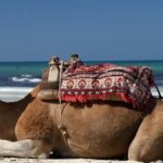 Le Sud tunisien, c’est d’abord un désert vivant, des oasis millénaires et des villages troglodytiques qui racontent encore la geste des caravaniers. C’est aussi un terrain de jeu pour celles et ceux qui rêvent d’un réveillon du Nouvel An pas comme les autres : coucher de soleil sur l’erg doré, veillée sous le ciel du Sahara, dîner typique autour du feu, et nuit sous tente ou en lodge de charme. Nous organisons des circuits privés sur mesure et des excursions calibrées au millimètre pour célébrer la fin d’année loin de la foule, au plus près de l’essentiel. Pourquoi choisir le Sud tunisien pour la fête de fin d’année ? En décembre et janvier, le Sud de la Tunisie offre une météo douce la journée (souvent 16–22°C) et des nuits fraîches qui rendent la veillée au feu magique. Les grands espaces du Grand Erg Oriental, les oasis de Tozeur, Nefta, Chebika et Tamerza, les dunes de Douz ou Ksar Ghilane, sans oublier les reliefs du Dahar vers Matmata, Chenini et Douiret, composent un décor de cinéma pour un voyage mémorable. Intimité & authenticité : nos circuits sont privés, rien que pour vous. Vous avancez à votre rythme, avec un guide francophone dédié. Logistique fluide : transferts, hébergements, 4×4, dromadaires, dîners spéciaux… nous nous occupons de tout, de l’aéroport à l’oasis. Pour simplifier vos arrivées, découvrez notre service de navette aéroport . Expérience calibrée : bivouac premium, campements confort, lodges de charme, hôtels de catégorie supérieure : nous adaptons le niveau de confort et le rythme à votre profil (famille, couple, tribu d’amis, voyageurs solo). Nos grands classiques : circuits désert en Tunisie taillés pour le Nouvel An Pour que vous puissiez vous projeter facilement, voici des exemples d’itinéraires que nous personnalisons ensuite selon vos envies. Vous pouvez aussi explorer notre sélection complète ici : circuits désert en Tunisie . Circuit 3 jours – “Échappée saharienne” (Douz – Ksar Ghilane) Jour 1 – Douz, porte du désert Accueil, installation et départ en 4×4 ou en méharée (balade à dos de dromadaire) au milieu des dunes. Coucher de soleil sur l’erg, dîner berbère, veillée aux étoiles. Jour 2 – Ksar Ghilane, source chaude Piste saharienne, bain thermal en pleine oasis, marche douce sur les crêtes sableuses. Option quad pour les amateurs de sensations. Nuit en campement (standard, confort ou premium). Jour 3 – Fort Tisavar & retour Lever de soleil, visite du fort romain, route vers Matmata ou retour à Douz. Derniers panoramas sur le Chott et déjeuner typique avant transfert retour. Circuit 5 jours – “Grand Erg & Dahar” (Douz – Matmata – Chenini) Jours 1–2 – Douz & Ksar Ghilane Immersion dans l’erg, méharée, source chaude, bivouac chic. Cuisine locale (couscous, méchoui, pain de sable), musique et contes sous la Voie lactée. Jour 3 – Matmata troglodyte Découverte des maisons creusées dans la roche, déjeuner chez l’habitant, atelier cuisine sur demande. Route vers Tataouine. Jour 4 – Chenini & Douiret Randonnée panoramique entre ksour et villages suspendus, rencontre avec des artisans, coucher de soleil sur les montagnes du Dahar. Jour 5 – Option Star Wars / Chenini by light Escapade vers les décors mythiques ou temps libre. Dernier déjeuner berbère et transfert. Circuit 8 jours – “Oasis & Sahara de légende” (Tozeur – Tamerza – Douz – Ksar Ghilane – Matmata) Jour 1 – Tozeur Palmeraie, vieilles médinas en brique de terre, musée, coucher de soleil sur la corbeille de Nefta. Jour 2 – Chebika, Tamerza & Mides Les gorges d’eau claire, les points de vue vertigineux, cascade de Tamerza. Soirée douce dans un lodge. Jour 3 – Chott el-Jerid & Douz Traversée du lac salé aux mirages, premières dunes, dîner sous tente. Jour 4 – Dunes profondes Journée saharienne, piste, foyer nomade, pain de sable cuit sous la cendre, nuit étoilée. Jour 5 – Ksar Ghilane Source chaude, quad (option), Fort Tisavar, sablage doux des pieds dans les ergs. Jour 6 – Matmata Immersion chez l’habitant, cafés troglodytes, lecture du ciel noir du Dahar. Jour 7 – Chenini Balade patrimoniale, dégustation d’huile d’olive, miel et dattes Deglet Nour (en saison). Jour 8 – Retour Transfert selon votre aéroport de départ (Tozeur, Djerba, Gabès, Tunis). Possibilité de prolonger sur la mer à Djerba. Envie de combiner dunes et relief ? Parcourez nos idées randonnée montagne & Sahara pour créer votre duo “dunes + dahar” parfait. Excursions Sahara Tunisie à la journée : sensations fortes et rencontres vraies Vous disposez de peu de temps ? Nos excursions en Tunisie concentrent l’essentiel en une journée ou une demi-journée, au départ de Tozeur, Douz, Djerba ou Tataouine. Oasis de montagne : Chebika, Tamerza et Mides, entre sources et falaises. Star Wars & Ong Jmel : pistes jusqu’aux décors de cinéma, dunes au cordeau. Matmata & troglodytes : immersion berbère, déjeuner authentique. Ksar Ghilane express : bain de source, boucle sur les dunes, coucher de soleil. Méharée au pas du dromadaire : marche silencieuse, traces fines dans le sable. Quad dans l’erg : brief sécurité, parcours progressif, adrénaline maîtrisée. Chaque sortie est privée, menée par un guide certifié. Les équipements (casques, charlottes, gants si besoin) sont fournis, et l’itinéraire s’adapte au groupe : familles avec jeunes enfants, aventuriers, photographes, hédonistes… À vous de choisir le tempo. Réveillon dans le désert : dîner sous les étoiles et veillée berbère C’est l’expérience qui fait briller les regards : réveillon du Nouvel An en plein Sahara. Nous dressons un campement chaleureux avec tentes confortables (literie, couvertures chaudes, chauffage selon catégorie), table festive et cuisine du feu (brick, chorba, agneau aux herbes, dattes flambées…). Musiciens, contes du désert, danse au pied des dunes… et à minuit, un ciel constellé comme un bouquet de feu d’artifice naturel. Selon la formule choisie, vous terminez la nuit en bivouac premium ou dans un lodge de charme à proximité. Pour toutes les demandes sur mesure (allergies, végétarien, gâteau d’anniversaire, surprise romantique), notre équipe est ultra-réactive. Le plus simple : obtenez un devis gratuit et rapide . Logistique & confort : nos engagements pour un voyage fluide Transferts facilités : de/vers Tozeur, Djerba, Tunis, Gabès. Réservez à l’avance votre navette aéroport pour éviter l’attente. Hébergements sur mesure : hôtels de charme, maisons d’hôtes, tentes privatisées, camps premium… Nous proposons plusieurs gammes. Guides passionnés : experts du terrain, francophones, formés à la sécurité désert et aux premiers secours. Rythme adaptable : réveil tardif pour les familles, lever très matinal pour photographes, siestes à l’ombre des palmes. Mobilité & équipements : 4×4 récents, pneus adaptés, trousse de secours, eau et encas à bord, cartographie hors-ligne. Respect des lieux : zéro trace, tri des déchets, valorisation des fournisseurs locaux. Conseils pratiques pour un Nouvel An réussi dans le Sahara Tenue : superposez les couches. Journée douce, nuits fraîches : polaire + coupe-vent, bonnet léger, foulard contre le vent de sable. Chaussures : baskets à semelle souple ou chaussures de rando légères (les dunes aiment la souplesse). Santé : crème solaire, stick lèvres, hydratation régulière. Pharmacie perso selon vos habitudes. Tech : banque d’alimentation (power bank), housse anti-sable pour smartphone/appareil photo. Culture : un ou deux mots de salutations en arabe tunisien font toujours plaisir : aslema, barcha merci. Souvenirs : huile d’olive du Dahar, poterie de Guellala (Djerba), dattes Deglet Nour (en saison). Pour vous inspirer avant de partir, parcourez nos actualités et récits : blog excursions Tunisie . Privatisation & sur-mesure : votre voyage, vos règles Nous travaillons sans modèles figés. Dites-nous si vous rêvez d’un réveillon 100 % dunes, d’une randonnée mixte montagne–désert, d’un shooting au lever du jour, d’une nuit “1001 étoiles” loin de tout, d’un dîner gastronomique nomade, ou d’un séjour “slow” avec deux nuits dans la même oasis pour savourer le temps. Notre rôle : transformer vos idées en itinéraires clairs, sûrs et fluides. Vous êtes en famille ? Nous prévoyons des étapes plus courtes, de petites chasses au trésor dans l’oasis, des menus kids-friendly. Vous venez entre amis ? Nous privatisons les quads, organisons un DJ set discret au camp (selon contraintes locales). Vous voyagez en duo ? Dîner privé sur une dune, tente prestige, photographe au lever du soleil : dites-nous tout. Envie de bâtir votre programme pas à pas ? Parcourez nos circuits désert et nos idées randonnée montagne & Sahara , puis demandez un devis gratuit : nous répondons vite, avec un plan détaillé et transparent. Tarifs, inclusions & transparence Chaque voyage étant privé, le coût dépend du nombre de participants, de la saison, du niveau de confort souhaité et des activités choisies (quad, méharée allongée, tente prestige, guide photographe, etc.). Notre promesse : Prix détaillé poste par poste, sans surprise. Inclusions claires : transferts, 4×4 et carburant, guide, hébergements selon gamme, certains repas, eau/encas, activités prévues. Options listées (quad, sandboard, upgrade tente, veillée musicale). Conditions souples (modifications possibles jusqu’à une date fixée ensemble). Le plus simple est de nous écrire via le formulaire de devis gratuit : vous recevez une proposition claire, et nous ajustons avec vous jusqu’à ce que ce soit parfaitement aligné avec vos attentes. Départs, accès & transferts aéroport Vous pouvez commencer votre circuit depuis Tozeur, Djerba, Gabès ou Tunis, selon vos vols. Nous vous aidons à optimiser l’itinéraire pour réduire la route et maximiser le temps d’expérience (dunes, oasis, villages). Pensez à réserver assez tôt votre navette aéroport : nous vous attendons à la sortie avec une pancarte, puis cap au sud ! FAQ — Circuit Sud Tunisie & Excursion Sahara (spécial Nouvel An) Combien de jours faut-il pour “sentir” le Sahara ? En 3 jours, vous goûtez déjà à l’essentiel (dunes + oasis). En 5 jours, vous reliez erg et Dahar. En 8 jours, vous vivez la grande traversée oasis–désert avec un rythme confortable. Est-ce adapté aux familles avec enfants ? Oui. Nous modulons distances, pauses et menus. Les enfants adorent la méharée, la pâtisserie au camp et les ciels étoilés. Faut-il être sportif ? Pas nécessaire. Nos circuits s’adaptent à vous. Nous proposons aussi de vraies randonnées pour marcheurs : voyez nos idées montagne & Sahara . Il fait froid la nuit ? Oui, la nuit peut être fraîche : nous fournissons couvertures et, selon la gamme, chauffage. Apportez bonnet/foulard pour le soir. Peut-on faire du quad ? Bien sûr, avec briefing sécurité, encadrement et itinéraire progressif. C’est une option ajoutée à votre programme. Et si nous voulons un réveillon “très chic” ? Tente prestige, table dressée, menu spécial, veillée musicale, décor lumière… nous personnalisons chaque détail. Où trouver nos circuits et excursions détaillés ? Découvrez tous nos circuits désert , nos excursions et notre blog pour les idées à la mode. Comment réserver rapidement ? Remplissez le devis gratuit : nous revenons vers vous avec un plan personnalisé et une proposition ferme. Avis & retours d’expérience : votre voix compte Votre retour nous aide à peaufiner chaque détail et guide les voyageurs qui viendront après vous. Après votre circuit, laissez un commentaire sur notre page dédiée : laisser un avis sur TripAdvisor . Vous pouvez aussi partager vos photos de dunes, vos coups de cœur culinaires ou vos bons plans : nous serons ravis de les relayer (avec votre accord). Prêt·e à célébrer la fin d’année dans le Sahara ? Si cette année vous avez envie de sens, de silence vibrant et de beauté simple, le Sud tunisien vous tend les bras. Nous créons pour vous une parenthèse lumineuse, un réveillon qui ne ressemble qu’à vous : intime, chaleureux, parfois festif, toujours authentique. Explorez nos circuits désert pour vous inspirer. Pimentez l’itinéraire avec une randonnée montagne & Sahara . Ajoutez une excursion d’une journée autour de votre camp de base. Programmez votre navette aéroport pour voyager l’esprit libre. Demandez votre devis gratuit et sans engagement : on personnalise, on ajuste, on peaufine — jusqu’à la perfection. Et si vous souhaitez approfondir, notre page circuits désert en Tunisie détaille les variantes (bivouac premium, lodges, familles, photo-trips, lune de miel). Enfin, pour une lecture utile avant de boucler votre valise, pensez au blog des excursions en Tunisie : conseils d’équipement, idées de spots, carnets d’inspiration. À très vite dans le désert ! Sous les palmes des oasis ou au sommet d’une dune orange, nous serons là, à vos côtés, pour que votre Fête de fin d’année en Tunisie soit plus qu’un voyage : une empreinte lumineuse que vous garderez longtemps.