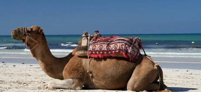Le Sud tunisien, c’est d’abord un désert vivant, des oasis millénaires et des villages troglodytiques qui racontent encore la geste des caravaniers. C’est aussi un terrain de jeu pour celles et ceux qui rêvent d’un réveillon du Nouvel An pas comme les autres : coucher de soleil sur l’erg doré, veillée sous le ciel du Sahara, dîner typique autour du feu, et nuit sous tente ou en lodge de charme. Nous organisons des circuits privés sur mesure et des excursions calibrées au millimètre pour célébrer la fin d’année loin de la foule, au plus près de l’essentiel. Pourquoi choisir le Sud tunisien pour la fête de fin d’année ? En décembre et janvier, le Sud de la Tunisie offre une météo douce la journée (souvent 16–22°C) et des nuits fraîches qui rendent la veillée au feu magique. Les grands espaces du Grand Erg Oriental, les oasis de Tozeur, Nefta, Chebika et Tamerza, les dunes de Douz ou Ksar Ghilane, sans oublier les reliefs du Dahar vers Matmata, Chenini et Douiret, composent un décor de cinéma pour un voyage mémorable. Intimité & authenticité : nos circuits sont privés, rien que pour vous. Vous avancez à votre rythme, avec un guide francophone dédié. Logistique fluide : transferts, hébergements, 4×4, dromadaires, dîners spéciaux… nous nous occupons de tout, de l’aéroport à l’oasis. Pour simplifier vos arrivées, découvrez notre service de navette aéroport . Expérience calibrée : bivouac premium, campements confort, lodges de charme, hôtels de catégorie supérieure : nous adaptons le niveau de confort et le rythme à votre profil (famille, couple, tribu d’amis, voyageurs solo). Nos grands classiques : circuits désert en Tunisie taillés pour le Nouvel An Pour que vous puissiez vous projeter facilement, voici des exemples d’itinéraires que nous personnalisons ensuite selon vos envies. Vous pouvez aussi explorer notre sélection complète ici : circuits désert en Tunisie . Circuit 3 jours – “Échappée saharienne” (Douz – Ksar Ghilane) Jour 1 – Douz, porte du désert Accueil, installation et départ en 4×4 ou en méharée (balade à dos de dromadaire) au milieu des dunes. Coucher de soleil sur l’erg, dîner berbère, veillée aux étoiles. Jour 2 – Ksar Ghilane, source chaude Piste saharienne, bain thermal en pleine oasis, marche douce sur les crêtes sableuses. Option quad pour les amateurs de sensations. Nuit en campement (standard, confort ou premium). Jour 3 – Fort Tisavar & retour Lever de soleil, visite du fort romain, route vers Matmata ou retour à Douz. Derniers panoramas sur le Chott et déjeuner typique avant transfert retour. Circuit 5 jours – “Grand Erg & Dahar” (Douz – Matmata – Chenini) Jours 1–2 – Douz & Ksar Ghilane Immersion dans l’erg, méharée, source chaude, bivouac chic. Cuisine locale (couscous, méchoui, pain de sable), musique et contes sous la Voie lactée. Jour 3 – Matmata troglodyte Découverte des maisons creusées dans la roche, déjeuner chez l’habitant, atelier cuisine sur demande. Route vers Tataouine. Jour 4 – Chenini & Douiret Randonnée panoramique entre ksour et villages suspendus, rencontre avec des artisans, coucher de soleil sur les montagnes du Dahar. Jour 5 – Option Star Wars / Chenini by light Escapade vers les décors mythiques ou temps libre. Dernier déjeuner berbère et transfert. Circuit 8 jours – “Oasis & Sahara de légende” (Tozeur – Tamerza – Douz – Ksar Ghilane – Matmata) Jour 1 – Tozeur Palmeraie, vieilles médinas en brique de terre, musée, coucher de soleil sur la corbeille de Nefta. Jour 2 – Chebika, Tamerza & Mides Les gorges d’eau claire, les points de vue vertigineux, cascade de Tamerza. Soirée douce dans un lodge. Jour 3 – Chott el-Jerid & Douz Traversée du lac salé aux mirages, premières dunes, dîner sous tente. Jour 4 – Dunes profondes Journée saharienne, piste, foyer nomade, pain de sable cuit sous la cendre, nuit étoilée. Jour 5 – Ksar Ghilane Source chaude, quad (option), Fort Tisavar, sablage doux des pieds dans les ergs. Jour 6 – Matmata Immersion chez l’habitant, cafés troglodytes, lecture du ciel noir du Dahar. Jour 7 – Chenini Balade patrimoniale, dégustation d’huile d’olive, miel et dattes Deglet Nour (en saison). Jour 8 – Retour Transfert selon votre aéroport de départ (Tozeur, Djerba, Gabès, Tunis). Possibilité de prolonger sur la mer à Djerba. Envie de combiner dunes et relief ? Parcourez nos idées randonnée montagne & Sahara pour créer votre duo “dunes + dahar” parfait. Excursions Sahara Tunisie à la journée : sensations fortes et rencontres vraies Vous disposez de peu de temps ? Nos excursions en Tunisie concentrent l’essentiel en une journée ou une demi-journée, au départ de Tozeur, Douz, Djerba ou Tataouine. Oasis de montagne : Chebika, Tamerza et Mides, entre sources et falaises. Star Wars & Ong Jmel : pistes jusqu’aux décors de cinéma, dunes au cordeau. Matmata & troglodytes : immersion berbère, déjeuner authentique. Ksar Ghilane express : bain de source, boucle sur les dunes, coucher de soleil. Méharée au pas du dromadaire : marche silencieuse, traces fines dans le sable. Quad dans l’erg : brief sécurité, parcours progressif, adrénaline maîtrisée. Chaque sortie est privée, menée par un guide certifié. Les équipements (casques, charlottes, gants si besoin) sont fournis, et l’itinéraire s’adapte au groupe : familles avec jeunes enfants, aventuriers, photographes, hédonistes… À vous de choisir le tempo. Réveillon dans le désert : dîner sous les étoiles et veillée berbère C’est l’expérience qui fait briller les regards : réveillon du Nouvel An en plein Sahara. Nous dressons un campement chaleureux avec tentes confortables (literie, couvertures chaudes, chauffage selon catégorie), table festive et cuisine du feu (brick, chorba, agneau aux herbes, dattes flambées…). Musiciens, contes du désert, danse au pied des dunes… et à minuit, un ciel constellé comme un bouquet de feu d’artifice naturel. Selon la formule choisie, vous terminez la nuit en bivouac premium ou dans un lodge de charme à proximité. Pour toutes les demandes sur mesure (allergies, végétarien, gâteau d’anniversaire, surprise romantique), notre équipe est ultra-réactive. Le plus simple : obtenez un devis gratuit et rapide . Logistique & confort : nos engagements pour un voyage fluide Transferts facilités : de/vers Tozeur, Djerba, Tunis, Gabès. Réservez à l’avance votre navette aéroport pour éviter l’attente. Hébergements sur mesure : hôtels de charme, maisons d’hôtes, tentes privatisées, camps premium… Nous proposons plusieurs gammes. Guides passionnés : experts du terrain, francophones, formés à la sécurité désert et aux premiers secours. Rythme adaptable : réveil tardif pour les familles, lever très matinal pour photographes, siestes à l’ombre des palmes. Mobilité & équipements : 4×4 récents, pneus adaptés, trousse de secours, eau et encas à bord, cartographie hors-ligne. Respect des lieux : zéro trace, tri des déchets, valorisation des fournisseurs locaux. Conseils pratiques pour un Nouvel An réussi dans le Sahara Tenue : superposez les couches. Journée douce, nuits fraîches : polaire + coupe-vent, bonnet léger, foulard contre le vent de sable. Chaussures : baskets à semelle souple ou chaussures de rando légères (les dunes aiment la souplesse). Santé : crème solaire, stick lèvres, hydratation régulière. Pharmacie perso selon vos habitudes. Tech : banque d’alimentation (power bank), housse anti-sable pour smartphone/appareil photo. Culture : un ou deux mots de salutations en arabe tunisien font toujours plaisir : aslema, barcha merci. Souvenirs : huile d’olive du Dahar, poterie de Guellala (Djerba), dattes Deglet Nour (en saison). Pour vous inspirer avant de partir, parcourez nos actualités et récits : blog excursions Tunisie . Privatisation & sur-mesure : votre voyage, vos règles Nous travaillons sans modèles figés. Dites-nous si vous rêvez d’un réveillon 100 % dunes, d’une randonnée mixte montagne–désert, d’un shooting au lever du jour, d’une nuit “1001 étoiles” loin de tout, d’un dîner gastronomique nomade, ou d’un séjour “slow” avec deux nuits dans la même oasis pour savourer le temps. Notre rôle : transformer vos idées en itinéraires clairs, sûrs et fluides. Vous êtes en famille ? Nous prévoyons des étapes plus courtes, de petites chasses au trésor dans l’oasis, des menus kids-friendly. Vous venez entre amis ? Nous privatisons les quads, organisons un DJ set discret au camp (selon contraintes locales). Vous voyagez en duo ? Dîner privé sur une dune, tente prestige, photographe au lever du soleil : dites-nous tout. Envie de bâtir votre programme pas à pas ? Parcourez nos circuits désert et nos idées randonnée montagne & Sahara , puis demandez un devis gratuit : nous répondons vite, avec un plan détaillé et transparent. Tarifs, inclusions & transparence Chaque voyage étant privé, le coût dépend du nombre de participants, de la saison, du niveau de confort souhaité et des activités choisies (quad, méharée allongée, tente prestige, guide photographe, etc.). Notre promesse : Prix détaillé poste par poste, sans surprise. Inclusions claires : transferts, 4×4 et carburant, guide, hébergements selon gamme, certains repas, eau/encas, activités prévues. Options listées (quad, sandboard, upgrade tente, veillée musicale). Conditions souples (modifications possibles jusqu’à une date fixée ensemble). Le plus simple est de nous écrire via le formulaire de devis gratuit : vous recevez une proposition claire, et nous ajustons avec vous jusqu’à ce que ce soit parfaitement aligné avec vos attentes. Départs, accès & transferts aéroport Vous pouvez commencer votre circuit depuis Tozeur, Djerba, Gabès ou Tunis, selon vos vols. Nous vous aidons à optimiser l’itinéraire pour réduire la route et maximiser le temps d’expérience (dunes, oasis, villages). Pensez à réserver assez tôt votre navette aéroport : nous vous attendons à la sortie avec une pancarte, puis cap au sud ! FAQ — Circuit Sud Tunisie & Excursion Sahara (spécial Nouvel An) Combien de jours faut-il pour “sentir” le Sahara ? En 3 jours, vous goûtez déjà à l’essentiel (dunes + oasis). En 5 jours, vous reliez erg et Dahar. En 8 jours, vous vivez la grande traversée oasis–désert avec un rythme confortable. Est-ce adapté aux familles avec enfants ? Oui. Nous modulons distances, pauses et menus. Les enfants adorent la méharée, la pâtisserie au camp et les ciels étoilés. Faut-il être sportif ? Pas nécessaire. Nos circuits s’adaptent à vous. Nous proposons aussi de vraies randonnées pour marcheurs : voyez nos idées montagne & Sahara . Il fait froid la nuit ? Oui, la nuit peut être fraîche : nous fournissons couvertures et, selon la gamme, chauffage. Apportez bonnet/foulard pour le soir. Peut-on faire du quad ? Bien sûr, avec briefing sécurité, encadrement et itinéraire progressif. C’est une option ajoutée à votre programme. Et si nous voulons un réveillon “très chic” ? Tente prestige, table dressée, menu spécial, veillée musicale, décor lumière… nous personnalisons chaque détail. Où trouver nos circuits et excursions détaillés ? Découvrez tous nos circuits désert , nos excursions et notre blog pour les idées à la mode. Comment réserver rapidement ? Remplissez le devis gratuit : nous revenons vers vous avec un plan personnalisé et une proposition ferme. Avis & retours d’expérience : votre voix compte Votre retour nous aide à peaufiner chaque détail et guide les voyageurs qui viendront après vous. Après votre circuit, laissez un commentaire sur notre page dédiée : laisser un avis sur TripAdvisor . Vous pouvez aussi partager vos photos de dunes, vos coups de cœur culinaires ou vos bons plans : nous serons ravis de les relayer (avec votre accord). Prêt·e à célébrer la fin d’année dans le Sahara ? Si cette année vous avez envie de sens, de silence vibrant et de beauté simple, le Sud tunisien vous tend les bras. Nous créons pour vous une parenthèse lumineuse, un réveillon qui ne ressemble qu’à vous : intime, chaleureux, parfois festif, toujours authentique. Explorez nos circuits désert pour vous inspirer. Pimentez l’itinéraire avec une randonnée montagne & Sahara . Ajoutez une excursion d’une journée autour de votre camp de base. Programmez votre navette aéroport pour voyager l’esprit libre. Demandez votre devis gratuit et sans engagement : on personnalise, on ajuste, on peaufine — jusqu’à la perfection. Et si vous souhaitez approfondir, notre page circuits désert en Tunisie détaille les variantes (bivouac premium, lodges, familles, photo-trips, lune de miel). Enfin, pour une lecture utile avant de boucler votre valise, pensez au blog des excursions en Tunisie : conseils d’équipement, idées de spots, carnets d’inspiration. À très vite dans le désert ! Sous les palmes des oasis ou au sommet d’une dune orange, nous serons là, à vos côtés, pour que votre Fête de fin d’année en Tunisie soit plus qu’un voyage : une empreinte lumineuse que vous garderez longtemps.