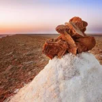 Le Sud tunisien, c’est ce moment où la lumière s’adoucit, où les dunes se teintent d’ambre et où chaque virage ouvre une nouvelle histoire. Nous concevons des circuits et excursions personnalisés qui commencent à l’adresse de votre choix en Tunisie (hôtel, aéroport, maison d’hôtes, domicile, port, gare) et se terminent là où vous le souhaitez. Notre promesse : des itinéraires intelligents, un rythme fluide, et un accompagnement de bout en bout, pour que vous profitiez de l’essentiel — la magie du Sahara et des oasis. Pour une vue d’ensemble immédiate, explorez nos circuits désert pensés pour tous les profils, de la micro-aventure de 2 jours/1 nuit aux grandes traversées de 8 jours et plus. Pourquoi le Sud tunisien s’impose pour un voyage grandiose Les paysages y sont incroyablement variés. En quelques heures, nous traversons le Chott el-Jérid et ses mirages rosés, descendons vers Douz, la “porte du désert”, grimpons dans les oasis de montagne de Chebika, Tamerza et Mides, filons au cœur de l’Erg vers Ksar Ghilane et sa source chaude, plongeons dans l’architecture troglodytique de Matmata, puis vers Tataouine, Chenini et Ksar Ouled Soltane où les ksour racontent la mémoire des peuples. Autour de Tozeur, Ong Jmel et les décors de cinéma offrent un Sahara photogénique aux reliefs généreux. Ce qui nous guide dans la conception de votre séjour : l’équilibre entre routes panoramiques, pistes accessibles, pauses gourmandes, rencontres locales et instants de silence. Chaque journée est calibrée pour maximiser les contrastes (salars, canyons, dunes, palmeraies, plateaux), tout en respectant le confort et la sécurité. Départ depuis l’adresse de votre choix – Transferts fluides & navettes aéroport Nous venons vous chercher là où vous êtes : Tunis, Hammamet, Sousse, Monastir, Sfax, Gabès, Djerba, Tozeur, Kairouan, Sidi Bou Saïd… et nous ajustons l’itinéraire à cette réalité logistique. Pour simplifier votre arrivée/départ, bénéficiez de notre service de navette aéroport (Tozeur–Nefta, Djerba–Zarzis, Tunis–Carthage, Monastir, Enfidha). Grâce aux transferts porte-à-porte, vous gagnez du temps et vous entrez directement dans l’expérience. Circuits personnalisés 2 jours / 1 nuit (ou plus) – L’essentiel sans se presser Un week-end, un pont, un passage éclair en Tunisie ? Nos circuits 2 jours / 1 nuit concentrent l’essentiel du Sud, avec bivouac en option et départs depuis votre adresse. Exemple 1 – Douz & Ksar Ghilane (départ depuis Sfax, Gabès, Djerba ou Tozeur) Jour 1 : arrivée à Douz, piste douce vers l’Erg, marche au coucher du soleil, installation du bivouac (ou camp confort), dîner aux saveurs sahariennes sous un ciel étoilé. Jour 2 : cap sur Ksar Ghilane, pause à la source chaude (baignade possible), déjeuner nomade, retour par Tamezret pour un panorama grand-angle sur les plateaux. Idéal pour une première immersion dans les dunes avec la touche aventure. Exemple 2 – Oasis de montagne & Douz (départ depuis Tozeur, Gafsa, Kairouan) Jour 1 : Chebika (marche dans l’oued et la palmeraie), Tamerza (vue sur les cascades et l’oued), Mides (canyon sculpté). Nuit à Douz. Jour 2 : balade chamelière au lever du soleil, traversée de Chott el-Jérid avec arrêts photo, retour à votre adresse. Parfait si vous rêvez de verdure, roche et sable en 48 heures. Nous adaptons ces canevas à votre point d’arrivée, à votre rythme, à vos intérêts (photo, randonnée, cuisine, architecture, familles avec enfants), et à la saison. Besoin d’inspiration ? Parcourez nos circuits désert à développer . Circuits de 3 à 5 jours – Le “meilleur ratio” découverte/confort 3 jours – Douz, Ksar Ghilane, Matmata Jour 1 : Douz → Ksar Ghilane, dunes souples, source chaude, coucher de soleil, bivouac ou camp. Jour 2 : Ksar Ghilane → Matmata, halte à Tamezret, visite troglodyte, rencontre chez l’habitant. Jour 3 : Matmata → Douz/Tozeur/Djerba, boucles panoramiques et marchés d’artisanat. 4 jours – Tozeur, Chott el-Jérid, Ong Jmel, Douz Jour 1 : Tozeur, vieille ville El Hadef, palmeraie (calèche ou vélo). Jour 2 : Ong Jmel, décors de cinéma, glisse en 4×4 sur l’Erg, traversée du Chott. Jour 3 : Douz → bivouac (pain cuit sous le sable, ciel profond, écoute du désert). Jour 4 : Chebika–Tamerza–Mides, marche douce, vues suspendues. 5 jours – Grand panorama Tozeur → Chott el-Jérid → Douz → Bivouac → Ksar Ghilane → Matmata/Tataouine Le compromis parfait pour accumuler contrastes et moments forts, avec un temps de trajet raisonnable. Grandes traversées 7 à 10 jours – Du Sahara aux ksour de Tataouine Si vous avez le temps, nous tissons une narration complète : salars, dunes, crêtes, oasis, troglodytes, ksour, villages berbères, fort romain, et rencontres artisanes. Jours 1–2 : Tozeur et sa palmeraie, Ong Jmel, Chott el-Jérid. Jours 3–4 : Douz → bivouac profond, navigation sable, ciel étoilé. Jours 5–6 : Ksar Ghilane (source chaude), Chenini, Ksar Ouled Soltane, Guermessa. Jours 7–8 : Matmata, Tamezret, table d’hôtes, coucher de soleil sur les plateaux. Jours 9–10 : retours souples, visites fines (musées, marchés, ateliers). Pour les marcheurs, combinez ces tronçons avec nos **journées de randonnée montagne & Sahara : crêtes, wadi, dunes vives, bivouac léger, chameaux de bât ou assistance 4×4 selon votre niveau. Excursions d’une journée – Idées faciles depuis Tozeur, Douz ou Djerba Oasis de montagne : Chebika–Tamerza–Mides, trio iconique (marche ombragée, canyons graphiques, panoramas). Ong Jmel & décor saharien : dunes photogéniques, ambiance “cinéma”, 4×4 ludiques, pauses thé. Douz au coucher du soleil : balade à dos de dromadaire, dîner méchoui ou couscous, étoiles filantes. Matmata & Tamezret : immersion troglodyte, rencontre chez l’habitant, dégustations. Parcourez l’ensemble des options et départs ici : Excursion en Tunisie , puis inspirez-vous sur le blog excursions Tunisie (idées d’itinéraires, récits, check-lists). Randonnées & treks : marcher pour ressentir Nous proposons des randos modulaires (2–5 h/jour) jusqu’aux petits treks (6–7 h/jour) : Crêtes & wadi : vues panoramiques, jeux d’ombre, lecture de paysage. Dunes & ergs : pas souples, silence dense, bivouacs légers. Patrimoine vivant : troglodytes, ksour, villages et métiers. Nos pages dédiées détaillent les niveaux, les équipements, et des carnets de route : randonnée montagne & Sahara . Hébergements, cuisine & petites attentions Maisons d’hôtes : charme, chaleur familiale, cuisine de terroir (brik, ojja, couscous, mloukhia, dattes Deglet Nour). Camps & bivouacs : de la version confort (lits, sanitaires) au bivouac nomade (tentes, feu de camp, pain de sable). Sélections utiles : nous privilégions les adresses proches des sites, pour limiter les transferts et multiplier les moments vécus. Nous intégrons volontiers des rencontres artisanes (tissage, poterie, dattes) et des pauses gourmandes (thé menthe–pignons, huiles, miels, confitures de dattes) — un moyen simple de soutenir l’économie locale. Confort & sécurité : la base de notre accompagnement Navettes dédiées et 4×4 agréés, chauffeurs-guides expérimentés, briefing quotidien. Hydratation, pauses régulières, itinéraires ajustés à la météo, équipements de communication. Respect de vos régimes (végétarien, sans gluten, allergies) si précisé à l’avance. Familles bienvenues : distances adoucies, aires de jeu naturelles, surprises ludiques. Quand partir ? Conseils saisonniers pour optimiser votre circuit Octobre → Avril : idéale pour dunes, randonnées, bivouac. Journées douces, nuits fraîches. Mai & Septembre : honorable avec départs matinaux et pauses à l’ombre. Juin → Août : chaleur importante ; on bascule sur horaires d’aube/crépuscule, étapes courtes, et campements climatisés quand nécessaire. Quelle que soit la période, nous modulons horaires, kilométrage, dénivelés pour concilier plaisir et sécurité. Itinéraires “signature” : une journée type qui vous ressemble Réveil doux au camp, galette chaude et confitures. Rando panoramique (2–3 h) sur crêtes et wadi. Déjeuner local (chakchouka, couscous, salades), sieste ou lecture. Balade chamelière au crépuscule, lumière dorée sur l’Erg. Dîner au feu de bois, contes du désert, ciel profond. Besoin de plus d’idées ? Parcourez nos programmes sur randonnée montagne Sahara . Réserver facilement – Devis gratuit et conseils sur mesure Dites-nous d’où vous partez, quand, ce que vous aimez (photo, marche, culture, cuisine, enfants, slow travel) et votre budget : nous envoyons un projet personnalisé que l’on ajuste ensemble. Demande de devis : devis voyage désert – gratuit Circuits à explorer : circuits désert Navette aéroport : réserver votre transfert Excursions à la carte : excursion en Tunisie Idées & retours d’expérience : blog excursions Tunisie Vous avez déjà voyagé avec nous ? Laissez un commentaire et partagez vos impressions : Sud Tunisie – TripAdvisor . FAQ – Tout ce qu’on nous demande avant de partir Peut-on partir pour 2 jours/1 nuit seulement ? Oui. Nos mini-circuits concentrent dunes + oasis et un bivouac (ou camp confort). Parfait pour un week-end au départ de n’importe quelle adresse. Est-ce adapté aux familles ? Absolument. Nous réduisons les distances, multiplions les pauses, proposons des activités douces (dromadaires, mini-randonnées, ateliers découverte). Quel niveau pour randonner ? Nous classons facile/intermédiaire/sportif et ajustons au jour le jour. Les randonnées peuvent être dissociées du reste du programme si certains préfèrent se reposer. Bivouac ou camp confort ? Les deux existent. Le bivouac nomade offre une immersion totale (tentes, feu de camp) ; les camps confort proposent lits et sanitaires. On peut mixer selon les nuits. Quel est l’intérêt d’un départ depuis mon hôtel/domicile ? Vous gagnez du temps, évitez les liaisons inutiles et maximisez la découverte. Nous gérons l’itinéraire autour de votre point de départ réel. Quels sont les “immanquables” sur 3 à 5 jours ? Chott el-Jérid, Douz, une nuit au désert, Ksar Ghilane, Matmata, Chebika–Tamerza–Mides, et si possible Ong Jmel. Le reste dépend de votre rythme. Peut-on intégrer une navette aéroport et une excursion le même jour ? Oui, c’est fréquent. Consultez la page navette aéroport et nous combinons transfert + découverte selon vos horaires. Comment obtenir une proposition chiffrée ? Remplissez le formulaire de devis gratuit : dates, départ souhaité, priorités (bivouac, rando, culture), niveau de confort. Notre méthode : écouter, ajuster, sublimer Écouter : vos envies (silence du désert, photo sunrise, balades courtes, cuisine locale, rencontres). Ajuster : itinéraires modulaires, distances raisonnables, horaires malins (aube/crépuscule). Sublimer : les petites attentions — un détour pour un panorama seul au monde, une halte chez un artisan, une table cachée avec pain chaud et huile d’olive, une pause dans un wadi secret. Notre objectif n’est pas d’empiler des sites, mais de créer un fil qui relie chaque moment, pour un rythme qui respire. Passez à l’action – Votre aventure commence à votre porte Le Sud tunisien vous attend : dunes souples, crêtes minérales, palmeraies suspendues. Choisissez votre point de départ, dites-nous ce que vous voulez ressentir, et nous dessinons la carte. Démarrez ici : circuits désert – à développer selon vous Bloquez votre logistique : services navette aéroport Validez votre budget en 2 minutes : devis gratuit Piocher des idées fraîches : blog excursions Tunisie Et après votre retour : votre commentaire TripAdvisor Parce que le plus beau coucher de soleil est celui que vous vivez vraiment, venez l’attendre avec nous, à deux pas de votre porte, quelque part entre Douz et Ksar Ghilane, sur une dune sans nom où le monde se tait.