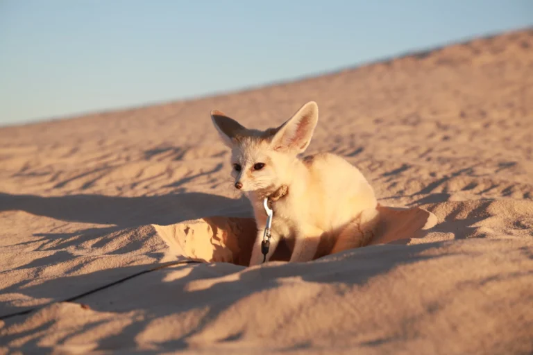 Envie de vivre une Pâques différente, loin des foules et proche de l’essentiel ? Nous vous emmenons au cœur du Sahara tunisien pour un circuit privé, finement pensé autour de la période pascale : climat idéal, lumière dorée, dunes soyeuses et soirées sous un ciel d’étoiles. Avec sudtunisie.com, vous profitez d’un accompagnement 100 % sur-mesure, de la navette aéroport au campement privé, en passant par des expériences authentiques chez l’habitant et des pauses photo sur les plus beaux spots du désert. Découvrir nos circuits désert en Tunisie Pourquoi choisir le Sahara tunisien pour Pâques ? La période de Pâques (fin mars – avril) est l’une des meilleures saisons pour partir dans le sud tunisien. Les températures sont douces la journée, fraîches le soir, et le désert dévoile son caractère le plus accueillant. On évite les grosses chaleurs, on profite d’une luminosité exceptionnelle pour la photo, et l’on s’offre un grand bol d’air sur des pistes faciles à rouler en 4×4, à pied ou à dos de dromadaire. Climat idéal : douceur en journée, nuits fraîches (prévoir une polaire). Fréquentation maîtrisée : la haute saison estivale n’a pas encore commencé. Authenticité : plus de temps pour échanger avec les artisans, les guides locaux et les familles qui font la richesse du Sahara. Besoin d’inspiration ? Parcourez nos idées d’itinéraires sur la page Circuits Désert et imaginez déjà votre parenthèse au soleil. Nos engagements pour un circuit de Pâques vraiment privé Chez sudtunisie.com, nous concevons des voyages sur-mesure où chaque étape s’adapte à votre rythme : couple, famille, tribu d’amis. Notre promesse : Privatisation intégrale du véhicule et du guide-chauffeur francophone. Campements confort en tentes sahariennes ou lodges de charme (selon votre envie). Cuisine locale soignée (repas traditionnels, options végétariennes/vegan sur demande). Logistique fluide : navette aéroport incluse, prise en charge dès votre arrivée. Sécurité & sérénité : itinéraires validés, matériel de secours, équipe locale formée. Vous souhaitez un devis rapide pour Pâques ? Demandez votre proposition gratuite et personnalisée en 2 minutes via ce formulaire . Itinéraire signature – 4 jours/3 nuits “Pâques dans les dunes” Un concentré d’icônes sahariennes pour goûter l’essentiel. Jour 1 – Tozeur, palmeraies & coucher de soleil sur le Chott Accueil à l’aéroport par notre équipe (navette dédiée ). Installation. Balade dans la palmeraie de Tozeur, découverte des vieux quartiers d’architecture en briques et du Chott el Jerid, lac salé aux mirages photogéniques. Coucher de soleil inoubliable. Dîner et nuit. Jour 2 – Oasis de montagne : Chebika, Tamerza, Mides Cap sur les oasis suspendues du Dorsale : gorges, cascades, panoramas. Marche douce (1h–2h) avec votre guide. Déjeuner local. Halte à Ong Jmel (paysages de cinéma) puis route vers un campement saharien. Dîner sous les étoiles, veillée au feu, nuit en tente privée. Jour 3 – Dunes & caravanes Au lever du jour, marche sur les crêtes de dunes, initiation au dromadaire ou option quad (sur demande). Déjeuner nomade. Sieste “à la bédouine” puis atelier pain de sable. Retour sur Tozeur en fin d’après-midi. Dîner libre. Jour 4 – Souvenirs & départ Temps libre pour l’artisanat, le musée Dar Cheraït (selon horaires), puis transfert aéroport. Envie d’allonger ? Jetez un œil à nos extensions randonnée dans les reliefs du Sahara : Randonnée montagne & Sahara . Grand circuit de Pâques – 6 à 8 jours, du désert aux ksour Pour une immersion plus profonde, nous traçons un itinéraire modulable : Tozeur – Douz – Ksar Ghilane – Matmata – Chenini – Tataouine. Temps forts : Douz, “porte du désert” : marché, élevage de dromadaires, dunes blondes à perte de vue. Ksar Ghilane, oasis chaude : bain thermal au milieu des palmiers, coucher de soleil flamboyant. Matmata, troglodytes : maisons creusées dans la roche, cultures troglodytiques. Chenini & Douiret : villages suspendus, ksour (greniers fortifiés), vues magistrales. Tataouine : paysages minéraux, atmosphères de bout du monde. Cette boucle s’agrémente au choix de randonnées (faciles à soutenues), bivouacs privés, ateliers culinaires, ou rencontres d’artisans. Découvrez nos inspirations et variantes sur nos circuits désert . Excursions d’une journée pendant Pâques Si vous séjournez sur la côte (Hammamet, Sousse, Djerba…), nos excursions privées s’organisent au départ de votre hôtel : oasis de montagne, Star Wars sites, Matmata, Kairouan ou Douz. Tout est flexible : horaires, pauses, rythme famille. Feuilletez notre sélection sur Excursions en Tunisie . Envie de creuser, de lire des retours terrain et des conseils Pâques ? Notre blog d’excursions en Tunisie publie régulièrement des idées d’itinéraires, des listes de bagages, des carnets de route et des anecdotes locales. Activités exclusives pour un week-end de Pâques inoubliable Coucher de soleil privé au sommet d’une dune : yourte lounge, thés, musique douce. Dîner saharien au feu de bois : couscous, méchouis, salades parfumées. Veillée astronomique : lecture du ciel, repérage de la voie lactée. Balades à dos de dromadaire (30 min à 2 h) ou quad (sur piste autorisée). Ateliers : tressage de feuilles de palmier, préparation du pain de sable. Photo coaching : lumière dorée des dunes, compositions minimalistes. Pour les amateurs de marche, nos guides connaissent des crêtes silencieuses et des oueds secrets adaptés à tous les niveaux : plus d’idées ici Randonnée montagne & Sahara . Hébergements & campements : confort et caractère Nous sélectionnons des campements intimes (sanitaires privés selon catégorie), des maisons d’hôtes au charme local et des lodges insérés dans la palmeraie. Vous choisissez : Tente saharienne (confort/charme/premium), literie douillette, douches chaudes. Maison d’hôtes à Tozeur, Douz ou Tataouine : authenticité, accueil familial. Lodge de caractère : piscine, jardins, table gastronomique. Bon à savoir : nos galeries photos sont optimisées (format WebP) pour un chargement rapide sur mobile ; vous visualisez les hébergements comme si vous y étiez. Navette aéroport et logistique sans couture La prise en charge commence dès votre arrivée : un nom sur une pancarte, un sourire, et c’est parti ! De Tozeur, Djerba ou Tunis (sur demande), nous assurons la navette aéroport et la coordination des transferts, des check-in, des bagages et des changements de rythme (sieste enfant, pause photo, déjeuner plus long, etc.). C’est l’avantage d’un circuit privé : zéro stress. Gastronomie saharienne – cuisine du feu et parfums d’oasis À Pâques, nous aimons proposer des repas de saison : salades d’herbes, dattes fondantes, pain chaud, tajines, couscous aux légumes du moment, grillades sous les étoiles. Allergies, intolérances, régimes spécifiques ? Signalez-les, nous adaptons facilement. La convivialité fait partie du voyage. Conseils pratiques pour un circuit de Pâques dans le désert Vêtements : superposition (t-shirt, polaire, coupe-vent), foulard pour le sable, chapeau/casquette. Chaussures : baskets de marche légères ou chaussures de rando basse. Accessoires : lunettes UV, crème solaire, stick lèvres, gourde, lampe frontale. Photo : batteries de rechange, housse antipoussière, filtre UV. Santé : petite trousse (antalgiques, pansements), vos traitements habituels. Famille : horaires souples, siestes, collations, marche ludique sur les crêtes. Notre blog publie des check-lists détaillées et des astuces météo pour la période pascale. Transparence & budget : composer le bon prix Le coût d’un circuit privé de Pâques dépend de la durée (3–8 jours), du niveau d’hébergement, des activités (quad, bivouac premium, ateliers) et du lieu d’arrivée. Nous travaillons en direct avec nos partenaires du sud, ce qui nous permet de proposer un excellent rapport qualité/prix et de préserver des retombées locales. Obtenez un devis gratuit (réponse express) ici : Demande de devis – Sahara Tunisie . Avis voyageurs & gage de confiance Rien ne vaut le bouche-à-oreille et les retours d’expérience. Consultez nos avis vérifiés et photos de voyageurs : Lire les avis sur TripAdvisor – Sud Tunisie (Tozeur) Ces témoignages reflètent notre écoute, la flexibilité sur place et la qualité des guides. C’est aussi pour cela que beaucoup de familles et de couples nous confient leur voyage de Pâques. Alternatives & extensions : mer, montagne et culture Vous disposez de quelques jours de plus ? Combinez le désert avec : Randos en montagne (oasis de Chebika, Tamerza, Mides) : nos randonnées . Côte & médinas : Kairouan, Sousse, Monastir, ou excursions à la journée depuis votre hôtel : idées ici . Culture & artisanat : poterie, tissage, dattes et produits de l’oasis. Nos conseillers ajustent votre road-book pour que chaque trajet reste court et agréable, idéal avec des enfants pendant Pâques. Exemple d’itinéraire 7 jours “Pâques Grand Sud” Jour 1 – Arrivée Tozeur (navette, palmeraie, vieille ville, coucher de soleil au Chott) Jour 2 – Oasis de montagne (Chebika, Tamerza, Mides, marche, panoramas) Jour 3 – Dunes de Douz (dromadaire, atelier pain de sable, campement) Jour 4 – Ksar Ghilane (bain thermal, quad en option, bivouac premium) Jour 5 – Matmata troglodyte (maisons creusées, déjeuner chez l’habitant) Jour 6 – Chenini & ksour (villages perchés, lumières minérales) Jour 7 – Retour (Temps libre, artisanat, transfert aéroport) Personnalisez chaque journée via nos circuits désert ou contactez-nous directement pour une proposition sur-mesure : demande de devis . Sécurité, accompagnement et écoresponsabilité Nos itinéraires respectent les réglementations locales, les écosystèmes fragiles et privilégient des acteurs du territoire (guides, cuisinières, chauffeurs, artisans). Nous limitons les déchets, favorisons les circuits courts pour la table, et proposons des randonnées non motorisées dès que possible. Votre guide vous briefe chaque jour : hydratation, protection solaire, gestes simples pour un désert préservé. FAQ – Pâques dans le Sahara tunisien Combien de temps prévoir ? Pour sentir le rythme saharien, 4 à 6 jours sont idéaux. Avec 7 à 8 jours, on ajoute les ksour, les villages troglodytes et une randonnée plus engagée. Faut-il être sportif ? Non. Nos circuits Pâques proposent des marches faciles (30 min à 2 h). Les activités sont adaptables à votre condition et à vos envies. Et avec des enfants ? Le désert les fascine. Nous modulons les temps de trajet, multiplions les pauses ludiques, et réservons des hébergements confortables. Le dîner sous les étoiles reste souvent leur meilleur souvenir. Que comprend le prix ? Selon la formule : véhicule privé, guide/chauffeur, hébergements, repas (selon programme), activités choisies, navette aéroport , assistance 24/7. Le devis détaillé vous est adressé avant confirmation. Comment réserver ? En remplissant ce formulaire de devis (gratuit). Un conseiller vous rappelle, ajuste l’itinéraire et fige les prestations. Prêt pour votre Pâques dans le désert ? Offrez-vous une parenthèse d’azur : dunes blondes, dîners au feu de bois, ciel étoilé, réveils au silence, villages troglodytes et oasis accrochées à la montagne. En circuit privé, tout s’aligne avec votre rythme : la bonne lumière pour vos photos, les haltes gourmandes, les rencontres qui font du bien. Feuilletez nos idées : Circuits Désert Découvrez nos excursions à la journée Préparez vos randonnées : Montagne & Sahara Lisez nos conseils : Blog Excursions Tunisie Organisez votre arrivée : Navette Aéroport Demandez votre devis gratuit et personnalisé Consultez nos avis TripAdvisor À Pâques, le Sahara est à son apogée. Nous serons heureux de dessiner, avec vous, le voyage qui vous ressemble : discret, élégant, généreux et profondément saharien. Mots-clés utiles (intégrés naturellement au texte) circuit désert Tunisie, excursion Sahara Tunisie, Pâques dans le Sahara, circuit privé sud tunisien, oasis de montagne Chebika Tamerza, Matmata troglodyte, Ksar Ghilane, Douz porte du désert, bivouac Sahara, randonnée montagne Sahara, navette aéroport Tozeur, Tozeur excursion, voyage sur-mesure Tunisie, ksour Tataouine, Chenini Douiret, Chott el Jerid, dîner sous les étoiles, dromadaire désert, quad dunes Tunisie. Pour visualiser nos programmes détaillés et vérifier les disponibilités de Pâques, explorez nos circuits désert et demandez votre devis en quelques clics. Nous vous répondons rapidement avec une proposition claire, transparente et personnalisée.