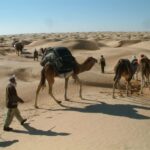 Le Sud de la Tunisie… rien qu’à l’évoquer, les images défilent : dunes blondes qui ondulent à perte de vue, villages troglodytiques cachés dans les collines, oasis de montagne aux cascades limpides, ksour suspendus dans le temps. Chez Sud Tunisie, nous ne vendons pas de simples circuits touristiques. Nous créons des expériences vivantes, authentiques et inoubliables, sur mesure, dès 2 jours et 1 nuit, avec un départ depuis l’adresse de votre choix en Tunisie (Tunis, Hammamet, Sousse, Monastir, Djerba, Tozeur ou autre). Voici pourquoi nos circuits désert Tunisie marquent les esprits et méritent une place dans vos projets de voyage. 🌵 Le désert tunisien : une immersion complète dans l’authenticité Le désert tunisien, ce n’est pas seulement du sable. C’est une diversité de paysages impressionnante. Des dunes dorées de Douz aux sources thermales de Ksar Ghilane, en passant par les palmeraies de Tozeur, les canyons de Chebika et les villages berbères de Tataouine, chaque recoin du Sud recèle une atmosphère unique. Nous avons conçu des circuits complets, rythmés et variés, mêlant découverte naturelle, rencontres locales et instants de pure déconnexion. À chaque étape, vous alternez entre balades en 4×4, marches douces dans les oueds, nuits sous les étoiles en bivouac, moments de partage autour d’un feu, et hébergements traditionnels dans des maisons d’hôtes pleines de charme. Chaque détail est pensé : les horaires sont ajustés selon la lumière du jour, les pauses sont prises au bon moment, les repas sont typiques et savoureux (couscous, ojja, pain tabouna…). Même les plus jeunes ou les moins sportifs trouvent leur bonheur dans nos formats modulables. 👉 Explorez tous nos circuits désert ici : sudtunisie.com/voyage/circuits-desert ⛺ Circuits de 2 jours / 1 nuit à plus : une formule qui s’adapte à vous 2 jours / 1 nuit : parfait pour une première découverte Vous êtes en vacances en Tunisie, et vous rêvez d’une parenthèse saharienne ? Nos circuits de 2 jours/1 nuit sont idéaux. Départ depuis votre hôtel ou logement, arrivée à Douz, balade en dromadaire au coucher du soleil, dîner traditionnel, nuit sous tente dans les dunes, lever du jour magique. Le lendemain, cap sur Ksar Ghilane et sa source chaude, puis retour à votre point de départ. C’est le baptême du désert, sans fatigue ni logistique compliquée, et totalement mémorable. 3 à 5 jours : l’immersion complète Vous avez quelques jours devant vous ? Parfait ! Ces formats permettent de combiner plusieurs facettes du Sud : Désert de sable (Douz, Ksar Ghilane) Villages troglodytes (Matmata, Tamezret) Ksour de montagne (Chenini, Douiret) Oasis suspendues (Chebika, Tamerza, Mides) Les nuits alternent entre bivouacs nomades, campements confort et maisons d’hôtes locales. 7 à 10 jours : la grande aventure Un vrai road trip saharien, traversant la Tunisie profonde. L’idéal pour les passionnés de photographie, de randonnée, ou ceux qui veulent tout voir sans courir. On prend le temps, on marche, on discute, on observe. Des villages oubliés aux plateaux lunaires, du Chott el-Jérid aux dunes roses de l’Erg, vous êtes ailleurs… pour de bon. 🚙 Départ de l’adresse de votre choix : souplesse, confort et gain de temps Nous savons à quel point le confort est important, surtout lorsque le temps est compté. C’est pourquoi chaque circuit commence à votre adresse, partout en Tunisie : que vous soyez à l’aéroport de Tunis, dans un hôtel à Sousse, à votre domicile à Hammamet ou en maison d’hôtes à Djerba, nous venons vous chercher. Fini les contraintes de transports compliqués ou les longs transferts jusqu’au Sud. Vous profitez de chaque minute, depuis le premier instant jusqu’au retour. Et bien sûr, les horaires sont ajustés à votre convenance : vous avez un vol tôt le matin ou une arrivée tardive ? Pas de problème, on adapte. 🏕️ Dormir dans le désert : bivouac ou confort, à vous de choisir Vivre le désert, c’est aussi y dormir. Et là encore, nous vous laissons le choix : Bivouac nomade : tente traditionnelle, feu de bois, dîner à la belle étoile, ciel étoilé, silence absolu. L’expérience la plus pure et la plus poétique. Campement confort : lit, douche, sanitaires, électricité. Idéal pour les familles, ou ceux qui veulent garder un certain confort. Maisons d’hôtes typiques : dans les villages comme Matmata ou Tamezret, pour plonger dans l’architecture et le quotidien des habitants. Chaque hébergement est sélectionné avec soin : propreté, hospitalité, cadre authentique, repas fait maison, sourires garantis. 🌄 Activités incluses : marche, 4×4, dromadaire, baignade en source chaude… Nos circuits ne se résument pas à des trajets. Chaque journée est une aventure, une scène différente : Balades en dromadaire dans les dunes de Douz ou Ksar Ghilane Traversées en 4×4 sur les pistes sahariennes Randonnées faciles dans les oasis de montagne ou les plateaux rocheux Bains dans une source chaude naturelle, en plein désert Visite de villages troglodytes, ksour berbères, marchés locaux Coucher de soleil dans le Chott el-Jérid, un moment surréaliste Ateliers artisanaux, rencontres avec les habitants, thé sous la tente Tout est pensé pour équilibrer découverte, repos, immersion et plaisir. 🧳 Ce qui est inclus (et ce que vous devez apporter) Inclus : Prise en charge depuis votre adresse Chauffeur-guide expérimenté 4×4 climatisé Hébergement (bivouac, camp ou maison d’hôtes selon formule) Repas complets Balades et visites Eau minérale durant tout le circuit Logistique complète (bagages, pauses, assistance) À prévoir : Chaussures confortables Protection solaire (chapeau, lunettes, crème) Vêtements souples adaptés à la saison (journées chaudes, nuits fraîches) Appareil photo (vous allez vouloir tout capturer !) Une petite veste pour les soirées 📆 Quand partir au Sud tunisien ? Le désert se découvre toute l’année, mais chaque saison a ses charmes : Octobre à avril : la saison idéale, ni trop chaude ni trop froide. Lumières magnifiques, nuits fraîches mais agréables. Bivouac parfait. Mai & septembre : journées plus chaudes, mais encore très agréables avec de bonnes pauses à l’ombre. Juin à août : possible pour les circuits courts (2 jours/1 nuit) avec départ tôt le matin et logement climatisé. Nous adaptons toujours les horaires pour éviter les fortes chaleurs. 📩 Réserver votre circuit personnalisé Vous avez envie d’organiser votre propre voyage dans le désert tunisien, mais vous ne savez pas par où commencer ? Nous nous occupons de tout. Il suffit de remplir le formulaire de demande de devis ici : 👉 https://sudtunisie.com/devis-voyage-desert-sud-tunisie-vacances-pas-cher-tunisie-sahara-tunisie Donnez-nous : Vos dates de voyage Votre ville de départ Le nombre de jours souhaités Vos envies spécifiques (photo, confort, randonnée, bivouac…) Et on vous propose un itinéraire complet et personnalisé, sans frais, sans engagement. 💬 Ils l’ont fait, ils en parlent : vos avis sur TripAdvisor Des dizaines de voyageurs ont partagé leur expérience. Leurs témoignages disent mieux que nous ce que ces circuits changent : “Un moment hors du temps, une nuit magique sous les étoiles, une équipe aux petits soins. À refaire les yeux fermés !” Laissez aussi votre avis ou consultez ceux des autres ici : 👉 https://www.tripadvisor.fr/Attraction_Review-g293757-d31317516-Reviews-Sud_Tunisie-Tozeur_Tozeur_Governorate.html 🧭 Pourquoi choisir Sud Tunisie pour votre circuit désert ? Départ depuis n’importe quelle ville en Tunisie Circuits personnalisés dès 2 jours / 1 nuit Hébergements authentiques sélectionnés avec soin Petits groupes ou circuits privés Organisation flexible selon vos horaires et envies Équipe locale passionnée, chaleureuse et expérimentée Un excellent rapport qualité/prix 📌 En résumé : votre désert, votre rythme, votre aventure Voyager au Sud Tunisien, c’est partir à la rencontre de soi-même, loin du bruit, dans une nature brute, guidé par des personnes qui aiment leur terre et veulent la partager avec sincérité. Que vous rêviez de dunes dorées, de villages berbères, de couchers de soleil silencieux ou de repas sous les étoiles, nous créons le voyage qui vous ressemble. Et ça commence ici : https://sudtunisie.com/voyage/circuits-desert