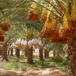 Découvrir le Sahara Sud de la Tunisie est une expérience qui dépasse les mots. Entre les dunes dorées, les villages berbères perchés, les oasis verdoyantes et les nuits étoilées dans le désert, ce voyage est une immersion dans une autre dimension. Chez SudTunisie.com , nous vous proposons de vivre une aventure authentique, organisée avec passion, respect de la nature et amour pour le Sud tunisien. Le Sahara tunisien : un voyage entre rêve et authenticité Partir en circuit dans le Sud tunisien, c’est bien plus qu’un simple voyage. C’est une invitation à ressentir le silence du désert, à écouter le souffle du vent dans les dunes, à partager un thé sous les étoiles avec les habitants du désert. Nous organisons des circuits sur mesure au départ de Tunis, Hammamet, Sousse, Monastir, Sfax, Djerba, Gabès, Bizerte, Kélibia et Korba, adaptés à tous les goûts et budgets. Nos excursions peuvent durer une journée, un week-end ou plusieurs jours selon vos envies. Que vous soyez amateur de paysages grandioses, passionné de culture berbère ou en quête de sérénité, le Sud tunisien saura vous séduire. 👉 Découvrez nos circuits détaillés ici : Voyage et circuits dans le désert Les incontournables du Sud tunisien 1. Douz – La porte du désert Connue comme la porte du Sahara, Douz est le point de départ rêvé pour une aventure saharienne. Ses dunes infinies, ses dromadaires et son marché typique en font une étape immanquable. Vous pouvez y vivre une balade à dos de chameau au coucher du soleil, un moment suspendu dans le temps. 2. Tozeur et les oasis de montagne La région de Tozeur est célèbre pour ses palmeraies luxuriantes et ses oasis spectaculaires comme Chebika, Tamerza et Mides. Ces villages accrochés à la montagne offrent une vue panoramique sur des canyons impressionnants et des cascades naturelles. Laissez-vous guider dans cette région magique avec notre randonnée en montagne dans le Sahara , où chaque pas révèle un trésor naturel. 3. Matmata et ses habitations troglodytes Les maisons creusées dans la roche de Matmata témoignent du génie ancestral des habitants. Ces habitations, utilisées comme décor dans les films Star Wars, plongent les visiteurs dans une atmosphère lunaire. Une excursion à Matmata est un véritable retour aux origines, entre authenticité et légende. 4. Ksar Ghilane – L’oasis du bout du monde Perdue au milieu des dunes, Ksar Ghilane est une oasis paradisiaque alimentée par une source chaude naturelle. C’est l’endroit parfait pour une baignade au cœur du désert, suivie d’une nuit magique sous tente bédouine. Réservez votre aventure unique ici 👉 Excursion en Tunisie Nos circuits sahariens : l’expérience signée SudTunisie.com Chez SudTunisie.com, nous avons conçu plusieurs circuits et excursions dans le Sahara Sud tunisien pour répondre à tous les profils de voyageurs : familles, couples, groupes ou aventuriers en quête de sensations fortes. Circuits classiques : entre dunes et oasis Nos circuits classiques permettent de découvrir les lieux les plus emblématiques du Sud, comme Douz, Matmata, Ksar Ghilane et Tozeur. Chaque étape est rythmée par des pauses culturelles, des repas traditionnels et des moments de détente au cœur de la nature. Circuits aventure 4x4 Pour les amateurs de sensations, nos circuits en 4x4 offrent une immersion totale dans les grands espaces désertiques. Conduits par des chauffeurs expérimentés, vous traversez les pistes sablonneuses, les chotts asséchés et les dunes dorées jusqu’à l’horizon. Randonnées et bivouacs dans le Sahara Nos randonnées dans le Sahara sont idéales pour ceux qui veulent vivre le désert au rythme de la marche. Accompagnés de guides locaux et de dromadaires porteurs, vous dormirez sous un ciel constellé d’étoiles, loin de toute pollution lumineuse. Découvrez nos formules ici 👉 Randonnée montagne Sahara Des départs garantis depuis toutes les grandes villes tunisiennes Nous organisons des départs depuis toutes les grandes villes du pays : Tunis, Hammamet, Sousse, Monastir, Sfax, Djerba, Gabès, Bizerte, Kélibia, Korba, etc. Nos navettes confortables et climatisées vous assurent un transfert sans souci grâce à notre service dédié : 👉 Services de navette aéroport Une expérience humaine et culturelle inoubliable Rencontres et traditions Chaque excursion est une occasion de rencontrer les habitants du Sud, de partager un repas, un café ou un chant traditionnel autour du feu. Nos guides locaux vous feront découvrir les coutumes berbères, l’artisanat du cuir, la poterie et les secrets des dattes de Tozeur. Cuisine et gastronomie saharienne Rien n’égale le goût d’un couscous préparé au feu de bois dans le désert, accompagné d’un pain traditionnel enfoui sous le sable chaud. Une expérience culinaire simple, mais inoubliable. Pourquoi choisir SudTunisie.com ? Nous ne proposons pas de simples excursions, mais des expériences sur mesure, pensées dans les moindres détails : Guides passionnés et francophones Véhicules confortables et climatisés Hébergements authentiques (tentes berbères, maisons d’hôtes, hôtels de charme) Repas locaux de qualité Assurance et assistance 24h/24 Notre équipe basée à Tozeur connaît chaque piste, chaque oasis et chaque sourire du désert. Consultez les avis de nos voyageurs ici : 👉 Avis TripAdvisor – Sud Tunisie Idées de circuits populaires Circuit 2 jours Douz – Matmata – Ksar Ghilane Jour 1 : Départ tôt le matin, visite de Douz et balade à dos de dromadaire. Jour 2 : Route vers Matmata, découverte des maisons troglodytes, puis bain thermal à Ksar Ghilane avant le retour. Circuit 3 jours Tozeur – Chebika – Tamerza – Douz Jour 1 : Exploration des oasis de montagne. Jour 2 : Traversée du Chott El Jerid. Jour 3 : Arrivée à Douz, balade dans les dunes et retour. Circuit 4 jours Djerba – Ksar Ghilane – Matmata – Douz – Tozeur Un itinéraire complet qui combine mer, désert et montagne pour un panorama total du Sud tunisien. Conseils pour bien préparer votre voyage dans le désert Prévoyez des vêtements légers et respirants pour la journée, mais chauds pour la nuit. Hydratez-vous régulièrement, le climat est sec. Protégez-vous du soleil (lunettes, crème solaire, chapeau). Emportez un appareil photo, car chaque instant est une carte postale vivante. Et surtout, laissez-vous porter par la magie du lieu. Le Sahara n’est pas un endroit qu’on visite, c’est un endroit qu’on ressent. Réservez votre aventure dans le Sahara tunisien Chez SudTunisie.com , nous croyons que le désert a le pouvoir de transformer chaque voyageur. Que vous rêviez d’un week-end d’aventure, d’une excursion romantique sous les étoiles, ou d’un circuit complet dans le Sud tunisien, notre équipe se charge de tout organiser pour vous. Demandez dès maintenant votre devis gratuit et préparez-vous à vivre une expérience unique. Pour plus d’idées de voyages et de conseils, visitez notre blog sur les excursions en Tunisie . Conclusion : le Sud tunisien, un trésor à explorer Le Sahara Sud tunisien n’est pas seulement une destination : c’est une émotion, un souvenir impérissable, une connexion à l’essentiel. Avec SudTunisie.com, partez à la découverte de ce joyau naturel en toute sérénité, accompagné par des professionnels passionnés. 🌍 Réservez, partez, rêvez… et laissez le désert parler à votre cœur. 👉 Explorez nos circuits dès maintenant : SudTunisie.com – Circuits désert Tunisie 📞 Contact et devis gratuit : Cliquez ici