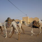 Quand on pense au Sahara, on imagine des dunes dorées à perte de vue, des ciels constellés d’étoiles et des rencontres qui marquent une vie. C’est exactement ce que nous proposons : des circuits sur-mesure et des excursions finement orchestrées dans le Sud tunisien, au départ de Tunis, Hammamet, Sousse, Monastir, Sfax, Djerba, Gabès, Bizerte, Kélibia et Korba. Notre mission ? Vous offrir une immersion totale, confortable et sûre, tout en respectant la nature et les communautés locales. Pour parcourir l’ensemble de nos itinéraires, visitez notre page dédiée aux circuits dans le désert tunisien . Pourquoi choisir sudtunisie.com pour votre circuit Sahara Sud Tunisie ? Nous connaissons chaque piste, chaque oasis et chaque saison. Notre force réside dans l’alliance d’une logistique maîtrisée (chauffeurs expérimentés, véhicules adaptés, hébergements de caractère) et d’un accompagnement humain aux petits soins : guides certifiés, cuisiniers nomades, équipes locales passionnées. Concrètement, cela signifie : Des itinéraires modulables (2 à 10 jours) qui s’ajustent à votre rythme, vos envies et votre budget ; Des hébergements choisis : maisons d’hôtes, campements confort, bivouacs privés sous les étoiles ; Une culinairerie authentique : couscous au feu de bois, méchoui, pain de sable, dattes de Deglet Nour ; Une sécurité sans compromis et une assistance 24/7 ; Des départs garantis depuis les principales villes : Tunis, Hammamet, Sousse, Monastir, Sfax, Djerba, Gabès, Bizerte, Kélibia, Korba, avec transferts organisés. Vous voulez comparer nos expériences ou lire les retours en toute transparence ? Consultez les avis de nos voyageurs sur TripAdvisor . Nos circuits phares : du Grand Erg Oriental aux oasis de montagne Le Sahara tunisien dévoile plusieurs visages. Voici nos itinéraires signatures, conçus pour embrasser le meilleur de chaque région. 1) Ksar Ghilane & Douz : la porte du désert (2 à 3 jours) Un condensé de Sahara pour celles et ceux qui veulent goûter à l’essentiel : Douz, surnommée la « porte du désert », et son marché de dattes ; Balade chamelière ou sortie en 4×4 sur les dunes ; Ksar Ghilane, oasis chaude où l’on se baigne dans une source naturelle au cœur des palmeraies ; Bivouac privatif (option) pour une nuit magique sous la Voie lactée. Partez quand vous voulez : nous organisons des excursions en Tunisie à la journée ou sur plusieurs jours, avec de belles marges d’adaptation selon la saison. 2) Tataouine, Chenini & Ksar Ouled Soltane : patrimoine et paysages lunaires (2 à 4 jours) Un circuit entre villages berbères accrochés à la montagne, ksour millénaires et plateaux arides : Chenini et son grenier fortifié ; Ksar Ouled Soltane, star du cinéma, avec architecture de ghorfas unique ; Matmata, maisons troglodytiques et ambiance intemporelle ; Rando douce au coucher du soleil pour des panoramas irréels. Pour les amateurs de marche, explorez nos randonnées montagne & Sahara : des parcours balisés, sécurisés et calibrés à votre niveau. 3) Tozeur, Chebika, Tamerza : les oasis de montagne (2 à 3 jours) Un voyage où l’eau rencontre la roche et le palmier : Tozeur, capitale des oasis, médina en briques ocres et palmeraies irriguées ; Chebika et Tamerza, cascades et canyons sculptés ; Pistes vers Ong Jmel et les décors du Chott el-Gharsa ; Coucher de soleil sur les lacs salés : le Sahara dans toute sa poésie. Retrouvez des récits et guides pratiques sur notre blog d’excursions en Tunisie , alimenté par l’équipe terrain. Excursions à la journée : vivez l’intensité sans quitter votre base Vous séjournez à Djerba, Hammamet, Sousse, Monastir ou Tunis ? Nous proposons des départs matinaux et retours en fin de journée pour : Matmata & Douz : troglodytes + dunes ; Tataouine & Chenini : patrimoine + panoramas ; Tozeur & Chebika : oasis + canyons ; Ksar Ghilane : baignade + sable fin. Parcourez notre sélection et réservez votre excursion en Tunisie , pensée pour optimiser le temps sans sacrifier la qualité. Randonnée douce ou sportive : votre Sahara à pied Marcher, c’est ressentir. Nos programmes rando vont de la balade familiale (2–4 h, faible dénivelé) aux treks nomades (2–5 jours en autonomie accompagnée) : Itinéraires de crêtes autour de Chenini, Douiret et Matmata ; Traversées de dunes vers Sabria, Tembaine ou Ksar Ghilane ; Bivouacs légers, repas chauds au feu, initiation à l’orientation. Découvrez notre offre complète et nos niveaux de difficulté sur la page Randonnée montagne & Sahara . Transferts et logistique : l’esprit libre du départ à l’arrivée Nous prenons en charge vos déplacements dès l’atterrissage ou depuis votre hôtel. Avec notre service de navette aéroport , vous gagnez en confort et en sérénité : Accueil personnalisé à l’aéroport (Tunis-Carthage, Djerba-Zarzis, Sfax-Thyna, Monastir-Habib Bourguiba) ; Véhicules climatisés, chauffeurs ponctuels ; Départs confirmés de Tunis, Hammamet, Sousse, Monastir, Sfax, Djerba, Gabès, Bizerte, Kélibia, Korba. Quand partir ? Météo, saisons et ambiances Le Sahara se vit toute l’année, mais pas de la même façon : Octobre → avril : températures douces, ciels ultra-clairs, saison idéale pour marcher et bivouaquer ; Mai & septembre : chaleurs modérées, parfait pour séjours courts et oasis de montagne ; Juin → août : période chaude ; nous ajustons les horaires (lever du jour + fin d’après-midi), multiplions les pauses à l’ombre et favorisons les oasis (Chebika, Tamerza, Ksar Ghilane) pour la baignade. Nous adaptons votre programme à votre profil thermique (familles, seniors, sportifs), à vos départs de ville et à vos contraintes de vol. Où dormir ? Hébergements de caractère et bivouacs sous les étoiles Dormir, c’est aussi voyager. Nous sélectionnons : Maisons d’hôtes & hôtels de charme à Tozeur, Douz, Tataouine, Matmata ; Campements confort (tentes spacieuses, literie, sanitaires) près de Ksar Ghilane, Tembaine, Zaafrane ; Bivouacs privés : tentes nomades, feu de camp, silences de velours, ciel profond. Le soir, autour du thé à la menthe, on refait le monde. C’est souvent là que le désert laisse son empreinte la plus durable. Que voir absolument ? Nos “immanquables” Coucher de soleil sur le Chott : miroir de sel, couleurs pastel, photos d’anthologie ; Oasis chaudes de Ksar Ghilane : baignade improbable au milieu des dunes ; Villages perchés de Chenini & Douiret : architecture et panoramas ; Canyons de Chebika & Tamerza : fraîcheur, eau vive, palmiers ; Nuit saharienne : silence, ciel étoilé, voie lactée à 360°. Pour bâtir votre itinéraire sur-mesure, explorez nos circuits dans le désert et nos excursions en Tunisie , puis demandez un devis gratuit (voir plus bas). Départs garantis depuis 9 villes : flexibilité totale Nous planifions des départs réguliers et privatifs depuis : Tunis, Hammamet, Sousse, Monastir, Sfax, Djerba, Gabès, Bizerte, Kélibia et Korba. Que vous soyez en city-break ou en séjour balnéaire, nous calons la logistique aller-retour et les horaires souples pour placer votre aventure au cœur de vos vacances. Budget & formats : du sur-mesure, sans mauvaise surprise Parce que chacun a sa manière de voyager, nous proposons : Excursions journée : idéales pour un premier contact (prix doux, tout compris) ; Mini-circuits 2–3 jours : dunes + oasis + patrimoine ; Séjours 4–6 jours : mélange équilibré (montagne, désert, culture) ; Treks & grande itinérance : pour randonneurs et photographes en quête de temps long. Le tarif varie selon la taille du groupe, la catégorie d’hébergement et la saison. Nous offrons toujours un devis clair et détaillé avant confirmation. Obtenez le vôtre ici : demande de devis gratuite / contact . Éthique & authenticité : voyager responsable Notre engagement se traduit par : Des partenariats durables avec des familles d’oasiens et des artisans ; Des groupes à taille humaine pour limiter l’empreinte ; Des pratiques respectueuses : gestion de l’eau, tri, circuits courts pour l’approvisionnement ; La mise en valeur des savoir-faire : cuisine du désert, musique, contes, tissage. En choisissant sudtunisie.com, vous soutenez une économie locale vivante et contribuez à préserver ce patrimoine unique. Préparer son sac : l’essentiel malin Vêtements : couches respirantes, chèche ou casquette, coupe-vent léger, polaire pour les nuits ; Chaussures : baskets ou rando légères (tiges basses suffisantes sur sable) ; Soleil : lunettes UV, crème SPF 50, stick lèvres ; Hydratation & snack : gourde réutilisable, fruits secs, dattes (les meilleures sont sur place !) ; Tech : batterie externe, lampe frontale pour le bivouac ; Papiers & santé : pièce d’identité, assurance, trousse premiers soins (nous avons un kit pro, mais votre confort compte). Nos guides vérifieront l’équipement au départ pour garantir un confort optimal. FAQ express : on répond avant que vous demandiez Faut-il être sportif ? Pas du tout. Nous adaptons les rythmes et proposons des options plus douces ou plus sportives selon votre envie. Et les enfants ? Bienvenue ! Nous concevons des parcours familiaux avec pauses ludiques, balades à dos de dromadaire et surprises gourmandes. Bivouac ou hôtel ? À vous de choisir. Le bivouac offre la nuit étoilée la plus intense ; l’hôtel apporte un confort maximal. On peut mixer. Quid de la sécurité ? C’est notre priorité : guides agréés, suivi météo, briefings quotidiens, véhicules révisés. Nous restons en lien permanent avec nos équipes locales. Comment réserver ? Parcourez nos circuits désert et excursions , lisez des retours sur TripAdvisor , puis demandez votre devis gratuit . Nous revenons vers vous rapidement avec une proposition personnalisée. Itinéraires conseillés selon votre ville de départ Depuis Tunis / Hammamet : oasis de montagne Tozeur, Chebika, Tamerza (2–3 jours) ou cap vers Douz & Ksar Ghilane (3 jours). Depuis Sousse / Monastir : Matmata troglodytique + Douz (2 jours) ; extension Tataouine & Chenini (3–4 jours). Depuis Sfax / Gabès : accès direct au Grand Erg : Zaafrane, Sabria, bivouac et lever du soleil sur les dunes (2–3 jours). Depuis Djerba : Tataouine–Chenini–Ksar Ouled Soltane (journée) ; option Ksar Ghilane avec baignade (1–2 jours). Depuis Bizerte / Kélibia / Korba : privilégier un mini-circuit 3 jours pour profiter pleinement des distances, avec bivouac ou campement. Besoin d’un transfert privé pour rejoindre votre point de départ ? Notre navette aéroport s’en charge. Idées de combinaisons thématiques Désert & Culture : troglodytes de Matmata, ksour de Tataouine, dunes de Douz ; Oasis & Rando : Chebika–Tamerza–Mides + randonnée Sahara douce ; Aventure & Confort : bivouac privé + nuit en maison d’hôtes ; Photo & Astronomie : couchers de soleil sur Chott el-Jérid, ciel profond en bivouac ; Gourmand : dégustations chez l’habitant, cours de pain de sable, marchés de dattes. Réserver maintenant : simple, clair, personnalisé Parcourez nos circuits désert et nos excursions en Tunisie ; Explorez des idées sur le blog des excursions ; Indiquez votre ville de départ (Tunis, Hammamet, Sousse, Monastir, Sfax, Djerba, Gabès, Bizerte, Kélibia, Korba), vos dates et vos envies ; Recevez une proposition détaillée via notre devis gratuit / contact ; Ajoutez si besoin nos transferts aéroport pour un séjour 100 % fluide. Pour des inspirations supplémentaires ou une idée précise des journées sur place, consultez aussi nos pages excursions et randonnées montagne & Sahara . En bref : votre meilleure expérience du Sahara, entre mains expertes Circuits modulables 100 % adaptés ; Guides certifiés, équipes locales bienveillantes ; Hébergements choisis, bivouacs privés possibles ; Départs de Tunis, Hammamet, Sousse, Monastir, Sfax, Djerba, Gabès, Bizerte, Kélibia, Korba ; Navettes aéroport et logistique millimétrée ; Transparence tarifaire et devis gratuit ; Avis clients vérifiés sur TripAdvisor . Le désert n’attend que vous. Découvrez nos circuits dans le désert du Sud tunisien , choisissez votre excursion ou lancez-vous sur une randonnée Sahara . Et pour une proposition précise, rapide et gratuite, demandez votre devis . À très vite sur la piste !