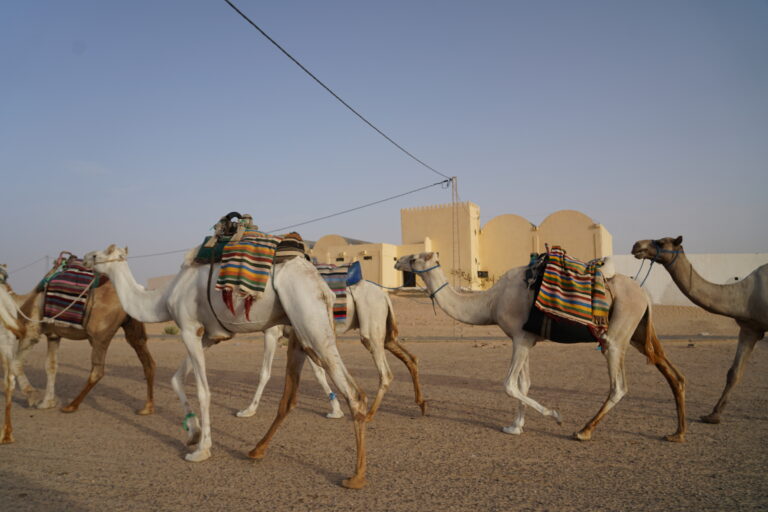 Quand on pense au Sahara, on imagine des dunes dorées à perte de vue, des ciels constellés d’étoiles et des rencontres qui marquent une vie. C’est exactement ce que nous proposons : des circuits sur-mesure et des excursions finement orchestrées dans le Sud tunisien, au départ de Tunis, Hammamet, Sousse, Monastir, Sfax, Djerba, Gabès, Bizerte, Kélibia et Korba. Notre mission ? Vous offrir une immersion totale, confortable et sûre, tout en respectant la nature et les communautés locales. Pour parcourir l’ensemble de nos itinéraires, visitez notre page dédiée aux circuits dans le désert tunisien . Pourquoi choisir sudtunisie.com pour votre circuit Sahara Sud Tunisie ? Nous connaissons chaque piste, chaque oasis et chaque saison. Notre force réside dans l’alliance d’une logistique maîtrisée (chauffeurs expérimentés, véhicules adaptés, hébergements de caractère) et d’un accompagnement humain aux petits soins : guides certifiés, cuisiniers nomades, équipes locales passionnées. Concrètement, cela signifie : Des itinéraires modulables (2 à 10 jours) qui s’ajustent à votre rythme, vos envies et votre budget ; Des hébergements choisis : maisons d’hôtes, campements confort, bivouacs privés sous les étoiles ; Une culinairerie authentique : couscous au feu de bois, méchoui, pain de sable, dattes de Deglet Nour ; Une sécurité sans compromis et une assistance 24/7 ; Des départs garantis depuis les principales villes : Tunis, Hammamet, Sousse, Monastir, Sfax, Djerba, Gabès, Bizerte, Kélibia, Korba, avec transferts organisés. Vous voulez comparer nos expériences ou lire les retours en toute transparence ? Consultez les avis de nos voyageurs sur TripAdvisor . Nos circuits phares : du Grand Erg Oriental aux oasis de montagne Le Sahara tunisien dévoile plusieurs visages. Voici nos itinéraires signatures, conçus pour embrasser le meilleur de chaque région. 1) Ksar Ghilane & Douz : la porte du désert (2 à 3 jours) Un condensé de Sahara pour celles et ceux qui veulent goûter à l’essentiel : Douz, surnommée la « porte du désert », et son marché de dattes ; Balade chamelière ou sortie en 4×4 sur les dunes ; Ksar Ghilane, oasis chaude où l’on se baigne dans une source naturelle au cœur des palmeraies ; Bivouac privatif (option) pour une nuit magique sous la Voie lactée. Partez quand vous voulez : nous organisons des excursions en Tunisie à la journée ou sur plusieurs jours, avec de belles marges d’adaptation selon la saison. 2) Tataouine, Chenini & Ksar Ouled Soltane : patrimoine et paysages lunaires (2 à 4 jours) Un circuit entre villages berbères accrochés à la montagne, ksour millénaires et plateaux arides : Chenini et son grenier fortifié ; Ksar Ouled Soltane, star du cinéma, avec architecture de ghorfas unique ; Matmata, maisons troglodytiques et ambiance intemporelle ; Rando douce au coucher du soleil pour des panoramas irréels. Pour les amateurs de marche, explorez nos randonnées montagne & Sahara : des parcours balisés, sécurisés et calibrés à votre niveau. 3) Tozeur, Chebika, Tamerza : les oasis de montagne (2 à 3 jours) Un voyage où l’eau rencontre la roche et le palmier : Tozeur, capitale des oasis, médina en briques ocres et palmeraies irriguées ; Chebika et Tamerza, cascades et canyons sculptés ; Pistes vers Ong Jmel et les décors du Chott el-Gharsa ; Coucher de soleil sur les lacs salés : le Sahara dans toute sa poésie. Retrouvez des récits et guides pratiques sur notre blog d’excursions en Tunisie , alimenté par l’équipe terrain. Excursions à la journée : vivez l’intensité sans quitter votre base Vous séjournez à Djerba, Hammamet, Sousse, Monastir ou Tunis ? Nous proposons des départs matinaux et retours en fin de journée pour : Matmata & Douz : troglodytes + dunes ; Tataouine & Chenini : patrimoine + panoramas ; Tozeur & Chebika : oasis + canyons ; Ksar Ghilane : baignade + sable fin. Parcourez notre sélection et réservez votre excursion en Tunisie , pensée pour optimiser le temps sans sacrifier la qualité. Randonnée douce ou sportive : votre Sahara à pied Marcher, c’est ressentir. Nos programmes rando vont de la balade familiale (2–4 h, faible dénivelé) aux treks nomades (2–5 jours en autonomie accompagnée) : Itinéraires de crêtes autour de Chenini, Douiret et Matmata ; Traversées de dunes vers Sabria, Tembaine ou Ksar Ghilane ; Bivouacs légers, repas chauds au feu, initiation à l’orientation. Découvrez notre offre complète et nos niveaux de difficulté sur la page Randonnée montagne & Sahara . Transferts et logistique : l’esprit libre du départ à l’arrivée Nous prenons en charge vos déplacements dès l’atterrissage ou depuis votre hôtel. Avec notre service de navette aéroport , vous gagnez en confort et en sérénité : Accueil personnalisé à l’aéroport (Tunis-Carthage, Djerba-Zarzis, Sfax-Thyna, Monastir-Habib Bourguiba) ; Véhicules climatisés, chauffeurs ponctuels ; Départs confirmés de Tunis, Hammamet, Sousse, Monastir, Sfax, Djerba, Gabès, Bizerte, Kélibia, Korba. Quand partir ? Météo, saisons et ambiances Le Sahara se vit toute l’année, mais pas de la même façon : Octobre → avril : températures douces, ciels ultra-clairs, saison idéale pour marcher et bivouaquer ; Mai & septembre : chaleurs modérées, parfait pour séjours courts et oasis de montagne ; Juin → août : période chaude ; nous ajustons les horaires (lever du jour + fin d’après-midi), multiplions les pauses à l’ombre et favorisons les oasis (Chebika, Tamerza, Ksar Ghilane) pour la baignade. Nous adaptons votre programme à votre profil thermique (familles, seniors, sportifs), à vos départs de ville et à vos contraintes de vol. Où dormir ? Hébergements de caractère et bivouacs sous les étoiles Dormir, c’est aussi voyager. Nous sélectionnons : Maisons d’hôtes & hôtels de charme à Tozeur, Douz, Tataouine, Matmata ; Campements confort (tentes spacieuses, literie, sanitaires) près de Ksar Ghilane, Tembaine, Zaafrane ; Bivouacs privés : tentes nomades, feu de camp, silences de velours, ciel profond. Le soir, autour du thé à la menthe, on refait le monde. C’est souvent là que le désert laisse son empreinte la plus durable. Que voir absolument ? Nos “immanquables” Coucher de soleil sur le Chott : miroir de sel, couleurs pastel, photos d’anthologie ; Oasis chaudes de Ksar Ghilane : baignade improbable au milieu des dunes ; Villages perchés de Chenini & Douiret : architecture et panoramas ; Canyons de Chebika & Tamerza : fraîcheur, eau vive, palmiers ; Nuit saharienne : silence, ciel étoilé, voie lactée à 360°. Pour bâtir votre itinéraire sur-mesure, explorez nos circuits dans le désert et nos excursions en Tunisie , puis demandez un devis gratuit (voir plus bas). Départs garantis depuis 9 villes : flexibilité totale Nous planifions des départs réguliers et privatifs depuis : Tunis, Hammamet, Sousse, Monastir, Sfax, Djerba, Gabès, Bizerte, Kélibia et Korba. Que vous soyez en city-break ou en séjour balnéaire, nous calons la logistique aller-retour et les horaires souples pour placer votre aventure au cœur de vos vacances. Budget & formats : du sur-mesure, sans mauvaise surprise Parce que chacun a sa manière de voyager, nous proposons : Excursions journée : idéales pour un premier contact (prix doux, tout compris) ; Mini-circuits 2–3 jours : dunes + oasis + patrimoine ; Séjours 4–6 jours : mélange équilibré (montagne, désert, culture) ; Treks & grande itinérance : pour randonneurs et photographes en quête de temps long. Le tarif varie selon la taille du groupe, la catégorie d’hébergement et la saison. Nous offrons toujours un devis clair et détaillé avant confirmation. Obtenez le vôtre ici : demande de devis gratuite / contact . Éthique & authenticité : voyager responsable Notre engagement se traduit par : Des partenariats durables avec des familles d’oasiens et des artisans ; Des groupes à taille humaine pour limiter l’empreinte ; Des pratiques respectueuses : gestion de l’eau, tri, circuits courts pour l’approvisionnement ; La mise en valeur des savoir-faire : cuisine du désert, musique, contes, tissage. En choisissant sudtunisie.com, vous soutenez une économie locale vivante et contribuez à préserver ce patrimoine unique. Préparer son sac : l’essentiel malin Vêtements : couches respirantes, chèche ou casquette, coupe-vent léger, polaire pour les nuits ; Chaussures : baskets ou rando légères (tiges basses suffisantes sur sable) ; Soleil : lunettes UV, crème SPF 50, stick lèvres ; Hydratation & snack : gourde réutilisable, fruits secs, dattes (les meilleures sont sur place !) ; Tech : batterie externe, lampe frontale pour le bivouac ; Papiers & santé : pièce d’identité, assurance, trousse premiers soins (nous avons un kit pro, mais votre confort compte). Nos guides vérifieront l’équipement au départ pour garantir un confort optimal. FAQ express : on répond avant que vous demandiez Faut-il être sportif ? Pas du tout. Nous adaptons les rythmes et proposons des options plus douces ou plus sportives selon votre envie. Et les enfants ? Bienvenue ! Nous concevons des parcours familiaux avec pauses ludiques, balades à dos de dromadaire et surprises gourmandes. Bivouac ou hôtel ? À vous de choisir. Le bivouac offre la nuit étoilée la plus intense ; l’hôtel apporte un confort maximal. On peut mixer. Quid de la sécurité ? C’est notre priorité : guides agréés, suivi météo, briefings quotidiens, véhicules révisés. Nous restons en lien permanent avec nos équipes locales. Comment réserver ? Parcourez nos circuits désert et excursions , lisez des retours sur TripAdvisor , puis demandez votre devis gratuit . Nous revenons vers vous rapidement avec une proposition personnalisée. Itinéraires conseillés selon votre ville de départ Depuis Tunis / Hammamet : oasis de montagne Tozeur, Chebika, Tamerza (2–3 jours) ou cap vers Douz & Ksar Ghilane (3 jours). Depuis Sousse / Monastir : Matmata troglodytique + Douz (2 jours) ; extension Tataouine & Chenini (3–4 jours). Depuis Sfax / Gabès : accès direct au Grand Erg : Zaafrane, Sabria, bivouac et lever du soleil sur les dunes (2–3 jours). Depuis Djerba : Tataouine–Chenini–Ksar Ouled Soltane (journée) ; option Ksar Ghilane avec baignade (1–2 jours). Depuis Bizerte / Kélibia / Korba : privilégier un mini-circuit 3 jours pour profiter pleinement des distances, avec bivouac ou campement. Besoin d’un transfert privé pour rejoindre votre point de départ ? Notre navette aéroport s’en charge. Idées de combinaisons thématiques Désert & Culture : troglodytes de Matmata, ksour de Tataouine, dunes de Douz ; Oasis & Rando : Chebika–Tamerza–Mides + randonnée Sahara douce ; Aventure & Confort : bivouac privé + nuit en maison d’hôtes ; Photo & Astronomie : couchers de soleil sur Chott el-Jérid, ciel profond en bivouac ; Gourmand : dégustations chez l’habitant, cours de pain de sable, marchés de dattes. Réserver maintenant : simple, clair, personnalisé Parcourez nos circuits désert et nos excursions en Tunisie ; Explorez des idées sur le blog des excursions ; Indiquez votre ville de départ (Tunis, Hammamet, Sousse, Monastir, Sfax, Djerba, Gabès, Bizerte, Kélibia, Korba), vos dates et vos envies ; Recevez une proposition détaillée via notre devis gratuit / contact ; Ajoutez si besoin nos transferts aéroport pour un séjour 100 % fluide. Pour des inspirations supplémentaires ou une idée précise des journées sur place, consultez aussi nos pages excursions et randonnées montagne & Sahara . En bref : votre meilleure expérience du Sahara, entre mains expertes Circuits modulables 100 % adaptés ; Guides certifiés, équipes locales bienveillantes ; Hébergements choisis, bivouacs privés possibles ; Départs de Tunis, Hammamet, Sousse, Monastir, Sfax, Djerba, Gabès, Bizerte, Kélibia, Korba ; Navettes aéroport et logistique millimétrée ; Transparence tarifaire et devis gratuit ; Avis clients vérifiés sur TripAdvisor . Le désert n’attend que vous. Découvrez nos circuits dans le désert du Sud tunisien , choisissez votre excursion ou lancez-vous sur une randonnée Sahara . Et pour une proposition précise, rapide et gratuite, demandez votre devis . À très vite sur la piste !