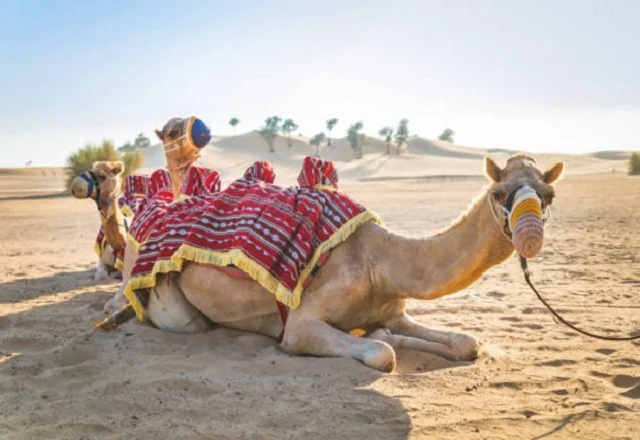 Découvrir le Sud tunisien, c’est bien plus qu’un simple voyage : c’est une immersion totale dans un univers où le temps semble suspendu, où chaque dune, chaque oasis et chaque village raconte une histoire millénaire. Nous vous proposons ici un guide complet, rédigé avec soin, pour vous offrir une vision claire, inspirante et entièrement optimisée SEO du Circuit et Excursion Sud Tunisien. Que vous partiez depuis Tunis, Hammamet, Sousse, Monastir, Sfax, Djerba, Gabès, Bizerte, Kélibia ou Korba, nous mettons à votre disposition l’expérience et l’expertise nécessaires pour transformer votre aventure dans le Sahara en un souvenir inoubliable. Nos circuits et excursions sont conçus pour répondre aux attentes de tous : familles, couples, passionnés de nature, photographes, aventuriers ou voyageurs en quête d’authenticité. Avec nous, vous explorez le désert autrement, en petit groupe, en toute sécurité et avec des guides locaux passionnés. Le Sud Tunisien : Une Terre de Beauté et d’Aventures Incomparable Le Sud tunisien attire chaque année des milliers de voyageurs fascinés par ses paysages spectaculaires : dunes dorées à perte de vue, villages berbères accrochés aux montagnes, oasis luxuriantes nichées au creux des canyons, et un silence absolu que l’on ne trouve que dans le désert. En parcourant nos circuits disponibles sur Sud Tunisie – Circuits Désert , vous découvrirez des itinéraires soigneusement étudiés, adaptés aux envies de chacun. Nous avons pensé chaque étape pour vous permettre de vivre un moment extraordinaire, hors des sentiers battus, dans une ambiance authentique et respectueuse des traditions locales. Un Circuit Authentique Entre Sahara, Oasis, Montagnes et Villages Berbères 1. Les Déserts et Dunes du Sahara : Le Cœur de l’Aventure Parmi les incontournables du Sud, le désert du Sahara reste évidemment la star. Que ce soit en 4×4, à dos de dromadaire ou lors d’une randonnée pédestre, l’expérience y est unique. Les dunes de Chegaga, les paysages lunaires de Tembaine, ou encore les étendues silencieuses de Ksar Ghilane vous plongent dans un autre monde. Pour les amoureux de la marche, nos expériences de randonnée en montagne et Sahara, disponibles ici : 👉 Randonnée Montagne & Sahara vous permettent de combiner les deux beautés naturelles exceptionnelles du Sud : les montagnes majestueuses et le désert infini. 2. Les Oasis : Havres de Paix au Milieu du Désert Les oasis comme Chebika, Tamerza ou Midès représentent un véritable enchantement. L’eau qui coule entre les rochers, les palmiers centenaires, les cascades naturelles… tout y est pour un moment de pure douceur. Nos excursions, que vous pouvez découvrir ici : 👉 Excursion en Tunisie – Sud Tunisie incluent des visites guidées dans ces oasis exceptionnelles. 3. Les Villages Berbères et Décors Cinématographiques Le Sud tunisien abrite également des trésors culturels : Matmata, avec ses habitations troglodytes Chenini, village berbère perché dans les montagnes Toujane, charmant village aux paysages époustouflants Les lieux de tournage de Star Wars à Ong Jmel et Mos Espa Ces lieux vous plongent dans une atmosphère unique où histoire, culture et nature se rencontrent. 4. Les Randonnées et Expériences Multi-Aventures Pour les randonneurs et passionnés d’aventure, le Sud tunisien propose de nombreuses variantes. Découvrez nos idées de sortie en consultant notre blog régulièrement mis à jour : 👉 Blog Excursions Tunisie Vous y trouverez des conseils, des itinéraires, des expériences vécues et des recommandations pratiques pour préparer votre voyage en toute sérénité. Une Organisation Professionnelle Depuis Toutes les Villes de Départ Nous proposons des départs depuis les principales villes tunisiennes : Tunis, Hammamet, Sousse, Monastir, Sfax, Djerba, Gabès, Bizerte, Kélibia et Korba, afin de garantir un maximum de flexibilité pour tous les voyageurs. Notre service inclut : Transfert depuis votre hôtel Transport confortable et climatisé Guides certifiés spécialisés dans le Sud tunisien Assistance complète 24/7 Disponibilité immédiate pour les familles, couples et groupes Pour les voyageurs arrivant de l’étranger, nous proposons également un service de transfert depuis les aéroports : 👉 Navette Aéroport – Sud Tunisie Ce Qui Rend Nos Circuits Uniques et Parfaitement Adaptés à Tous Un Contact Direct avec des Guides Locaux En choisissant nos excursions, vous soutenez l’économie locale, car tous nos guides et chauffeurs sont issus des villages sahariens. Ils connaissent les pistes, les dunes, les traditions et les histoires cachées du désert mieux que personne. Des Circuits Personnalisés et Modulables Aucun voyage ne se ressemble. Nous proposons des circuits personnalisés selon votre budget, votre durée de séjour, votre niveau sportif et vos centres d’intérêt. Pour obtenir un programme personnalisé : 👉 Demandez Votre Devis Gratuit Des Soirées Magiques Sous le Ciel Étoilé du Sahara Parmi les moments les plus appréciés : Dîner traditionnel au feu de bois Musique saharienne Observation des étoiles à l’œil nu Nuit en tente bédouine ou campement confort Une expérience qui restera gravée dans votre mémoire. Exemples de Circuits Très Demandés Circuit 2 jours : Douz – Sahara – Campement Visite de Douz, randonnée dans les dunes, nuit saharienne, lever de soleil sur les dunes. Circuit 3 jours : Matmata – Tataouine – Chenini – Ksar Ghilane Une immersion complète entre villages berbères, montagnes et désert. Circuit 4 jours : Oasis – Désert – Douz – Tembaine – Tozeur Un itinéraire parfait pour les passionnés de nature sauvage. Tous nos circuits sont visibles ici : 👉 Circuits Désert Tunisie Nos Clients Témoignent : Une Expérience Inoubliable Les avis de nos visiteurs reflètent la qualité de nos services et l’amour que nous portons à notre région. Découvrez leurs témoignages ici : 👉 Avis Clients – TripAdvisor Chaque commentaire représente une aventure vécue, un sourire échangé, un souvenir partagé. Pourquoi Choisir Sud Tunisie pour Votre Excursion dans le Désert ? Expertise de plus de 15 ans Guides professionnels certifiés Véhicules 4×4 climatisés et entretenus Tarifs parmi les plus compétitifs du marché Service client réactif et disponible Circuits authentiques et loin des foules Garantie du meilleur rapport qualité-prix Nous construisons votre voyage comme si c’était le nôtre. Réservez Votre Circuit du Sud Tunisien Dès Maintenant Pour toutes vos demandes, que ce soit un circuit privé, une excursion personnalisée ou un voyage en famille, contactez-nous directement : 👉 Demande de Devis Gratuit Le Sahara n’attend que vous. Nous serons ravis de vous accueillir et de vous guider à travers les terres magiques du Sud tunisien.