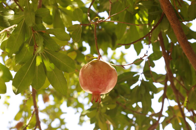 Découvrir le Sahara tunisien en circuit privé, c’est vivre une aventure authentique, intense et totalement personnalisée. Nous vous proposons une immersion unique au cœur du désert, loin du tourisme de masse, avec un accompagnement professionnel et une organisation sur mesure. Notre mission est simple : vous faire découvrir le Sud tunisien autrement, dans le confort, la sécurité et l’émotion. Que vous partiez de Tunis, Hammamet, Sousse, Monastir, Sfax, Djerba, Gabès, Bizerte, Kélibia ou Korba, nous organisons votre départ vers les merveilles du Sahara. Chaque itinéraire est pensé pour vous offrir le meilleur du désert : dunes dorées, oasis de montagne, villages troglodytes, nuits sous tente et couchers de soleil inoubliables. Pourquoi choisir un circuit Sahara privé en Tunisie ? Un circuit Sahara privé en Tunisie, ce n’est pas juste un voyage. C’est une expérience exclusive. Nous adaptons le rythme, les étapes et les activités selon vos envies. En couple, en famille ou entre amis, vous profitez d’un programme flexible et d’un guide dédié. Contrairement aux circuits classiques, ici, pas d’horaires imposés ni de groupes anonymes. Nous prenons le temps. Le temps d’admirer les dunes à Douz. Le temps de savourer un thé face au coucher du soleil à Ksar Ghilane. Le temps de marcher dans les oasis de montagne à Tamerza ou Chebika. Nos circuits désert sont détaillés ici : 👉 https://sudtunisie.com/voyage/circuits-desert/ Vous y trouverez différentes formules adaptées à la durée de votre séjour et à votre budget. Mais si vous voulez quelque chose de totalement personnalisé, nous créons votre programme sur mesure. Les incontournables de votre excursion Sahara en Tunisie Le Sud tunisien regorge de trésors naturels et culturels. Voici les étapes phares que nous intégrons dans nos circuits privés. Douz, la porte du désert Douz est souvent le point d’entrée vers le Sahara. Ici commencent les grandes étendues de sable. Nous vous proposons une balade à dos de dromadaire ou en 4x4 à travers les dunes. Le silence du désert est saisissant. On s’y sent petit, mais incroyablement vivant. Ksar Ghilane et ses sources chaudes Ksar Ghilane est une oasis magique au milieu des dunes. Imaginez : un bain chaud naturel entouré de sable doré à perte de vue. Le soir, nous organisons une nuit en campement saharien. Sous les étoiles, loin de toute pollution lumineuse, le ciel devient un spectacle grandiose. Tozeur et les oasis de montagne À Tozeur, les palmeraies offrent une fraîcheur bienvenue. Puis direction Chebika, Tamerza et Mides, véritables joyaux nichés dans les montagnes. Cascades, canyons et panoramas impressionnants rendent l’expérience encore plus intense. Nous proposons également des randonnées dans le Sahara et en montagne pour les amateurs de marche et de nature : 👉 https://sudtunisie.com/voyage/randonnee-montagne-sahara/ Départ garanti depuis toutes les grandes villes de Tunisie Nous facilitons votre aventure dès le premier instant. Nos circuits Sahara privés sont organisés avec départ depuis : Tunis Hammamet Sousse Monastir Sfax Djerba Gabès Bizerte Kélibia Korba Nous proposons également un service de navette aéroport pour un transfert confortable dès votre arrivée : 👉 https://sudtunisie.com/services-navette-aeroport/ Ainsi, vous voyagez l’esprit tranquille, sans stress ni perte de temps. Un voyage sur mesure, adapté à vos envies Chaque voyageur est différent. Certains veulent de l’aventure pure, d’autres recherchent le confort et le charme. Nous adaptons votre circuit Sahara privé en Tunisie selon : La durée de votre séjour Votre budget Le type d’hébergement souhaité (hôtel, maison d’hôtes, campement luxe) Les activités choisies (quad, dromadaire, randonnée, 4x4) Envie d’un programme personnalisé ? Demandez votre devis gratuit ici : 👉 https://sudtunisie.com/devis-voyage-desert-sud-tunisie-vacances-pas-cher-tunisie-sahara-tunisie/ Nous répondons rapidement avec une proposition claire et détaillée. Excursions et circuits combinés en Tunisie Votre séjour ne se limite pas au désert. Nous proposons aussi des excursions à travers toute la Tunisie pour compléter votre expérience : 👉 https://sudtunisie.com/voyage/excursion-en-tunisie/ Que ce soit une excursion culturelle à Kairouan, une visite des ksour de Tataouine ou une découverte de Matmata, nous enrichissons votre circuit Sahara avec des étapes incontournables. Pour encore plus d’idées et de conseils pratiques, découvrez notre blog dédié : 👉 https://sudtunisie.com/voyage/blog-excursions-tunisie/ Vous y trouverez des inspirations pour organiser au mieux votre aventure dans le Sud tunisien. Une immersion authentique dans la culture saharienne Le Sahara, ce n’est pas seulement du sable. C’est une culture, des traditions, un mode de vie ancestral. Nous vous faisons découvrir : La gastronomie locale (couscous saharien, pain cuit sous le sable) Les marchés traditionnels Les villages berbères Les habitations troglodytes Nos guides locaux partagent leur histoire avec passion. On apprend, on échange, on vit quelque chose de vrai. Et c’est ça qui rend le voyage inoubliable. Confort, sécurité et expertise locale Voyager dans le désert demande une organisation précise. Nous mettons à votre disposition : Véhicules 4x4 confortables et climatisés Guides expérimentés Hébergements sélectionnés avec soin Assistance continue Notre connaissance du terrain garantit une expérience fluide et sécurisée. Vous profitez pleinement sans vous soucier de la logistique. Avis clients et réputation La satisfaction de nos voyageurs est notre plus grande fierté. Nous vous invitons à consulter les avis authentiques laissés par nos clients : 👉 https://www.tripadvisor.fr/Attraction_Review-g293757-d31317516-Reviews-Sud_Tunisie-Tozeur_Tozeur_Governorate.html Leurs témoignages parlent d’eux-mêmes : professionnalisme, accueil chaleureux, organisation impeccable et souvenirs inoubliables. Quand partir pour un circuit Sahara en Tunisie ? Le Sahara se découvre toute l’année, mais les meilleures périodes restent : Octobre à mai pour des températures agréables Printemps pour les paysages verdoyants Hiver pour des journées douces et ensoleillées En été, les circuits sont adaptés avec des horaires aménagés pour éviter les fortes chaleurs. Réservez votre circuit Sahara privé dès maintenant Si vous rêvez d’un circuit et excursion Sahara en Tunisie privé avec sudtunisie.com, c’est le moment de passer à l’action. Nous créons un voyage qui vous ressemble, authentique, confortable et riche en émotions. Explorez nos circuits désert : 👉 https://sudtunisie.com/voyage/circuits-desert/ Découvrez nos randonnées Sahara : 👉 https://sudtunisie.com/voyage/randonnee-montagne-sahara/ Consultez nos excursions : 👉 https://sudtunisie.com/voyage/excursion-en-tunisie/ Lisez nos conseils sur le blog : 👉 https://sudtunisie.com/voyage/blog-excursions-tunisie/ Profitez du service navette aéroport : 👉 https://sudtunisie.com/services-navette-aeroport/ Demandez votre devis gratuit : 👉 https://sudtunisie.com/devis-voyage-desert-sud-tunisie-vacances-pas-cher-tunisie-sahara-tunisie/ Le Sahara tunisien vous attend. Ses dunes, ses oasis, ses villages berbères et ses nuits étoilées promettent une aventure intense et mémorable. Avec nous, vous ne faites pas qu’un simple voyage. Vous vivez une véritable immersion au cœur du Sud tunisien, dans toute son authenticité.