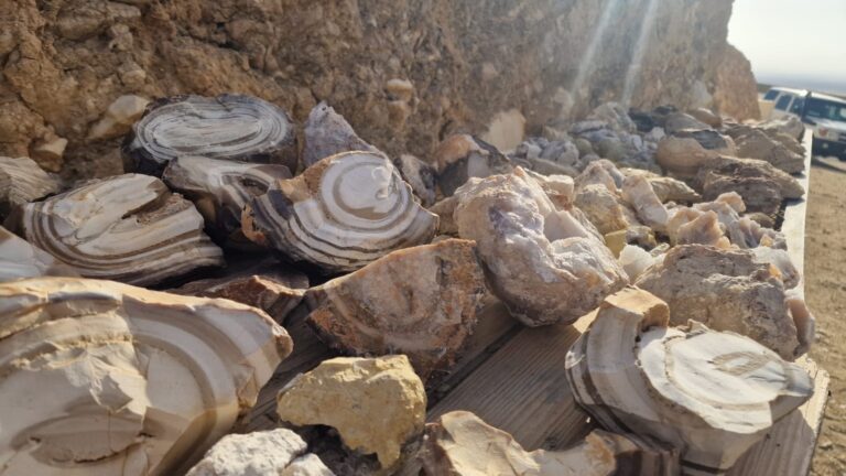 {début article} Circuit et Excursion Sahara Sud Tunisie avec sudtunisie.com : L'Aventure Inoubliable Il y a des voyages qui se contentent de vous faire changer d'air, et puis il y a ceux qui vous transforment en profondeur. C'est exactement ce que nous vous promettons lorsque vous décidez de vous aventurer dans le Sud tunisien. Loin du tumulte des grandes métropoles et de l'agitation du quotidien, le désert vous offre une parenthèse hors du temps, un retour à l'essentiel absolu. Chez nous, l'organisation de votre voyage au Sahara n'est pas qu'une simple transaction commerciale ; c'est le partage d'une passion viscérale pour une région fascinante, riche de son histoire, de ses paysages lunaires et de la chaleur légendaire de ses habitants. Nous savons à quel point il peut être complexe de planifier un périple dans des contrées sauvages. C'est pourquoi nous avons mis un point d'honneur à concevoir des expériences immersives, sécurisées et profondément humaines. Oubliez les sentiers battus et les bus bondés de touristes, nous vous emmenons là où l'horizon se fond avec les dunes dorées, là où le silence est si pur qu'il en devient une mélodie. Laissez-nous vous guider à travers les merveilles cachées de notre magnifique pays. Une logistique sans faille pour un départ en toute sérénité L'une des plus grandes angoisses lors de la préparation d'un voyage en Tunisie est souvent liée à la logistique. Comment rejoindre le point de départ ? Qui va s'occuper des transferts ? Rassurez-vous, nous avons pensé à tout pour que vos vacances pas cher en Tunisie soient synonymes de détente dès la première seconde. Nous comprenons que votre temps est précieux, c'est pourquoi notre réseau s'étend sur tout le territoire national pour venir à votre rencontre. Que vous résidiez dans un hôtel club, une maison d'hôtes ou que vous arriviez tout juste par les airs, nous organisons des départs sur mesure depuis une multitude de villes. Vous pouvez ainsi entamer votre aventure au départ de Tunis, de la belle station balnéaire de Hammamet, ou encore de Sousse et Monastir. Nous couvrons également le centre et le sud avec des départs depuis Sfax, la magnifique île de Djerba, ainsi que Gabès. Même si vous vous trouvez plus au nord ou sur la côte est, nous venons vous chercher à Bizerte, Kélibia ou Korba. Pour faciliter davantage votre arrivée sur le sol tunisien et garantir une transition en douceur vers votre aventure saharienne, nous mettons à votre disposition un service de navette aéroport haut de gamme. Nos chauffeurs expérimentés vous accueillent avec le sourire, s'occupent de vos bagages et vous installent confortablement dans nos véhicules climatisés. Fini le stress des taxis à négocier ou des itinéraires complexes à déchiffrer, votre excursion au Sud commence dans le confort et la tranquillité d'esprit. Nos circuits dans le désert : L'immersion totale au cœur de l'Erg Oriental S'il y a bien une chose qui fait la renommée de notre belle région, c'est l'immensité de ses étendues de sable. Nos circuits dans le désert sont conçus pour vous faire vivre le frisson de l'exploration nomade. Imaginez-vous à bord d'un 4x4 robuste, franchissant habilement les crêtes majestueuses du Grand Erg Oriental, avec le soleil couchant qui teinte le sable d'une couleur ocre spectaculaire. C'est une sensation de liberté qu'aucun mot ne peut véritablement décrire, il faut le vivre pour le comprendre. Mais le désert, ce n'est pas seulement de la conduite sur les dunes. C'est une culture riche, un mode de vie ancestral que nous tenons à vous faire découvrir avec le plus grand respect. Lors de votre expédition, nous vous proposons de troquer les moteurs contre le pas lent et chaloupé des dromadaires. La méharée, cette randonnée à dos de chameau, vous permet de renouer avec le rythme naturel de la nature. Accompagnés par nos guides bédouins locaux, qui connaissent chaque étoile et chaque souffle de vent, vous apprendrez à lire les traces dans le sable et à écouter les histoires transmises de génération en génération autour d'un feu de camp. Et parlons-en de ces nuits étoilées ! Le clou du spectacle de tout bon circuit saharien reste la nuit en bivouac. Loin de toute pollution lumineuse, la voûte céleste s'offre à vous dans toute sa splendeur. Vous dégusterez un repas traditionnel, préparé sur les braises, comme la fameuse "gargoulette" ou le pain cuit sous le sable, avant de vous endormir sous une tente berbère, bercé par le silence absolu. C'est une expérience profondément ressourçante qui marque les esprits à jamais. Pour explorer toutes les options et trouver l'itinéraire qui correspond parfaitement à vos envies, nous vous invitons à parcourir notre sélection de circuits dédiés au désert. Randonnée entre montagne et Sahara : Le défi des grands espaces sauvages Pour les voyageurs qui ont la bougeotte, ceux qui aiment sentir l'effort dans leurs muscles et qui souhaitent explorer des panoramas à couper le souffle à la force de leurs jambes, nous avons développé une approche différente. La Tunisie, ce n'est pas qu'un océan de sable plat, c'est aussi un relief accidenté et fascinant. C'est là qu'intervient notre offre de randonnée montagne et Sahara. Cette formule est le trait d'union parfait entre la rocaille et le sable fin. Nous vous emmenons à l'assaut du massif du Dahar, une chaîne montagneuse qui regorge de secrets bien gardés. Vous marcherez à travers des canyons vertigineux, traverserez des oueds asséchés et découvrirez des villages perchés, véritables nids d'aigles offrant des vues imprenables sur la plaine environnante. C'est une randonnée pédestre qui s'adapte à votre niveau, toujours encadrée par nos guides chevronnés qui veillent à votre sécurité tout en vous partageant leurs vastes connaissances sur la géologie, la faune et la flore locales. Le contraste est saisissant lorsque, après avoir crapahuté dans la pierre chauffée par le soleil, vous débouchez soudainement sur une oasis verdoyante. Les palmeraies luxuriantes de Chebika, Tamerza et Midès sont des havres de fraîcheur où l'eau de source jaillit de la roche stérile. S'y baigner après une longue marche est une récompense inestimable. C'est cette dualité de paysages qui rend la randonnée entre montagne et Sahara si unique et si prisée par nos clients en quête d'un tourisme authentique et sportif. Des excursions sur mesure pour embrasser toute la diversité de la Tunisie Si vous ne disposez que d'une ou deux journées pour vous évader, ou si vous préférez une approche plus généraliste pour découvrir les multiples facettes de la région, optez pour une excursion en Tunisie. Le Sud regorge de sites emblématiques qui ont façonné l'histoire de la région et qui continuent de fasciner les visiteurs du monde entier. Prenez par exemple la région de Matmata. C'est un incontournable absolu. Ce paysage lunaire, criblé de cratères, abrite des habitations troglodytes creusées à même la terre. Ces maisons, conçues pour maintenir une température agréable tout au long de l'année, témoignent de l'ingéniosité incroyable des populations berbères face à un climat extrême. Nos excursions vous ouvrent les portes de ces foyers pour partager un thé à la menthe avec les habitants, loin des pièges à touristes traditionnels. Nous vous conduirons également vers le Chott El Djerid, cette immense dépression saline qui s'étend sur des kilomètres. La traverser donne l'impression de rouler sur une banquise scintillante en plein cœur de l'Afrique. Les mirages y sont fréquents, trompant l'œil et ajoutant à la magie des lieux. Puis, direction Tozeur et Nefta, les capitales du Jérid, célèbres pour leur architecture de briques pleines et leurs palmeraies aux centaines de milliers de dattiers. Nos guides passionnés se font une joie de vous raconter l'histoire de chaque pierre, de chaque palmier. Ils vous feront découvrir les décors de cinéma abandonnés au milieu des dunes, reliques de tournages hollywoodiens célèbres, qui ajoutent une touche pop-culture à cette exploration historique. Pour vous imprégner davantage de ces ambiances et glaner des conseils précieux avant de boucler vos valises, n'hésitez pas à consulter notre blog spécialisé sur les excursions en Tunisie. Vous y trouverez une mine d'informations rédigées par nos experts du terrain. Votre confiance est notre plus belle récompense : Témoignages et devis Nous pourrions vous parler de nos services pendant des heures, vous vanter la qualité de nos équipements, le confort de nos véhicules 4x4 ou le talent culinaire de nos cuisiniers de bivouac. Mais nous savons que la meilleure publicité reste la voix de ceux qui ont déjà voyagé avec nous. La transparence est une de nos valeurs fondamentales, c'est pourquoi nous sommes extrêmement fiers des retours que nous recevons quotidiennement. Nous vous invitons chaleureusement à lire les expériences vécues par d'autres voyageurs en consultant les avis sur notre page TripAdvisor. Les commentaires élogieux sur l'amabilité de notre équipe, la réactivité de notre service client et la magie des paysages traversés sont le carburant qui nous pousse à nous améliorer chaque jour. Vous y verrez que chaque excursion sud Tunisie organisée par nos soins est pensée comme un événement unique, car pour nous, vous n'êtes pas de simples clients, mais des invités dans notre maison à ciel ouvert. Alors, qu'attendez-vous pour sauter le pas ? Que vous planifiiez un voyage de noces romantique sous les étoiles, une expédition sportive entre amis dans le massif du Dahar, ou des vacances en famille dans le Sahara, nous sommes à votre entière disposition pour construire ensemble le projet de vos rêves. L'aventure n'est plus qu'à quelques clics. Contactez-nous dès aujourd'hui et demandez votre devis gratuit pour un voyage sur mesure dans le désert tunisien. Notre équipe réactive se fera un plaisir d'étudier vos envies, votre budget et vos contraintes de temps pour vous proposer un itinéraire qui dépasse toutes vos attentes, avec ce petit supplément d'âme qui fait la signature de sudtunisie.com. Le sable vous appelle, la brise du désert vous murmure de venir. Faites vos bagages, préparez votre appareil photo, et laissez-nous orchestrer le voyage de votre vie au cœur des merveilles de l'Afrique du Nord. Nous avons hâte de vous faire découvrir notre paradis de sable et de roche. À très bientôt sous le soleil du Sud !